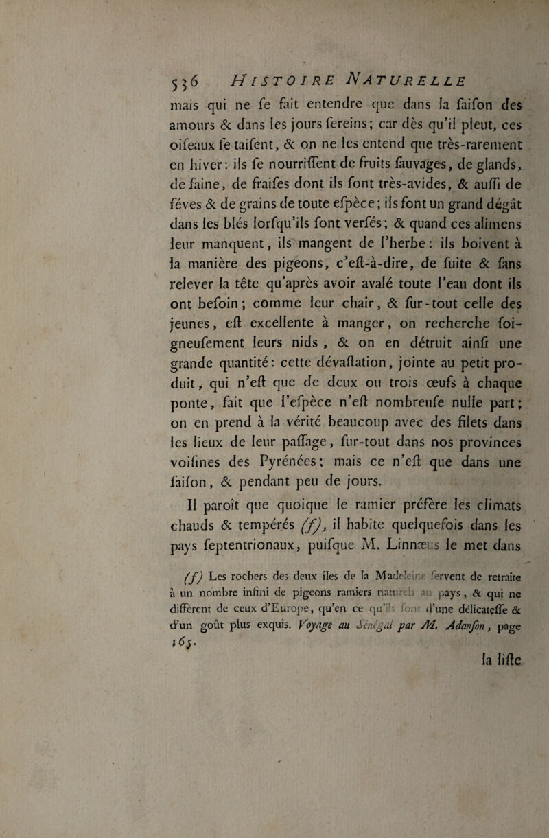 mais qui ne fe fait entendre que dans la faifon des amours Si dans les jours fereins; car dès qu'il pleut, ces oifeaux fe taifent, Si on ne les entend que très-rarement en hiver : ils fe nourrirent de fruits fauvages, de glands, de faine, de fraifes dont ils font très-avides, & auffi de fèves Si de grains de toute efpèce ; ils font un grand dégât dans les blés lorfqu’ils font verfés; Si quand ces alimens leur manquent, ils mangent de l'herbe : ils boivent à la manière des pigeons, c’efl-à-dire, de fuite Si fans relever la tête qu après avoir avalé toute l’eau dont ils ont befoin ; comme leur chair. Si fur-tout celle des jeunes, efl excellente à manger, on recherche foi- gneufement leurs nids , Si on en détruit ainfi une grande quantité: cette dévaftation, jointe au petit pro¬ duit , qui n’eft que de deux ou trois œufs à chaque ponte, fait que i’efpèce n’efl nombreufe nulle part; on en prend à la vérité beaucoup avec des filets dans les lieux de leur paiïage, fur-tout dans nos provinces voifines des Pyrénées ; mais ce n’efl que dans une faifon, Si pendant peu de jours. Il paroît que quoique le ramier préfère les climats chauds (5c tempérés (f), il habite quelquefois dans les pays feptentrionaux, puifque M. Linnæus le met dans (f) Les rochers des deux îles de îa Madeleine fervent de retraite à un nombre infini de pigeons ramiers naturels -h; pays, & qui ne diffèrent de ceux d’Europe, qu’en ce qu’ ' font d’une délicatefîè & d’un goût plus exquis. Voyage au Si m'gai par M, Adanfon, page la lifle