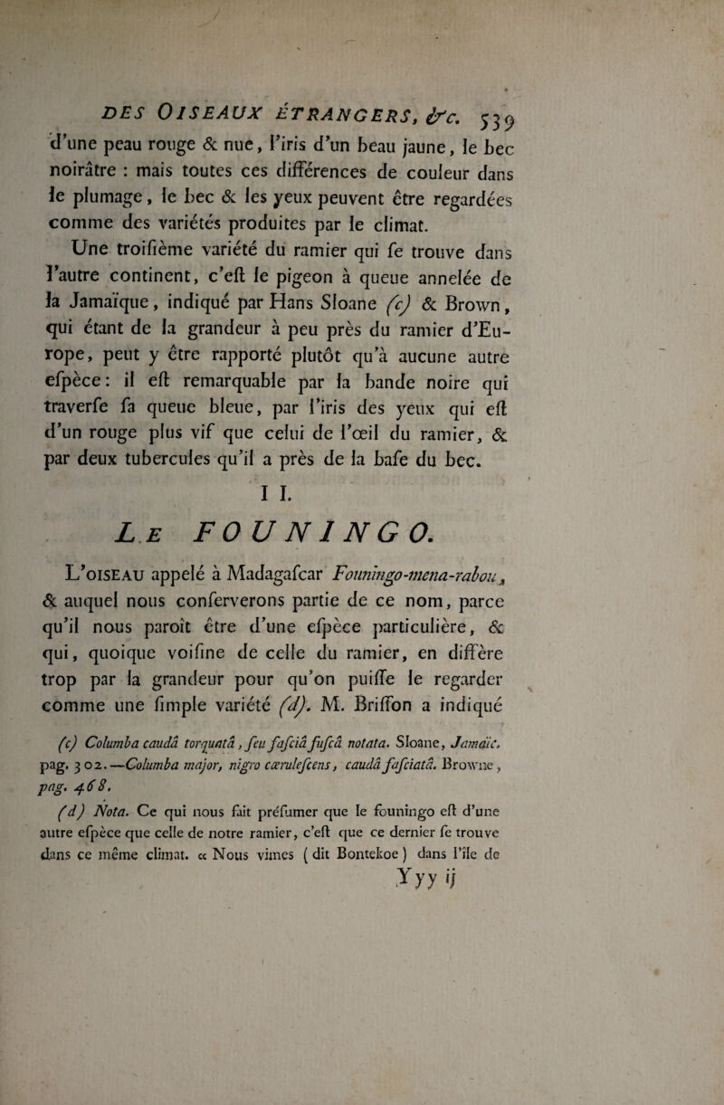 d’une peau rouge & nue, Piris d’un beau jaune, le bec noirâtre : mais toutes ces différences de couleur dans le plumage, le bec & les yeux peuvent être regardées comme des variétés produites par le climat. Une troifième variété du ramier qui fe trouve dans l’autre continent, c’efl le pigeon à queue annelée de la Jamaïque, indiqué par Hans Sloane (c) & Brown, qui étant de la grandeur à peu près du ramier d’Eu¬ rope, peut y être rapporté plutôt qu’à aucune autre efpèce: il efl remarquable par la bande noire qui traverfe fa queue bleue, par Piris des yeux qui eft d’un rouge plus vif que celui de l’œil du ramier, & par deux tubercules qu’il a près de la bafe du bec. I I. Le FOUN1NGO. L’oiseau appelé à Madagafcar Founmgo-mena-rabou^ Sc auquel nous conferverons partie de ce nom, parce qu’il nous paroît être d’une efpèce particulière, ôc qui, quoique voifine de celle du ramier, en diffère trop par la grandeur pour qu’on puiffe le regarder comme une fimple variété (a). M. Briffon a indiqué (c) Columba caudâ torquatâ, feu fafciâ fufcâ notât a. Sloane, Jamdic, pag. 302. —Columba major, nigro cœrulefcens, caudâ fafeiatâ. Browne pag. 468. (d) Nota. Ce qui nous fait préfumer que le founingo efl d’une autre efpèce que celle de notre ramier, c’efl: que ce dernier fe trouve dans ce même climat. « Nous vîmes ( dit Bontekoe ) dans l’île de y y y <i