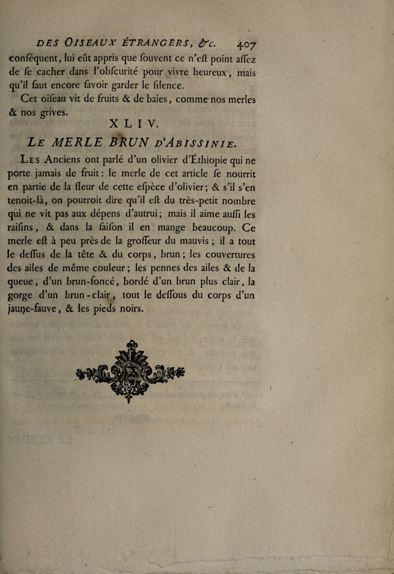 conféquent, lui eût appris que fouvent ce n’eft point affez de fe cacher dans l'obfcurité pour vivre heureux, mais qu'il faut encore lavoir garder le filence. Cet oifeau vit de fruits & de baies, comme nos merles & nos grives. X L I V. Le MERLE BRUN d’Abissinie. Les Anciens ont parlé d'un olivier d’Éthiopie qui ne porte jamais de fruit : le merle de cet article fe nourrit en partie de la fleur de cette elpèce d'olivier; & s'il s'en tenoit-là, on pourroit dire qu'il efl du très-petit nombre qui ne vit pas aux dépens d’autrui ; mais il aime auffi les raifins, & dans la faifon il en mange beaucoup. Ce merle efl à peu près de la groffeur du mauvis ; il a tout le delfus de la tête & du corps, brun ; les couvertures des ailes de même couleur ; les pennes des ailes & de la queue, d'un brun-foncé, bordé d’un brun plus clair, la gorge d’un brun-clair , tout le deffous du corps d'un jaurçe-fàuve, & les pieds noirs.