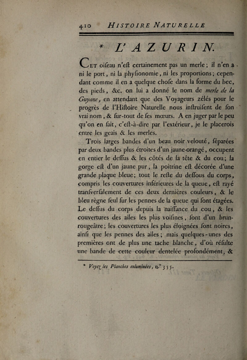 * l a z u r i n. Cet oifëau n'eft certainement pas un merle ; il n'en a . ni le port, ni la phyfionomie, ni les proportions ; cepen¬ dant comme il en a quelque chofe dans la forme du bec, des pieds , &c. on lui a donné le nom de merle de la Guyane, en attendant que des Voyageurs zélés pour le progrès de l’Hifloire Naturelle nous inflruifent de fon vrai nom , & fiir-tout de fes mœurs. A en juger par le peu qu'on en fait, c’efl-à-dire par l'extérieur, je le placerois entre les geais & les merles. Trois larges bandes d’un beau noir velouté, féparées par deux bandes plus étroites d'un jaune-orangé, occupent en entier le delfus & les côtés de la tête & du cou; la gorge efl d’un jaune pur, la poitrine efl décorée d'une grande plaque bleue; tout le refie du deffous du corps, compris les couvertures inférieures de la queue, efl rayé tranfverfalement de ces deux dernières couleurs, & le bleu règne feul fur les pennes de la queue qui font étagées. Le deffus du corps depuis la naiffance du cou, & les couvertures des ailes les plus voifines , font d'un brun- rougeâtre; les couvertures les plus éloignées font noires, ainfi que les pennes des ailes; mais quelques-unes des premières ont de plus une tache blanche, d’où réfidte une bande de cette couleur dentelée profondément, & * Voyei les Planches enluminées, r}.° 355.