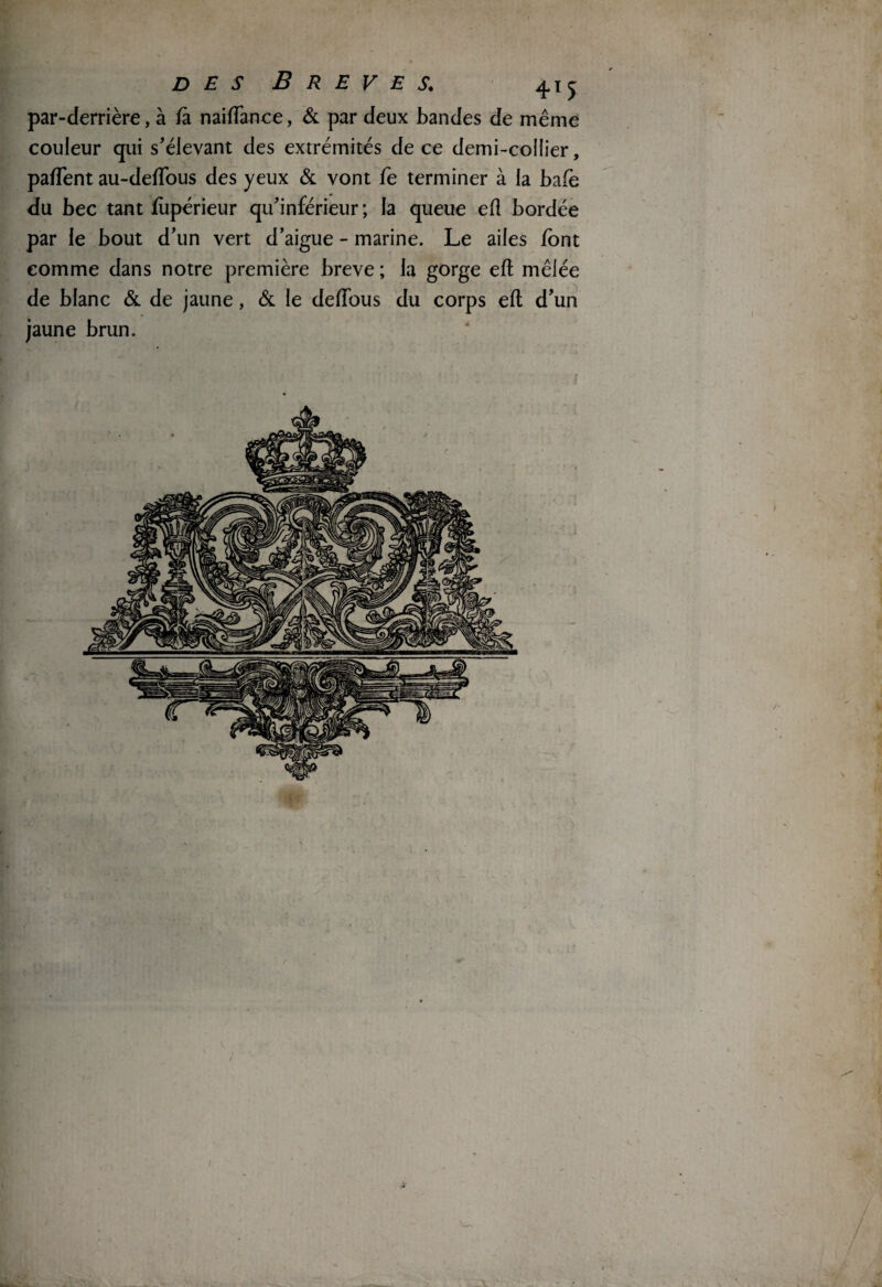 par-derrière, à fa naiftance, & par deux bandes de même couleur qui s'élevant des extrémités de ce demi-collier, paiïent au-deftous des yeux & vont fe terminer à la bafè du bec tant fupérieur qu'inférieur; la queue efl bordée par le bout d’un vert d’aigue - marine. Le ailes font comme dans notre première breve ; la gorge eft mêlée de blanc & de jaune, & le deftbus du corps eft d'un jaune brun.