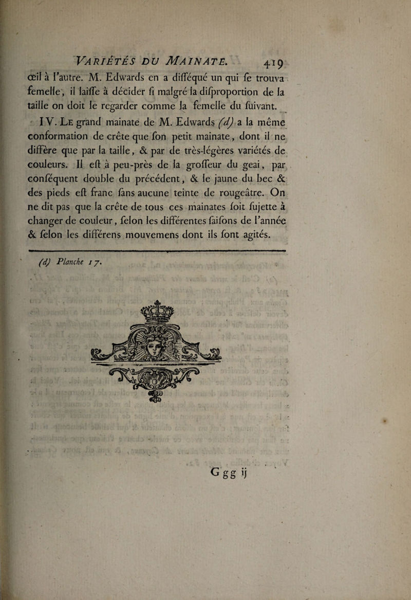 œil à l’autre. M. Edwards en a difféqué un qui fè trouva femelle, il laide à décider fi malgré la di/proportion de la taille on doit le regarder comme la femelle du fuivant. IV. Le grand mainate de M. Edwards (d) a la même conformation de crête que fon petit mainate, dont il ne diffère que par la taille, & par de très-légères variétés de couleurs. Il eft à peu-près de la groffeur du geai, par conféquent double du précédent, & le jaune du bec & des pieds efl franc fans aucune teinte de rougeâtre. On ne dit pas que la crête de tous ces mainates foit fujette à changer de couleur, félon les différentes faifbns de l’année & félon les différens mouvemens dont ils font agités. (d) Planche iy. Ggg ij