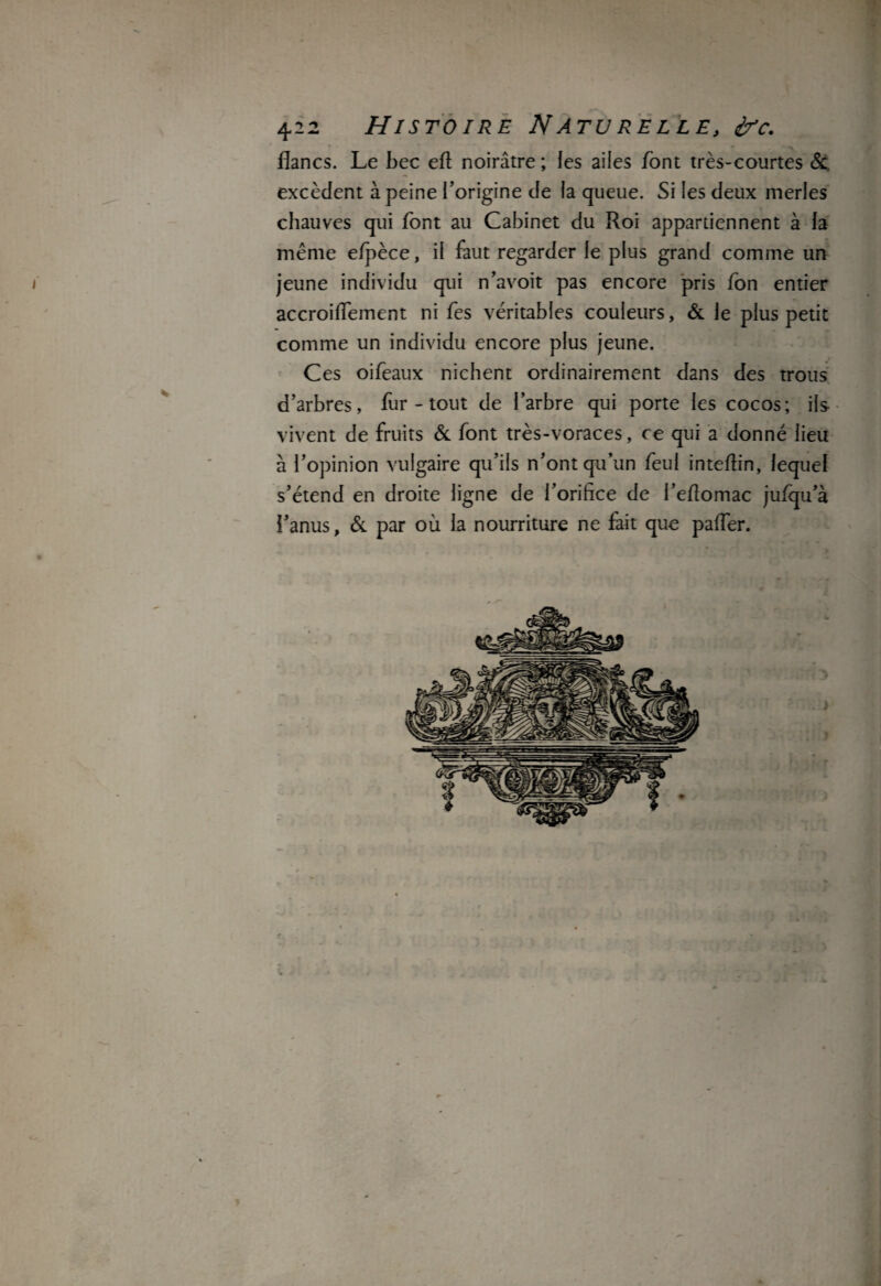 flancs. Le bec efl noirâtre; les ailes font très-courtes &, excèdent à peine l’origine de la queue. Si les deux merles chauves qui font au Cabinet du Roi appartiennent à la même e/pèce, il faut regarder le plus grand comme un i jeune individu qui n’avoit pas encore pris fon entier accroiflement ni fes véritables couleurs, & le plus petit comme un individu encore plus jeune. Ces oifeaux nichent ordinairement dans des trous d’arbres, fur - tout de l’arbre qui porte les cocos; ils vivent de fruits & font très-voraces, ce qui a donné lieu à l’opinion vulgaire qu’ils n’ont qu’un feul inteftin, lequel s’étend en droite ligne de l’orifice de l’eflomac jufqu’à l’anus, Sl par où la nourriture ne fait que pafler.