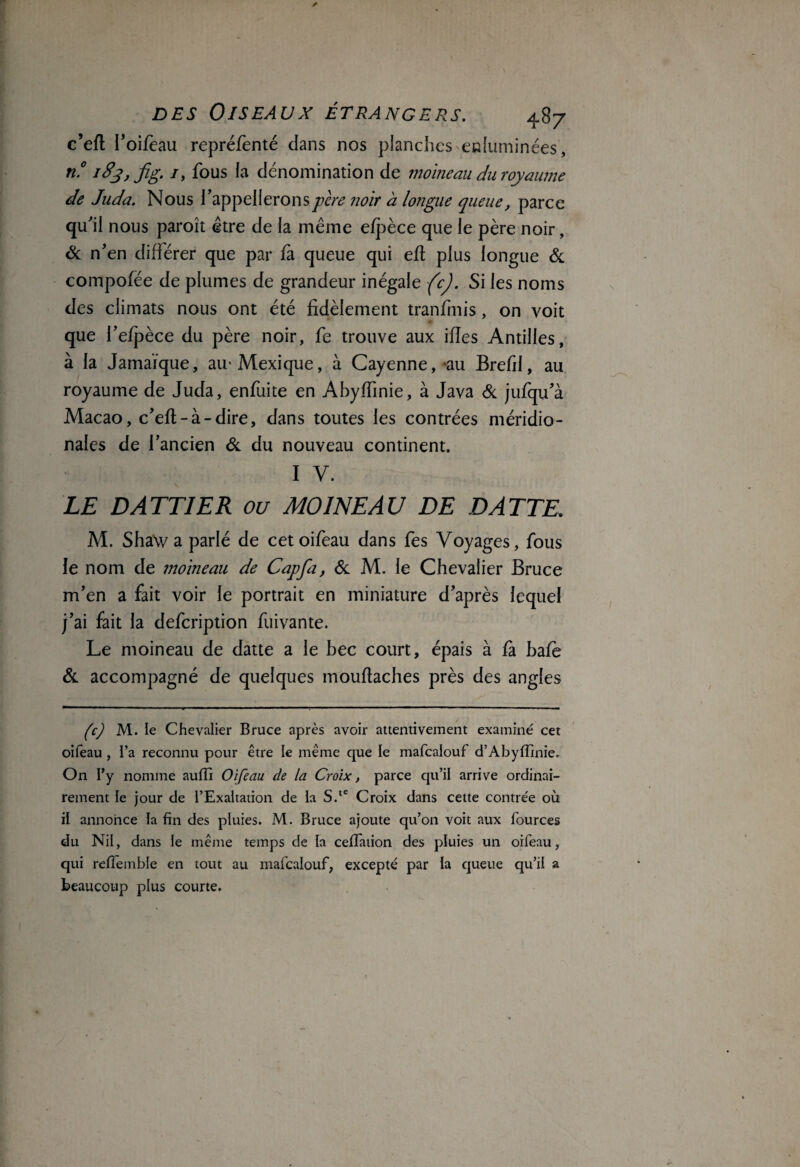 c’efl Poifeau repréfenté dans nos planches enluminées, n.° idy, fig. j, fous la dénomination de moineau du royaume de Juda. Nous l’appellerons père noir à longue queue, parce qu’il nous paroît être de la même efpèce que le père noir, & n’en différer que par fa queue qui eft plus longue & compofëe de plumes de grandeur inégale (c). Si les noms des climats nous ont été fidèlement tranfmis, on voit que l’efpèce du père noir, fe trouve aux ifles Antilles, à la Jamaïque, au-Mexique, à Cayenne, -au Brefd, au royaume de Juda, enfuite en Abyffinie, à Java & jufqu’à Macao, c’eft-à-dire, dans toutes les contrées méridio¬ nales de l’ancien Si du nouveau continent. i v. LE DATTIER ou MOINEAU DE DATTE, M. ShaW a parlé de cetoifeau dans fes Voyages, fous le nom de moineau de Cap fa, ôc M. le Chevalier Bruce m’en a fait voir le portrait en miniature d’après lequel j’ai fait la defcription fuivante. Le moineau de datte a le bec court, épais à fa bafe & accompagné de quelques mouftaches près des angles (c) M. le Chevalier Bruce après avoir attentivement examiné cet oifeau, i’a reconnu pour être le même que le mafcalouf d’Abyfimie. On l’y nomme auffi Oifeau de la Croix, parce qu’il arrive ordinai¬ rement le jour de l’Exaltation de la S.te Croix dans cette contrée où il annonce la fin des pluies. M. Bruce ajoute qu’on voit aux fources du Nil, dans le même temps de la ceflation des pluies un oifeau, qui reflemble en tout au mafcalouf, excepté par la queue qu’il a beaucoup plus courte.