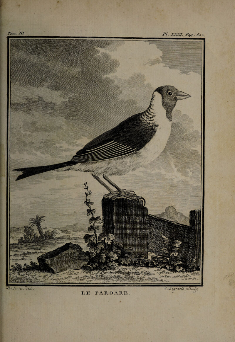 1*1 ■ XXXI. Piui. So 2. Tbm • Iir. •C. dCejroUu) , tfiblsli. LE PAUOARE