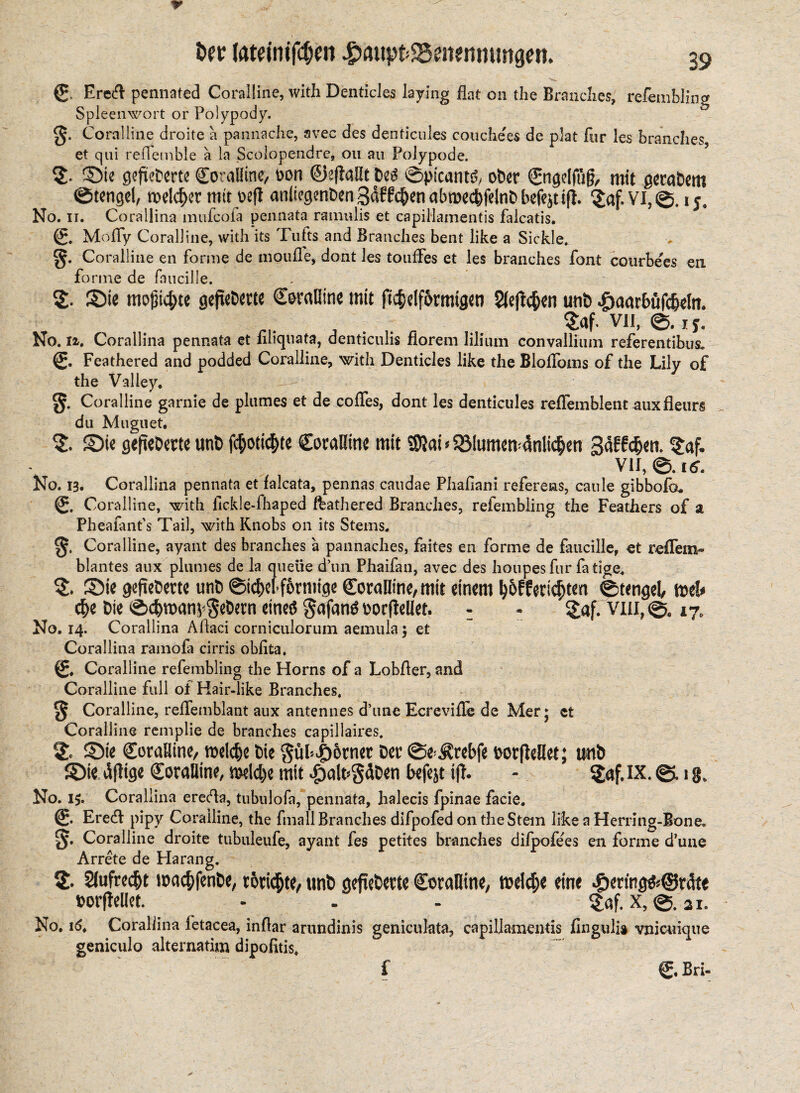 © Ere# pennated Coralline, with Denticles laying flat on the Branches, refembling Spleenwort or Polypody. 0. Coralline droite a pannache, avec des denticules couche'es de plat fur les branches et qui reflemble a la Scolopendre, on au Polypode. 2Dte gefieberte Coralline, oon 0eflallt M ©picants, ober ©ngelfufi, mit gerabem Stengel, meldet mit t>efl anliegenben3dff(Jenab»e<bfelnbbefejtiff. No. ii. Corallina mufeofa pennata ramulis et capillamentis falcatis. ©. Mofly Coralline, with its Tufts and Branches bent like a Sickle. §. Coralline en forme de moufle, dont les touffes et les branches font courbees en forme de faucille. ©ie mojjic&te gcflcDcrtc Coralline mit ftc&dformigen Sieben uni> 4i>aarbufc&eln. $«f. VU, ©. i y. No. n, Corallina pennata et liliquata, denticulis florem liliurn convallium referentibus. © Feathered and podded Coralline, with Denticles like the BloIToms of the Lily of the Valley* - Coralline garnie de plumes et de cofles, dont les denticules reflemblent auxfleurs du Muguet. $. ©ie gefieberte unt» fc&oti<$te Coralline mit SDiai * 58lumem4nli<$en gaKc&en. $af. VII,©. 16. No. 13. Corallina pennata et lalcata, pennas caudae Phafiani referens, caule gibbofo. © Coralline, with fickle-fhaped feathered Branches, refembling the Feathers of a Pheafanfs Tail, with Knobs on its Stems. Coralline, ayant des branches a pannaches, faites en forme de faucille, et reifem- blantes aux plumes de la quelie d’un Phaifan, avec des houpesfur fatige. SDie gefieberte unb ©icfieb förmige Coralline, mit einem ^offerierten ©tengel, mh $e bie ©c&roan^ebern eines gafanä oocfieUet. : » $af. VM, @c 17, No. 14. Corallina Aflaci corniculorum aemula; et Corallina ramofa cirris obfita, ©♦ Coralline refembling the Horns of a Lobfler, and Coralline full of Hair-like Branches. § Coralline, reffemblant aux antennes d’tine Ecrevifle de Mer; ct Coralline remplie de branches capillaires. % 2)ie CoraHine, roelcfce bie $ül»v£)6rner Der ©e^rebfe botfMet; unb £)ie dfiige Coralline, roel$e mit $alt>gäben hefejt ifi. - $af. IX. 0,1 g, No. 15. Corallina ereda, tubulofa, pennata, halecis fpinae facie. ©• Eredf pipy Coralline, the fmall Branches difpofed on the Stein like a Herring-Bone. Coralline droite tubuleufe, ayant fes petites branches difpofe'es en forme d’une Arrete de Harang. S£. 21ufK<$t wac&fenbe, törichte, unt> gefieberte Coralline, nxld;e eine ■&erm^©rdte oorfiellet. - . . $af. X,©. 2i. No. i<5. Corallina fetacea, inflar arundinis geniculata, capillamentis finguli* vnicuicpie geniculo alternating dipofitis. f ©. Bri-