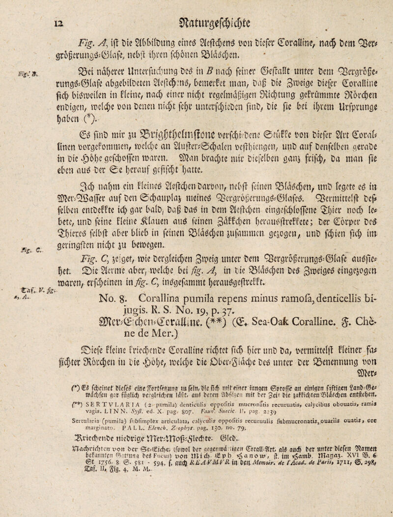 Fig. A, if! Die Slbbiftung eincö 2lefM;en3 »on tiefe» Coralline/ na$ tern %m grbjjerung&©iafe, nebjf i!)ven fronen SölaScljen. 553ei näherer Uuterfudmng ted in B nach feiner ©efMt unter tcnt Q3ergrofie* rungfrSlafe abgeleiteten Sleftchms, bemerfet man, tilg tie gweige tiefer Coralline ftch bisweilen in flehte, nacf) einer nicht regelractgtgen Scidttung gefrümmte Slbrchen entigen, treibe oon testen ni$t fef)r unterbieten fint, tie fie bei invent Urfprunge haben (*). - ©S fint mir ju 25rtgpt^efttifionc »erfchictene ©tuffe ton tiefer 21 vt Corab linen »orgefommen, weiche an 2lttfier;@cf)a(ett »effbiengctt, mit auf tenfelben gerate in Oie dpbbe gefchojfen waren. 93}an brachte mir tiefeiben ganj frtfcf), ta man fte eben aus ter ©e herauf gcftfcbt hatte.. Bi. C 'Caf, V. ßg. ßf,A.. 3d) ttaf)tn ein flcineS 2leficl)en taroon, nebfi feinen QMäSchen, tint fegete es in SDJetv^ßaffer auf ten ©chatiplaj meines 9ßergrbjjerungSe®(afeS. QSermittelfi tef* felbett enttefftc id) gar bait, tag Das in Dem 2lefW)cn eittgefchloffene 5l)ier nod) le* bete, unt feine flehte flauen aus feinen gdffchen herausfireffete; ter ©orper teS 5hier.eS felbft aber blieb in feinen földscben jufamracn gezogen,. unt fcfien fiel) im gertngfien nicht ju bewegen. Fig. C jeiget, wie Dergleichen gtpeig unter Dem f8ergrbgcrungö=©(afe auSfie* het. 2Me 2lerme aber, welche bei fig. A, in tie 3MdSd;en teS gweigeS eittgejogen waren, erfcheinen in fig.-Ct inSgefammt berauSgeflrefft. No. 8- Corallina pumila reports minus ramolä, denticeliis bi- jugis. K. S. No. 19, p. 37. S5?Ct’^4£bCin(JcraÄ,nC. (**) (<£♦- Sea-Qak Coralline. Che- ne de Mer.) ®iefe fleine friediente Coralline richtet ftcf> hier unt ta, »ermittelff Keiner fa< |ter 9cbrd;en tu tie bbobe, weld;e Die Dbecfgidche Des unter ter ^Benennung von 931er* (') €6 fäjeinet flefeS eihe fisrtlefittng tu ftim Sleficfr mit einer fangen ©proffe att einigen fiftigen 2ani>t®e* UJffäjfeu gor. fuq(td) »ergWd/eB laßt aus t>erm Wasen mit lex lie &aFfrd)ten^iöSd)en entfiedert. (**) SERTVLARIA (2 pumila) denticulis oppofitis mucronatis recuruatis, calycibus obouatis, ramis vagis. LI NN. Syß. ed. X. pag.- 807. Faun. Snecic )?> pag 2:39 Sertularia (pumila) fubfimplex articulata, calyeulis oppolitis recuruulis fabmucronatisj;ouariis ouatis» ore marginato. PALL. Elench. Zropbyt. pag. 130, no. 79. ^Rviccfcntic niedrige tTTcr5lTToß?SIecfctc; ©fctL. $?äd)rid)tcnroit bev Se^icfye; (foirol fcer qcgcnmd; QbraMrt als aud) lex unter Hefen Barnett befannten ©ßtHmq beS Focus) non Uli d)- ^anow, \t. im XVI 3®. 6 0t 1756' 8 0- 581 - 594» f» flUfb RiiA^MFR in leil Memoir, de FÄcad* de Paris, 1711, 0. 298, Saf. it 4, m. Mo. I