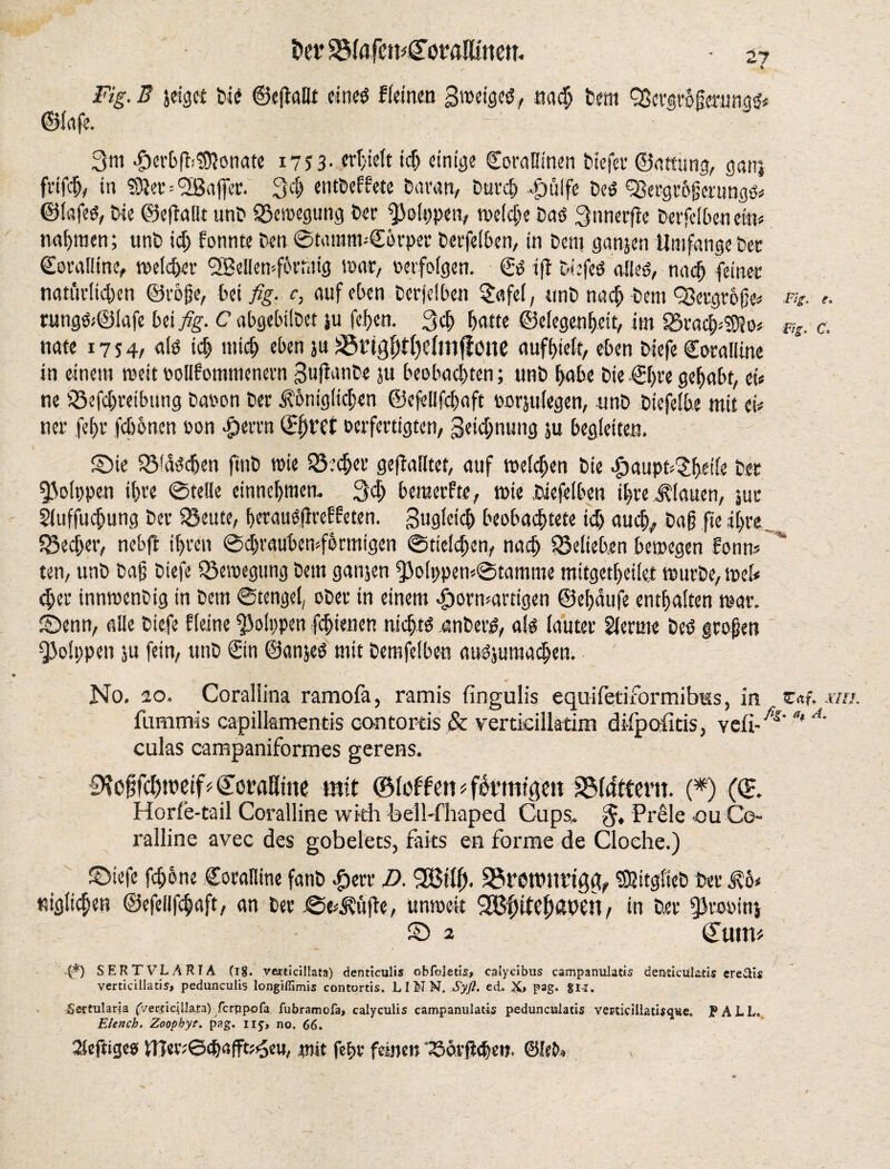 fret* • a? „ * Fig.B jdgct fci<* ©«fallt eined Heine« Bweiged, tta# Dem 93crgrb{tmmg& ©(life. ~ 3m -perbfhSfanate 17S3- trieft id) einige Coraüinen Diefer ©attung, gan, ftifdj, in Sifter=^EBaffer. 3# entDeEfete Daran, Durch .©uife De$ <23ergr6gmingo« ©lafes, Die ©«fallt unD ©emegung Der ^olppen, toeldje Daö 3nnerfa Derfelben ein« nahmen; unD id; formte Den ©tamtwCbrper Derfelben, in Dem ganjen Umfange Dec Coralline, reeller SSBellemfbrtiifg mar, oerfolgen. © ift Diefeö alle«, nach feiner natürlichen ©roge, bei fig. c, auf eben Derjelben §afel, unD nach Dem QSergroge« r,t. ,. rutig&©(afe beij%- C abgebilDet ju fe!>cn. 3d; batte ©elegenbeit, im 95racb*SSfto« mg. c. nate 1754/ ato icb mi# eben ju aSrigfjtljelmff one aufbieit, eben Diefe Coralline in einem meit oollEommenern SufauDe ju beobachten; unD babe Die ©bre gehabt, et* ne iöefcbreibiing Daron Der $6niglid;en ©efellfaaft oorjulegen, unD Diefelbe mit ei« ner fef>t* febonen oon «perrn ©fact oerfertigten, Betonung ju begleiten. ©ie löschen ftnD wie iö.’cber gefailtet, auf melden Die .paupnlthdte Der 53olt)pe.n ibre ©teile cinnebmem 3# bemerfte, tote Diefelben ihre flauen, ;uc Sluffudjung Der SÖeute, berauöfaeEEeten. gtiglcid) beobachtete id) auch, Dag fte ihre Sgecber, nebfc ihren ©djraubemfbrmigen ©tielcben, nach belieben bewegen fonn« ten, unD Dag Diefe Q5eroegung Dem ganjen ^3olppen«©tamme mitgetbeilet tourDe, mel« eher innmenDig in Dem ©tengel, oDer in einem kornartigen ©ebaufe enthalten war. Stenn, alle Diefe Eieine ffalppen fdjtenen nichts anDerS, alo lauter Slcrme Des großen QJolppen ju fein, unD ©in ©anjeS mit Demfelben auOjuma#en. ' No. ao. Coraliina ramofa, ramis lingulis equifetiformibKs, in fummis capillamentis oontortis & verticiilatim difpofitis, vefi- culas campaniformes gerens. §Hogfcbn)eif«Covrtßtnc mit ©{offen «f&rmtgen SMtfttern. (*) (<£. Horie-tail Coralline with beil-fhaped Cups. Prele ou Co¬ ralline avec des gobelets, faits en forme de Cloehe.) Crtf. .17«. fig* a$ A. ©iefe febbne Coralline fanD .peer D. fHM). Söretomfafa SßitgiieD Der Mo* «iglt#en ©efellfcbaft, an Der ©e*d?üfa, umoeit 2Bf)itefaoen, in Der Jlrooini £> 2 ©um« .{*) SERTVLARIA (lg. vmicillata) denttculis obfoietis, caiyeibus campanulas deutictilatis ere$is verticillatis, pedunculis longiffimis contortis. LI NN. Sy ft. ect pag. SII. -Scftularia (Vercicillara) ferppofa fubramofa, calyculis campanuiatis pedunculatis vertiriUatisqtte,, PALL. Elench. Zoophyt. pag. iij, no. 66. 2lefiigeo UPi'.'Scbnffnpeu, mit fet>v feinen ‘Sorfa)«». ©leb.