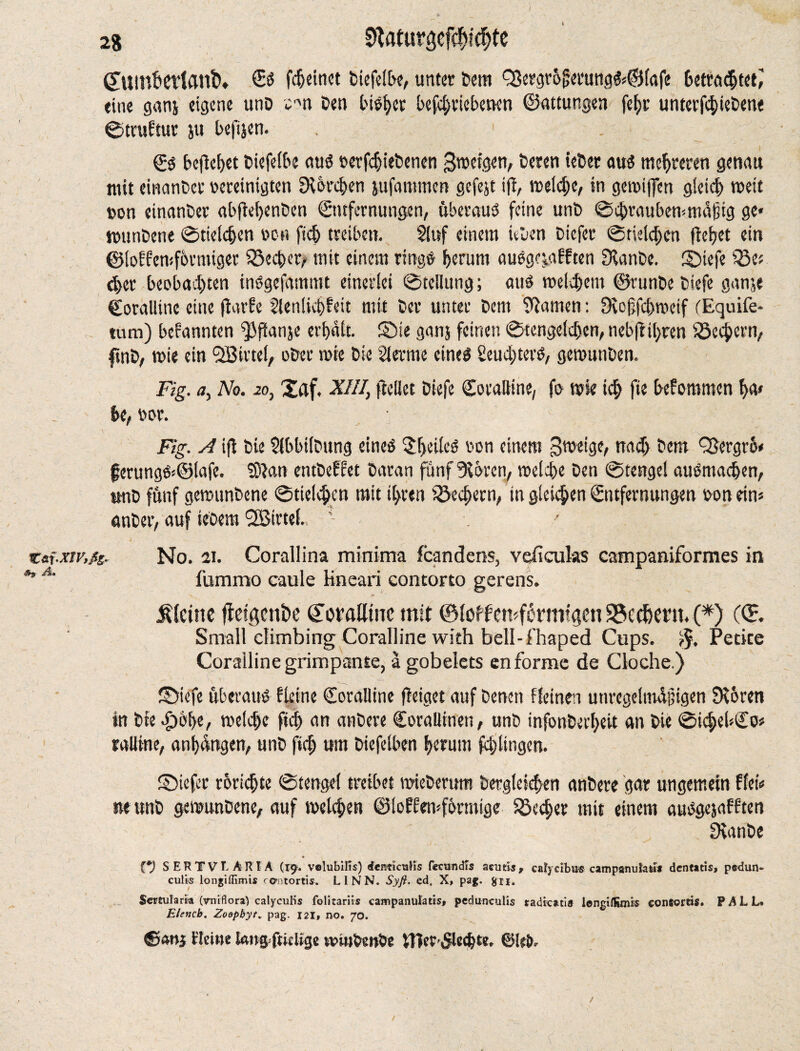 Es fcheinet biefelbe, unter Dem QSergrofiefung&©(afe Betrübtet; eine ganj eigene unD cmr Den bisher betriebenen ©attungen fef>r untergebene ©truftur ju befijen. . 1 Cs befielet biefelbe aus verriebenen Sweigen, Deren ieDet aus mehreren genau mit einanDer vereinigten ER br eben jufammen gefejt ifi, weldje, in gewiffen gleich weit von einanDer abjWjenDen Entfernungen, überaus feine unb 0cbraubewma|itg ge, wunbene 0tteld>en von fich treiben. $iuf einem ieben Dicfer 0tield)en (lebet ein ©loHewfbrmiger SSecber, mit einem ringe herum ausgeyifften ERanDe. ©iefe Q3e; <bet beobachten inSgcfammt einerlei 0tellung; aus welchem ©runbe biefe ganje Coralline eine jiarfe fienlichfeit mit Der unter Dem tarnen: ERofjfcbweif (Equife- tum) bekannten fjjfianje erhalt, ©ie ganj feinen 0tenge(chen, nebfiihren iöc^ern, fmb, wie ein l2ßirte(, ober wie Die Herme eines Leuchters, gewunben. Fig. <7, No. 20, Xaf. XIII, (Met Diefe Coralline, fo wie ich t bekommen ha» . ' be, vor. Fig. A ifi Die HbbilDung eines ^heiles von einem Steige, nach Dem QSergrb* ferungS«©lafe. SDian entbeffet Daran fünf Stören, welche Den 0tengel ausmachen, tmb fünf gewunbene 0tielchen mit ihren Bechern, in gieren Entfernungen von ein« anber, auf ieoem QBirtel. 1 / i . v,. - . ' , F . I i ' ta\.xtv,ßs~ No. 2i. Corallina minima feandens, vefieuks campaniformes in **A' fummo caule Kneari contorto gerens. *. * » Steine fteigcnfce ©uralltnc mit ©(off emfikmfcjen 23ecf)em (*) (<E Small climbing Coralline with bell-f'haped Cups. $. Petite Coralline grimpante, ä gobelets en forme de Cloche.) ©iefe überaus Heine Coralline jieiget auf Denen ffeinen unregelmdjjigen Stören in Die -£>öl>e, welche fich an anbere Corallinen, unb infonberheit an Die 0id;ebCo« rail ine, anhdngen, unD fich um Diefelben herum fdjtingen. ©iefet törichte 0tengel treibet wieberttm Dergleichen anbere gar ungemein ffei« ne unb gewunbene, auf welchen ©loffemförmige %kd)et mit einem auSgejaftten ERanbe (*) S ER T VT. ARIA (19. volubifis) rfenticulis fecundTs acuds , cafydbus campanulas* dentaris, pe-dun- culk longillimis rantortis. LI NN. Syß. cd. X, pag. gn. Scrtufark (vniflora) calyculis folitariis campanula ds, pedunculis tadicatis ionglflimis eonsords. PALL* Elencb. Zoopbyt„ pag. 121, no. 70. Heine lang fticUge u>w&enfce ®lrtr