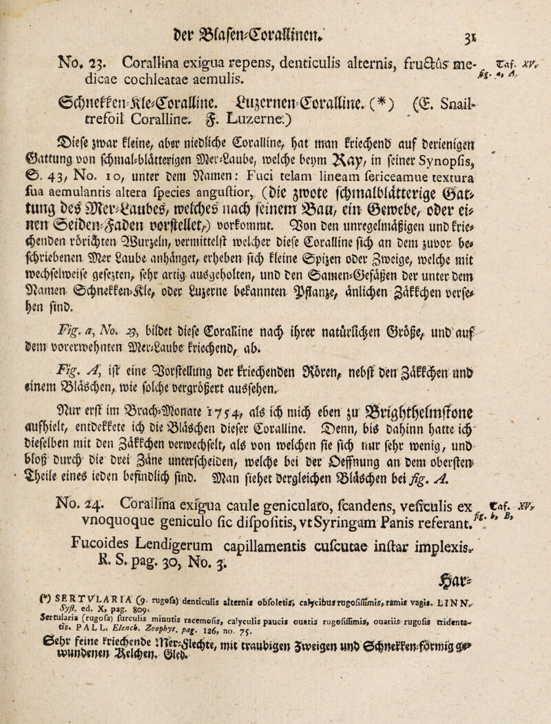 9 Der ^afemCorairwu* 3* No» 23. Corallim exigua repens, denticulis alternis, fruffus1 me- r«f. xv, dicae cochleatae aemulis. A’ 6d)neffcn ^(e^orattine. Piijcrneit=(£craß«te. (*) (©. Snail* trefoil Coralline. $. Luzerne:) ©iefe jwar fleine, aber nietlicbe Coralline, f>at man frieebent auf terienigeu ©attung uon fcbmabbldtterigen SlenSuube, reelle bepm ^ayf in feiner Synopfis, ©.43, No. io, unter teilt Flamen: Fnci telam lineam fericeamue textura fua aemulantis altera fpecies anguftior, (Nt gttOfe fl$malblattengC ©ats- tungjietf aftet^Paubes, twldjes nadj feinem S5a«, etn ©eroebe, ofcer ei* mn ©etöeiF^aben oerflcllct,-) »orfommt. Q3on &en unregelmdßigen untfrie* Renten rbrieten fSBurjein, oernrittelff weidicr tiefe Coralline fid) an Dem jtwor- be» fdjnebenen S^er gaube antjdnget, erbeben ft cf) fleine ©pijen ot>er Steige, welche mit weebfeiweife gefeiten, fe^r artig attSgebolten, unt ten ©araew@efdjjen Der unter tent Flamen ©ebneffemitie, ober gujerne befannten fpfanje, unlieben gafften terfe* heu fint. / Fig.a, No, 23, bittet tiefe CoraKine nach ihrer natürlichen ©rbfje, unt at# Sein twrecwebntem $Jcr<gaube frie-c|ent, ab» Fig. A\ iff eine 3J6rfMimg ter friedjenten EHoren, nebfl ten gdffcben unt einem fSidödjen,, wie foldje tergrößert auSfeben.- Slur erfi im ^racb^onate 17 *4, aU ich mich eben jtr SStigfytfjefmffotte aufbielt, entteffete id) Die löschen tiefer Coralline, ilbenn, bis tabinn batte ich ttefeiben mit ten gaffeben oerwecbfelt, a(S »on welchen jte ftdj nur febr wenig, unö bloß tu rob tie trei 3dne unterfcfieiten, welche bei ter Deffnung an Sem oberfien • ^beile eines ieten bejtntiicb fint. SJJan ficket tergleicben flaschen bei fig. A. No. 24. Coradina exigua caule genicnlato, feandens, veficulis ex t«f. m vnoquoque geniculo fic difpolitis,vtSyringam Panis referant/*' *’ B> Fucoides Lendigerum capillamentis cufcutae inftar implexis* R. S. pag. 30, No. 3. ^ &• rugofa) denticulis alternis obfoletts, cakcibusnigofiflimis,ramis vagi#» LIN Sy fl. ed. X, pag. 8094 5ertularia (rugofa) furculis minutis racemofis, calyculis paucis ouatis rugofiflimis» ouariis rugofis ttidenta« tis, PALL« EUnch. Zcophyt, pag. 126, no. 75. 6 wwtwenmit laubigen Zweigen unt ©ebneffenfonmg ge»