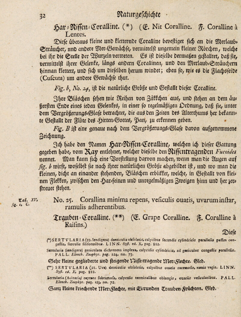 C«f. fit- (> c. 52 9Uttn*gef$tdjfe • ^>at'Riffen^Ot’allinc. (*) ((£, Nit Coralline. Coralline ä Lentes. ©tefe überaus fleine unD fletternDe Coralline beveptget fidj on Sie ©lerlaub» ©trduc&er, unD anDere 5pler*©ewdchfe, vermittclp ungemein f feiner Störchen, welche bei if;r bie Stelle Dev Sßurjeln vertreten. & ip Diefelbe Dermaßen gepalitet, Daß fie, vermitteip ihrer ©clenfe, langö anDern ©orallinett, unD Den 5)}erlaub>@trduchem binnatt Rettert, unD fiel) um Diefelben herum winDet; eben fo, trie eo Die glachsjeiDe (Cufcuta) urn anDcre ©ewdchfe tl)ut. Fig. by No. zf} ip Die natürliche ©rbße unD ©ePallt Diefer Coralline. 3^ce 5ötaöc^en fel>en wie 9teif)en von Sdftdjen atiO, unD peljen an Dem dm fjerpen CnDe eineO ieDen ©elenfeö, in einer fo regelmäßigen £>rDnung, Daß fie, unter Dem Qßergrbßerung&©Iafe betrachtet, Die auö Den feiten Deö Sllterthumö t^er befann* te ©epallt Der glbte Des «f)irtew©otteS, f))an> ju erfennen geben. Fig, B ip eine genaue nach Dem QßergroßerungS>©lafe Davon aufgenommene peießnung. 3<h habe Den tarnen J^aD^tffen^CDflßtnC/ welchen ich Diefer ©attung gegeben habe, vom Kay entlehnet, welcher Diefelbe Den SfrpcntvapenDeu Fucoidet nennet. SUan fann fiel; eine SßorpeDung Darvon machen, wenn man Die Singen auf fig. b wirft, wofelbp fie nach ihrer natürlichen ©röße abgebilDet tp, ttnD wo man Die Reinen, Dicht an einanDer peßenDen, QMdSchen erblifPet, welche, in ©epallt von flei* nen gleiten, jwifdjen Den ^)ar>feinen unD unregelmäßigen Zweigen hinn unD l;er jer# preuet pel;en. xv, No. 25. Corallina minima repens, veficulis ouatis, uvaruminftar, ramulis adherentibus. XvpXlheit^OPalltnC. (**). (Or. Grape Coralline, g. Coralline a Kaifins.) ©tefe f*)SERTVLARI A (22. lendigera) denticulis obfoletis, calycibus fecundis cyiindricis paralleüs palfim con» geftis, furculis filiformibu*. L INN. Syß. cd. X, pag. 812. Sertularia (lendigera) geniculata dichotoma implexa, calyculis cyiindricis, ad goniculos congcftis parallels. PALL. Elencb. Zoophyt. pag. 124, no. 73* 0cf>i* Heine gegliederte unt> fteigenbe V7ifTe;tragen&e tHer;5lecf)te. ©lefc* SERT VLARIA (21. Uva) denticulis obfoletis, calycibus ouatis racemofis, rarais vagis. LINN. Syß. cd. X> pag. 812. Sertularia (Acinari%) r«pt»ns fubramofa, calyculis terminalibus oblongis, ouariis veficuiaribus. PALL. Elcnch. Zoophyt. pag. 123, no. 72. ®an; Heine irmdjenbe mit ffrvnnben Cvauben 5rö<fytetn