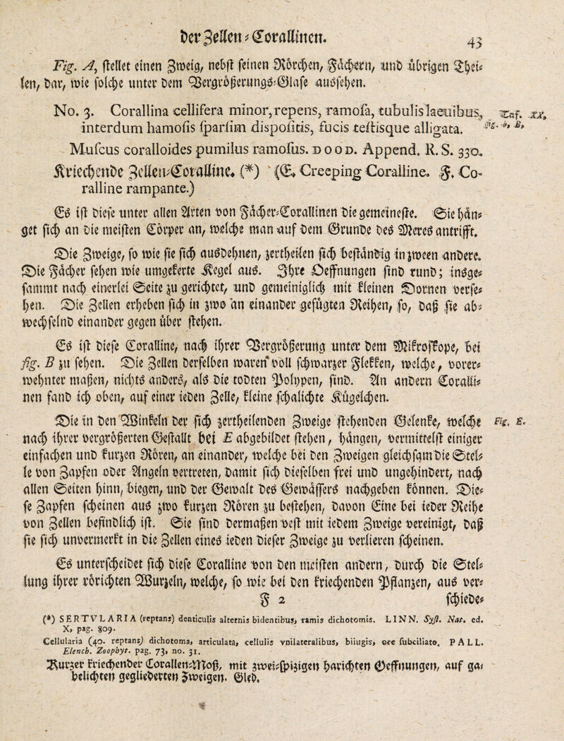 Fig. A, (teil« einen gtveig, nebfl feinen Störchen, $dd>ern, wnb übrigen $bd* fen, Dar, rote fo(ct)e unter bent Q3ergrö|ietiing8:©lafe auofeben. No. 3. Corallina celljfera minor, repens, ramofa, tubulisiaeuibns, jr«f. xx. interdum hamofis Iparlim dispolitis, fucis tertisque alligata. m''h £r Mufcus coralloides pumilus ramofus. dood. Append. R.S. 330. $riedjent>e S^Cn^OtflUine« (*) (CB* Creeping Coralline. $, Co¬ ralline rampante.) €8 iff biefe unter alien Krten 8on §acfier-€oral!tnen bie gcmeine|}e. ©ie [>drts get ftcb an bie tneiflen Cörper an, weiche man auf bent ©runbe be8 SJiereö antrifft. ©ie gtveige, fo trie fte ftcb au8be()tien, jertbeilen fief) Befianbig tnjween anbere. ©ie 3dd)et fei>en trie umgeferte JBegel au8. 3b« Oeffnungen finb tunb; in8ge« famrnt nach einerlei ©eite ju gerichtet, unb gemetnigiid) mit Keinen ©ornen verfe« ben. ©ie gellen erbeben fict> in jtve an einanber gefugten Sleiben, fo, baft fte ab* mcbfeinb einanber gegen über (Beben. €8 id biefe Coralline, nach ihrer QSergro§erung unter bem Sßifroffope, Bet fig. B }tt feben. ©ie gellen Derfeiben ivaren* roll fcbtvarjer gieren, tvekbe, vorer« tv el) nter ntajjen, nid)t8 anberd, al8 bie tobten fjjoippen, finb. Kn anbern Coralii* nen fanb ich oben, auf einer leben gelle, Keine (d)a!id)te Äügeid;en. ©ie in ben 3BinMn ber ftcb jertbeiienben gtveige ddKnöen ©elenfe, meid)« je. nach ihrer vergrößerten ©edailt bet £ abgebilbet ftel>en, bangen, vermitteift einiger einfachen unb f urjen Stören, an einanber, tveld>c bei ben gtvetgen gletcbfgmbie ©tel? le von gapfen ober Kugeln vertreten, Damit ftd) DtefeiBen frei unb ungebinbert, nach allen ©eiten bitin, Biegen, unb ber ©eivait be8 ©eioafferd naebgeben Bonnen, ©ie« fe gapfen febeinen au8 jtvo Kirnen Stören ju befteben, bacon Cine Bei ieber Sieibe von gellen Befinbticb ift. ©ie finb Dermaßen oefl mit tebem gtveige vereinigt, baß fte ftd) unoermerK in bie gellen eine8 leben biefer gtveige }u verlieren febeinen. €8 unterfebeibet ficb biefe Coralline von ben meiden anbern, Durch Die ©teb lung ihrer rorkbten ^Burjein, tveld;e, fo tote Bei ben fried;cnDen Spanien, au8 »er< % 2 febiebe« TT t ; - ' ' ■ ‘ X \ (*) SERTVLARIÄ (reptans) denticulis alternis bidentibusj iramis dichotemis. LINN. Syß. Nat. ed. X, pag. 809. Cellularia (40. reptans) dichotoma, articulata, ceüulis vnilateralibus> biiugis, ©*e fubciliato, PALL. Elencb. Zeopbyt. pag. 73, no. 31. IRutjer FriecbenBer (lörallemVTTog, mit jwesjfpijigen f>avi<d)ten <J)efFnungen, auf ga< Beliebten geglieberten Jtoctgcij. ©leb.