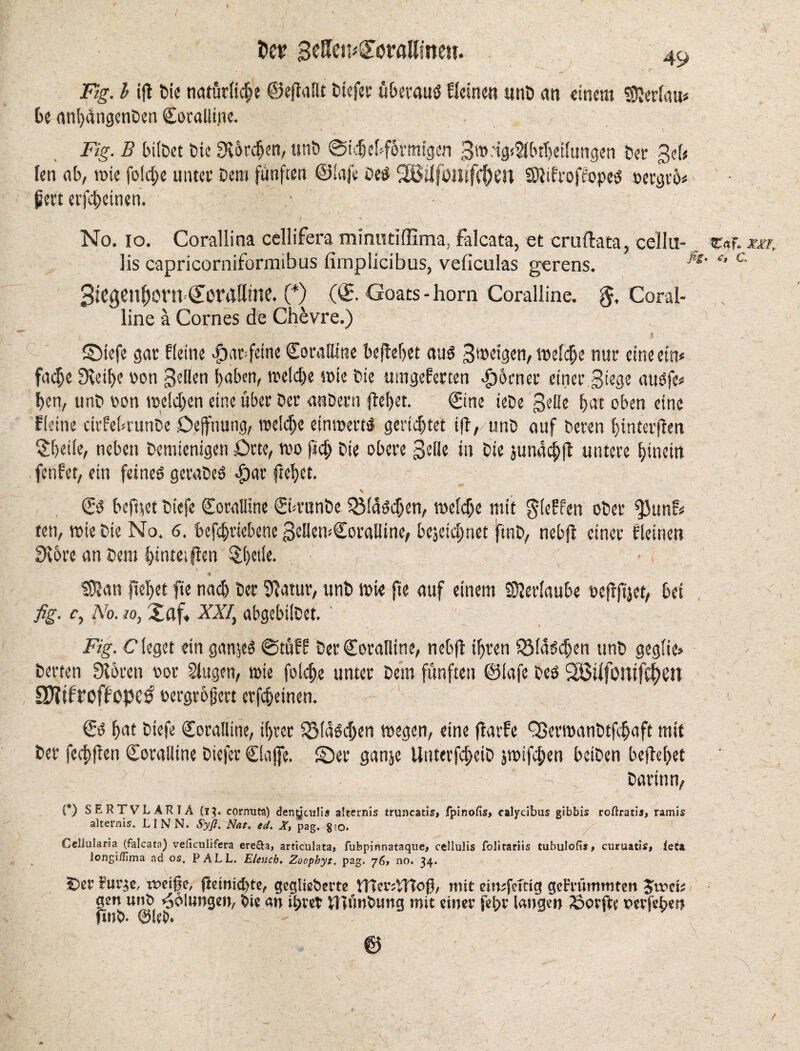 Fig. I ijl tie natürliche ©ejlaßt tiefer überaus Heine« «nt an einem Merlau* be anhdngenten Coralline. Fig. B biltet tie horchen, «nt ©ichebfhrmigen 3a>'ig*$lbtT)eilungen ter 3d* (en ab, tote folche unter Dem fünften ©lafe teS 9Btifontfrt)en SUdroffopeS »ergro* pert erfcheinen. No. io. Corallina cellifera mimuiffima, falcata, et cruftata, eellu- traf, xxr, lis capricorniformibus fimplicibus, veficulas gerens. ‘‘ c BiegenhOWScrattine. (*) (<E Goats - horn Coralline. Coral¬ line a Cornes de Chevre.) ©iefe gar Heine $at;feine Coralline befteljet aus Steigen, welche nur eine ein* fache Dceihe oon 3<dbn haben, welche wie tie umgeHrten Corner einer 3iege auSfe* hen, unt oon welchen eine über ter antern flehet. ; Cine iete geüe hat oben eine Heine cirfebrunte Dejfnung, welche ein wertS gerid)tet ift, unt auf teren hinterflen $heile, neben temienigen Drte, wo ftd; tie obere Sofie in tie jundchft untere hinein fetifet, ein feines gorateS «f)ar fronet. Cs beftwt tiefe Coralline Ciwunte QMaSd)en, welche mit gleffen oter ^3unH ten, wie tie No. 6. betriebene 3eIlen«Coralline, bejeidmet jftnh, nebjl einer Heinert 31ore an tem hintetflen §()etie. 0?an flehet fie nach ter $atur, unt wie fte auf einem SJerlaube »eflftjet, bei fig. c, No. io, Xflf* XXI, abgebiitet. ‘ Fig. C leget ein ganzes €5tuH ter Coralline, nebfl ihren Göldschen unt geglie» teufen DIoren oor Singen, wie folche unter tem fünften ©lafe tes 2ÖUfomfd?ett SWifroffope^ oergrojjert erlernen. < Cs hat tiefe Coralline, ihrer QMdSdjen wegen, eine ftarfe Sßerwanttfdjaft mit ter fcdjflen Coralline tiefer Ciajfe. ©er ganje Unterfcheit jwifd;en betten beflehet tarinn, (*) SERTVLARIA (13. corrmta) denytuli« alternis truncatis, fpinofis, calycibus gibbis roftratis, ramis alternis. LI NN. Syß. Nat. ed. X, pag. gto. Celiularia (falcata) veliculifera ere&a, articulata, fubpinnataque, cellulis folitariis tubulofls, curuatis, leta longiflima ad os. PALL. Elencb. Zoophyt. pag. 76» no. 34. £>er Siu’je, t»eifje, fleinicbte, geglie&ecte UTei'^Ttof), mit eimfcTtig gekrümmten Jtpci* gen mW Polungen, tie an ihrer WüiWung mit einer feljr langen iÖorfte ptrfehen RiW. ©lei). ©