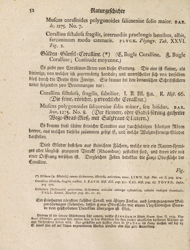 s2 Üßaturgefcbtcbte Mufcus coralloides polygonoides falicorniae folio maior. bah. Ic. 1275. No. 7. F Corallina fiftulola fragilis, interned iis praelongis laeuibus, albis, farciminum modo eatenatis. hvck. Phyton. Tab. XXVI. v Fig. 1. ©uften: ©vtnfef*CßraHtne. (*) (©, Bugle Coralline, ft. Bugle Coralline j Coafoude moyenne.) ©3 gicbt jtoo CoralihiemSIvten son biefet ©cmung. ©ieeinctfl Heiner, aid bteientgc, non twldjct’ id) gegenwärtig. fyanbelej tmD unterfcf>eiDet fic|> ocn Decfelben bSof; bind) tie iSreite ifyrer 3h>cige. 0ie fomttit bet Den botanifeiien ©c^riftflellern unter foigenben jroo QSenennungen oor: . Corallina fifEulofa, fragilis, fubtilior. I. B. III. gn. R. Hiß. 66. CDic feine, rortebre, jcrbrecblicbe (Xoraßme.) Milieus polygonoides falicorniae folio minor, feu bifidus. bar. iro».,i275. No. g. (2)er feinere, ober ©abt Pfennig geitjeilre 3Beg.esmit ©al^raub^Iitrern.) ' . ) . . . F ' - ' _ - '. Cd bömmt Diefe febötte ßeimdjte Coralline aud ^tucc&ftdjtrgen fautigen Stören §mor, aus trseldjeu Diefeibe jufammen gefejt if?,. iinb n>eld)e (JBaijemformtge ©lieber DarßeHen.. CDteje ©[«Der befielen and ffeinicf)tetr $«cf)em, trelcfe trie ein Siautemf§niib ged ober (angiid) gejogened QSieretf (Rhombus) geffalltet fine, unD Deren iebe mit einer Defining eerfeljen iff. . ^Dergleichen Sellen bebeffen Die ganje £>betßäcf)e Der Coralline. Fig. (*) Efchara- (t. fiflulbfa) ratnea» drcBrotoniay ftfful’o-fa* articulafa, teres. LI NN. Syft. Nat. ed.X, pag. go*. Corallina nflulofa, fragilis cradior, I. B A V H. Hi ft. UL pag. gjj. R A I. Hiß. pag. 6*. TO V R N. ln Hit. Pag 570. Cellularia (Saifcornia) genicnlara, dichotoma> articulis oblongo cylindricis, celiulis vndique rhombaeis. PALL. Elench. Zoophyp. pag. 61> no, 21. Hin fteinbamr roric&ter falser CoraH> mit apioten JinFen, unb Iaiig;ge$ogenett\t>al; jemforangm ®dm£m, beffen gan;e ©berftöcmit einem, ©erne- ber>on gehobenen‘DieretTen überzogen ifi. ©leD*. fylmm i&W feinere 21banümutg fefer nentetm treibe ßt n n a ti s in feiner Fauna Suec. II. 2234. Flu- /^evv1!??rm ^erntet tär- n?ooen man in ben ©cbrfftm Der furj rorkr anaefurten berumten farmer tU mmf fmbert rotrb. £>er gefdjtfrte unb ffeifffoe. Jo err D. p <* fu.0, tm $aaqr machet/ auf Der 63 fe. fernem bier afft mir Lilien migemenireten SSer&& Member eine feör gute Sfnmerfung.