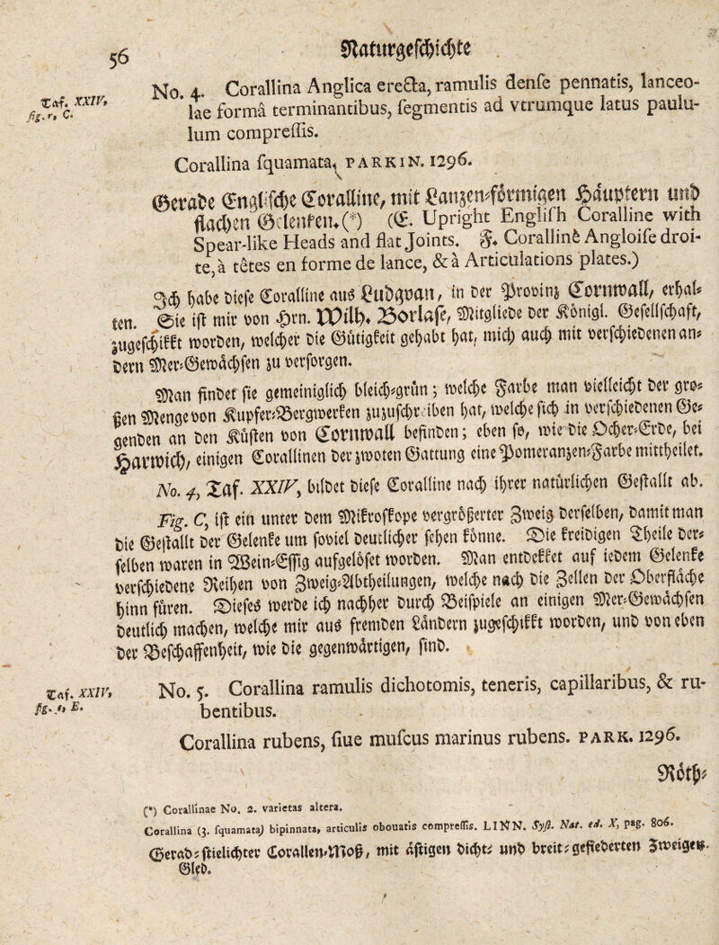 Sftaturgefd>!d)te c«f. xxiv, fiS.r, C. 'C J No 4 Corallina Anglica ere&a, ramulis denfe pennatis, lanceo- ’ lie forma terminantibus, fegmentis ad vtrumque latus paulu- lum compreffis. Corallina fquamata, parkin. 1296. ©ctfl^e <£nql:fd)e Coralline, mit fiansemfermisert Häuptern tirij fiacben ©clenfeiuO (C. Upright Engl.fh Coralline with Spear-like Heads and flat Joints. & Corallmfe Angloife droi* te ä tetes en forme de lance, &a Articulations plates.) ovCf> tiefe Coralline aud Clfoqoan, in Der $rooin& Cornwall, erhal» ten 0ie ift mir von £rn. 2$Orlafe, SMglieDe Der Ä&nigl. ©efellfc^afo iu9ef|ifft worben, melier Die ©ütigfeit gehabt $at, mid; auch mtt oerfd)ieDenen an» Pern $ler>®ewa#n ju verforgen. gjlan finDet fie gemeiniglich bletch»grun; welche $arf>e man vielleicht Der gro» fien Stenge non $upfer»$8ergwecEen jujufchr’iben 1) 01, welche fid) in verlchiebenen ©e» aenDen an Den tuflen non CowwaE befinDen; eben fe, wie Die DdjerCrDe, bet XfltWiC&/ einigen Corallinen Perjwoten©attung eine^omeranjemgarbemittbetlet. No. 4, Xaf. XXIV^ bilDet Diefe Coralline nach ihrer natürlichen ©eflallt ab. Fig. C. if! ein unter Dem ©liftoff ope vergrößerter gtoeig Derfelben, Damit man Pie ©ejlallt b’er ©elenfe um foviel Deutlicher feßen fonne. ©ie freiDtgen ?f)eile Der» felben waren in SSetwSfitg aufgelofet worben. ©lan entDeEEet auf ieDem ©elenfe uerfcbieDene Steiften von gweig^btheilungen, welche nach Die Bellen Der Oberfläche hinn füren. ©iefeö werbe ich nachher Durch Sbeifptele an einigen ©ler»©ewad)fen Peutlid) machen, welche mir au$ fremDen SanDern jugefchtfft worben, unP von eben Per iMd)ajfenbett, wie Die gegenwärtigen, ftnD. C«f. XXIV, No. 5. Corallina ramulis dichotomis, teneris, capillaribus, & ru- bentibus. Corallina rubens, flue mufeus marinus rubens. park. 1295. (*) Conllinae No. 2. varietas altera. Corallina (3. fquamataj bipinnata, articulis obouatis compreffis. LI NN. Syfl. Nit. td. X, pag. 8ofi. ffierrtbsftieltchtev <£ov«llen«mog, mit «fügen bid)t; utW breit; gefieberten 3weige*.