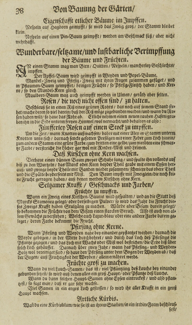 3« 5)0it 33aumtg fcw (Bürten/ Cngcitfcliafft etIicF)Ci* Saume imjmpffe«. tftefpeltt auf JDagborn öeimpfTt/ fo wirb Dadgweig grog/ Der ©lamm bleibet J Ic *J| * gfcfpeln auf einen’Pin.SSaum geimpfft/ »etben am<äefct>mact füg/ aber nidjf wet)i'bafft. 5Buntwl>arc/felpame/unt> luft6arltc|e $erimpffung tcr 2$dutnc wnt» gntetten. ■7J einen @tamm mag man iöivn/ Quitten /Sftefpetn/mancfjerlepöefd/Iec&tg/ impffen. _ , S)et5lpjfel*Q3aum wirb geimpfft inSBepben unb$opebQ3aume. SflanDel* gweig unb $firftg* 3weig mit ihren 2lugen jufammen gefüget/ unb in Pflaumen» Q3aum geimpffet/ bringen grüßte / fo^jirfjgjgleifß haben / unb 5?er# ne / fo ben C9lanDel*£ern gleich. , CWaulbeer»Q$aum mag auch geimpfft werben in Ultnen/ gerafh aber feiten» «Hofen / He noclj nicht offen ftnO / jn halten. QSefßleug fie in einen Ovig eitlem grünen IKoi>rö / bas nod) auf feinem ©tanb fle# het/mache Deren fo oiel barein/Dag ber Dvtg möge |ugebunben werben/unb wann bu dio» fen haben wilt/ fo haue bdd Olohr ab. Etliche nehmen einen neuen rauhen #afen/gra* ben ihn in bie (£rbe unterm frepen Fimmel/wol permad)t/unb behalten cd alfo: gunffcr(et) «Hofen auf einen ©toef jit impffen. Um bie 3ett / wann $notten aug waßfen/ bohre mit einer $len m ©ramm unterm ^notten untetfiß/ Darnaßfentfegefotten^refilgenmiteiner geber$um£oß hinein/ jum anDern ©tamm eine grüne garbe/jurn Dritten eine gelbe/jum oierbteneine fßwar# legarbe/ perftreidje bie Locher garwolmitDvinber*$)lifl unb keimen. Äirfcfjcn ctjue Äcnt wacljfem Verhaue einen bannen Q5aumsweper@chuhe lang / unb fpalte ihn Pollenbd auf big ju DenSßurheln/ DadSttartf Obergern bepDetSßdl grabe mit einem (Spfenber* unb bie ©palte bepberfeitd mit?0?ift. 2)en £5aum impfe mit 3weiglein/bie noch Iw ne grüßt getragen haben / aug benen werben ^irfßen ohnedem. ©dgarner ftrafft / ©cfdmtack nnt> Sarfcu/ grüd)te ju impffen. 2Bann etngweig etneö 5tirfßemQ$aumd wirbgefpalten/ unb an bie (Statt Deg SDlartfd ©camonea gelegt/ ober berfelbigen ^ulper/ fo wirb Dad 3ahr bie grüßt bie# fedBweigd^rafft haben ©tulgüng ju mad)en. SEBürbe aberSSifam barein gelegt/ fo beFommen bie grüßte pon bem Q5ifam einen flartf en ©erud/. 5llfo ift auch pon al* lern @e waßd ju perflehen; 2Belße aud) Sajurßlau/ ober eine anbere garbe barein ge# leget/ Deren garbe befommt Die grüßt. tpfirfma offttc Äeine. SBDann ^ftrftng unbflBepDen nahe bepeinanber gepflanzt werben / barnaßbie SBepbe gebogen / in ber Witte butdßobtet/ unb burdj bad £oß Deg $ftrftngd bie *}3fian$e gezogen / unb Dad £od) mit SBaßd ober Wifi wol beflrißen/ Die (£rbe big über fold)£od; gehauffet. Parnaß über $wep3abr/ wann bad<J3grftng* unb^Bepben* #olh mol oereiniget finb / fo haue ben ^grfing unter bem 35ogen ber £Bepben ab / bag ber SSogen/ aug geud)tigfeit Der SBepben / allein ernähret werbe* grucke svof? ju machen* ... ^Baun bu Ptel£aud>©amen/ Dad ifl/ piel/)3gän^ling beg£außdbepeifidflbet gebunben fe^efl/ fo wirb aug benen allen ein grog t&aupt/ ober flanke Deg Saußd. SS3ann bu bann folßett#aupt*©amen ohne ^pfen eintrucfejl / unbalföpftort# §efl / fo fagt man / bag er gar fef>r wad)fe> Q3iel©amen in ein enged £oß gefloffen/ fo wirb ßt aller Srafft in ein grog 43aupt waßfen* Olrtlicpc ÄftrbtS. fjßan £m eine ÄüvbiPbium/roie fte ifl an ibtem<0t«men/in ein itibinegovm befcftleuf» feit/