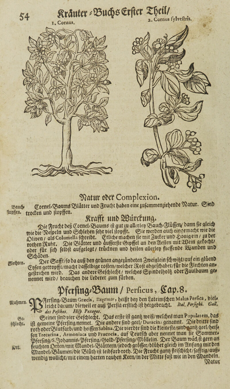 $4 Käufer ^uch$£rfw £P/ l, Cornui* * J tftatUt Ot>Ct Complexion. ®am^ d6tm!<$Baum$ glättet unb 3cucl)t fcaben eine jufnmmeniieljenbe ^atuc. ©mt> Üepfftn- ttccten unD Itopffen. • _ , , traft tml> ÖBurcfuits» ©ie ßrucbt 1x6 €ötnel>®aum$ ift gut ju allerlei) $3aucfj*5töffetV bänn fte gleicfe »telne -ftefpeln unD ©chlehen fel?r Diel flopfft. ©se werben auch eingemacht wie Dte Dlwen / ald Columella febceibt. Etliche machen fle mit Sncfer unD innigem / ju bet totben Dlubr. ©ie glätter unb äufierfte ©ipjfel an Den 2!e|fen mit 2Beirt gerocht/ ober für fleh felbtf aufgelegt / trütfnen unb heilen aüerlep flieffenbe gfcunben unD Schaben- &a aug &en ^nert angejünbefen 3^eigiein f$wi|t/auf etn glüenb * (?»fen aetfopfft/macht baflfelbtge ro|ten/melcher Dvojl abgefchabet/fur bie flechten am aeftrichen wirb. ©ad anbere ©efcblecbt / welched ©pinbelholl ober Saulbaum ge# nennet wirb/ brauchen bie Oberer jum färben. $ta|jtwn- <Pf«tfmg*Q3aum / Feirficus, £öp.8 ri/V^etfing^aum GrzcU’» n^&mv, heigt bep ben £afeimfeben Malus Perfica, btel* *15 leimt Datum/ Dieweil er aug ^erfta erfilich i(t hergebracht» Ita^ Ga^ rV^> des Pefches. fflfp Pexegos. . ^ • @e, ©einer finbwer öefcblecpt ©ad ertfe !ftganfc weig/welc&edman Popufaiem,bad Cc&Ucbu ift gemeine iferftng nennet, ©ie anbere finb geel/Duracina genannt. ©ie Dritte jmp roth ober93lutfarb/unb heifien5äbina*©ie üierbte (inb Die f leirtefte/:uni>$anh geel/beif» fenTrecacin*, Armoniaca unb Prsecocia, auf ^eutfeb aber nennet man Ttc ©ommer# iferfing/s*3ohanntd*^ferfmg/^olb^ferfing/^ollelin. ©er 53aum wad/fl gern an mi feud)ten Örten/mit ?WanDebQMattertt/iebocb groffer/blühet gleich im Anfang mit bet* TOonDeMBdumen/bfe »lütbitf leibfarbroth- £ie Srucht gang jleifcbid)t/fnfftig/aug* wenbig wollicbt/mit einem harten rauhen $etn/in her $?itte faft wie in ben $fanbein.