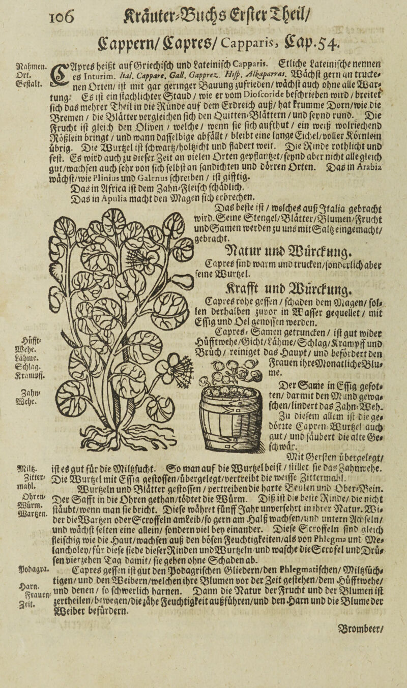 io6 ßrdufer*33ttc§0 €rflrr fföppmi/ff Ciptt0/Capparis, ffap.54. Stftstnen. -Dxt. ®c|talf. 2(prcö bei§t auf<&viecbifcb unD £ateinifcb Capparis. etliche ^atetnifc&c nennen & Inturim. Ital. Cappare. Gail. Gapprez. Htjp. Mkaparras. ^ßdcbft gern.QU tl’UCfe# nen Orten/ ift mit gar gertnger Hauung jufrieDcn/n>dd>R oud> ohne aüe SBöar^ tung: (£0 tfi ein ftacblicbtet @taut> / wie er uom Diofcoride befct>rteben wtrD / breitet ftcb Daö mebrer Sbeil in Die 0\ünDe auf Dem CrDreid) au£/ bat Frunutie £)orn/wie Die Bremen / Die glätter Dergleichen fiel) Den Ouitten>Q$ldttern / unD fepnD runD. £)ie $rud)t ift gleich Den Olit>en / welche / wenn fie fichauftbut/ ein »ctg wolriechenD DvoßUin bringt / unD wann Daffelbige abfdüt / bleibt eine lange ©chel/oöüer Hörnlein übrig. £>ie QÜßur^el ift fcbwar£/bolh«cbt unD ffaDert weif. £>ieSXmDe rotbtitfet unD feft. C0 wirD auch $u Diefer Seit an Dielen Orten gepflanfcet/fepnb aber nicht aüegletch gut/wachfen auch febr Don fich felbft an fanDichten unD Dorren Orten. SDae in Arabia wdchft/wie Plinius unD Galenus febreiben / iftcgifttig. in 2lfrtca ift Dem Sabmgletfd} fcbaplich- 5)aö in Apuüa macht Den Sölagen jich erbrechen. SDatf be|le tft / welchem auf?3f affo gebracht wirb.©eme @tengel/QMdtter/Q3lumen/grud)t unD0amen werben $u ums mit©«! £ eingemacht/ gebracht. Cftatui' u«t> 2B«r(f hiiq. Capree fmb wann unD trucfen/jonberltch aber feine äßurhel. ^ Ärafft unt> 2ß«rcfung. tlapretf rohe geften / fd)aDen Dem Ziagen/ fof# len Derbalben juoor in sa?aflTec gequeüet/ mit Cfftg unD Oel genoften werDcn. Capretf* ©amen gefruncten / ift gut wi'Der ^)ufftwehe/©icht/^dbme/@chlag/Äranip|funD Ö3rücb/ reiniget Da0#aupf/unD befdrbertDcti ,<y grauen ibre$Jonatlic&eQ$lu# me. 3>r©ame inCfftg gefot# fen/ Darum Den W anD gewa# fcben/ltnDertDa$3abn<2Beb- Su Diefem allem ift Die ge# Dorne Capremsfißurßel auch gut / unDfdubert Die alte ©e# fchwdr. 9J?t't@erf!en übergelegf/ ifb eö gut für Die SDWfcfuc&t ©o man auf Die SBßur^cl beift /ütllcc fie Das gabn webe. 2>ie S33ur|d mit Cftia geftoften/ubergelegt/uertreibt Die weifte gittermabl. ^But^elnunDOVldtter geftoften/vertreiben Die barte beulen unD Obergern. fDet ©afft in Die Obren getban/toDtet Die SBurm. £>$ ift Die bette DvinDe/ Die nicht «warben ftaubt/wenn man fie bricht SDiefe wdbretfünffSabtunverfebU in ihrer $?atur.2Bi* * ' Der Die^Barfcen ober©croffeln amf?eib/fo gern am #alft waebfen/unb untern SUrfeln/ unD wdd)ft feiten eine allein/ fonDernmel bet) einanDer. &iefe ©croffeln ftnD gleich f eifchig wie Die ^aut/waebfen au§ Den bofen geucbtigFeiten/aie von Phlegma unt £D?e# iand)olet)/für Dicfe fi'ebe Diefer^inDen unD^BurhelnrnnD wafcht Die©crcfel unD£)ru* fen Pie** jeben $ag Damit/ fie geben ohne ©ebaben ab. fPobcisva. Capretf geffen ift gut Den Q)obagrifcben @lieDern/Den Phlcgmatifchen/ fü?i^füch# tigen/ unD Den ^Betbern/welcbenihre Blumen t>or Der 3^it geftehen/Dem #üfftwebe/ dauern unö öencn' frhwerlid) harnen. fDann Die fftatur Der Frucht unD Der Blumen ift jertheilen/bcwegen/DieidbegeuchfigF^itauifuhren/unt) Den^arnunDDie^lumeDec fgßeiber befurDern. 5Öel)f- ßal)rae. Schlag. tompft* 3ahn* SBcbc. Sitter# maf)l. iObrcm Söurm. 5Stomb«ew