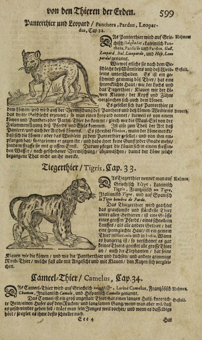 oon beit brr €tbe»* ^antmljier »nt £eopart / Patuhera »Pardus, Leopar- du$,g:ap 3Z* 9}anfertf)ier wirb auf @rie? ^aprncub chifch »Pateinifch Pan- thera, Pardaß* unh Pa?dus. Leopard, hat. Ltonpardo, unh Htfp, Leon /wr</4/genannt. Sßiewol etliche fie nach hem @e* fehlest hegE&dnnleinö unh he§2£eib# (SeffaU. leimt unterfcheihen $6 iß ein ge* fchwinh grimmig bog ^bw hat eine fprentflicbte^autme DerPucN unh haö^iegerthier/ flauen wie her Po# wen flauen / her 5?cpff unh 3dbne •Dergleichen (ich auch hem Powen. ---gefeüet (ich Das ^antertbier $u rem Powen/ unh wt>h aug her Q^rmifchung heg Q3antherö unh heb PowemSBeibleiml geepart» ha^ Dritte ©efcMecbt erzeuget/ fo man einen Peoparh nennet / hieweil etf oon einem Powen unh ‘Panther? oher Partei* $bier berfommt / gleich wie hie S0?aul?€fel non her Sufammenfugung heg ß>ferh$ unhijfete fommen. 30 alfo jum ^heil her 5lrt heg $)anfere7unh auch her 2lrt heb Powentf. (get fchreibet Pliniu*, wann her Powemereft/ fcag ßcb hie P5win / oher had SOBeiblein ju hem ^anterfhier gefeüet / unh oon ihm em# Prangen hat/ foergrimme er gegen ihr / unh habe ihrer feine ©unß (oher ©nahe mehr/ fonhern Oraffe fie mit großem £rnß. 5Darum pfleget hie Pöwin (ich in einem fließen# fcenSöaßcc/ nach gefchehener QSermifc&ung/ abjuwafeben/ Damit her P6we |ol«he begangene $hat nicht an ihr merefe. £irgmbwr / Tigm, ffap. 3 3* k^^iegerthiernennetmanauf Mtw»/ ©riechifch T‘>^r > Pafeinifch v Tigr*s * Sranfcoßfch ** Ttgn% 3falianifch7%^, unh auf@pamfch la Tigie bembra de Pardo, 2)ad ^hiegerthier wirh geachtet bad graufamße unD ßarefeße $biec unter allen ©etbieren / iß eine ©? oße eineö großen Dferbd / eine* fchneüern Paufied / ald alle anhere ©etbiet / hat eine fprenglecbte £auf/ iß ein gemein $hier inHircania unh in india.^Bann te hungerig iß / fo oerfchonet ed gar feined^bierd/greißet alle größeres an / auch hie ^lephanten / hat feine flauen wie hie Powen / unh wie hie <JJantbertbier unh Puchfen/ unh anhere grimmige Dcaub^bi«/ welche faß alle mit Slngeßcht unh mitÄlauen/ DentfafcenßcbPerglei# eben. fit/ Camelus, fe’ap.34* ^ld Cattieel»^hier wirh auf©rieebifeb > Larine Camelu*, $rdtt$Jftfcb Mttu#. ebameu, 3talianifct) Camelo, unh ^)ifpariifch Camrfto genannt* Shaö^ameei iß ein groß ungeßalt^hier/hat einen langen £alg/fnor»*ecb’ ®mu tc 3$ein/einen #ofer auf DemDfucfen/ unh langfatnen ©ang/wenn man aber mil/haß ed gefdjwinher gehen foü / trägt man fein 3unge$ weitporber/ unh wenn ett hafielbige hört / go eplet etf ihme heßo Schneller nach. See 4 £at