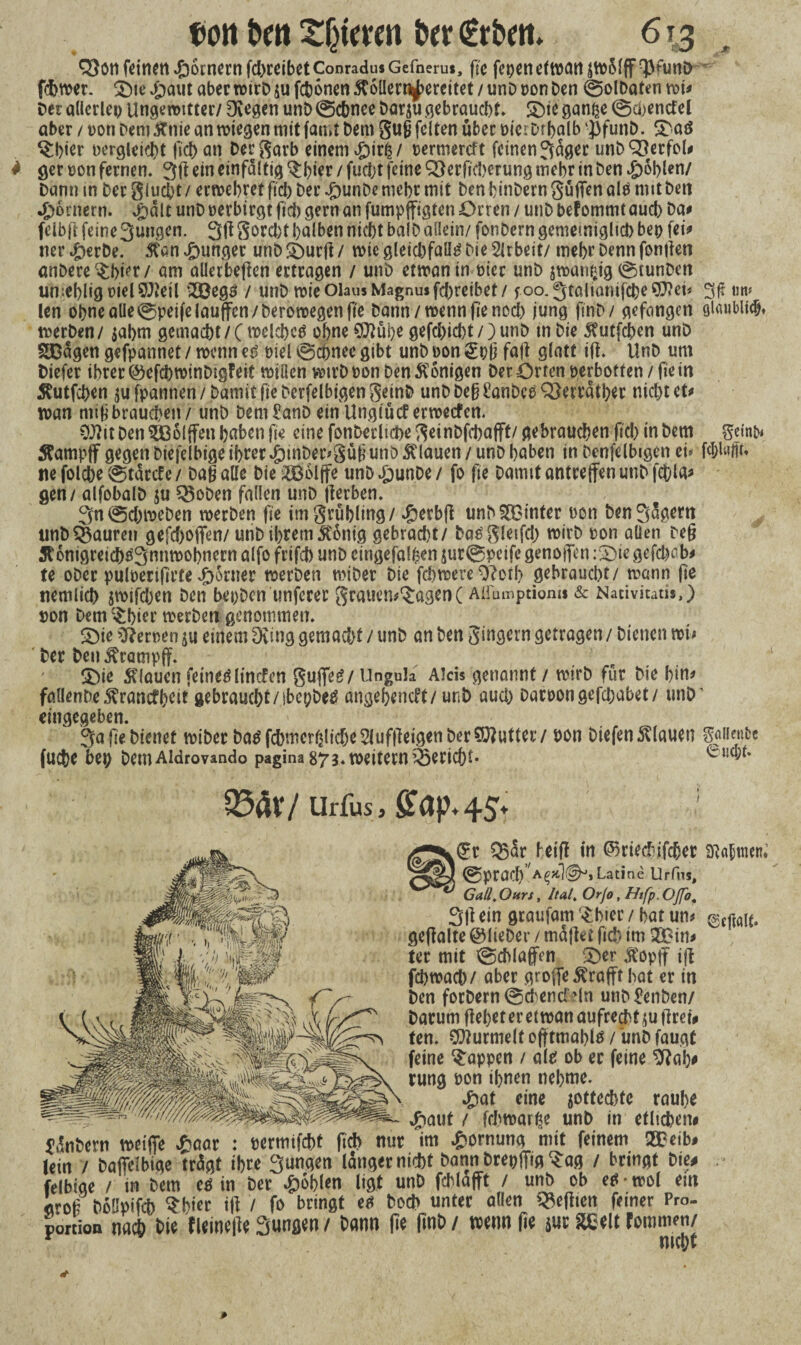 fxnt twt £(jimn ber €rbeit* 613^ Q5on feinen ,ß6cnernfd)teibetConradusGefneru«, fie fcpcnefttxJtt jtvMff T3fimD fcbtver. $)ie £aut aber tvirD su fcbonen Mern^ercitet / unD von Den ©olDaten tvi# Der a(ierlet) Ungeroitter/ Dreien unD ©cbnee Darju qebraucbt* £)ie ganije ©coentfel aber / von Dem Änie an mieten nitt famt Dem gufi feiten über vicrDrbalb J3funD. iTaö $bkr vergießt fidt> an Der f?arb einem $irß / vermereft feinen 3üger unDQSerfol# ger von fernen. 3k ein einfältig ^bter / fuct>t feine ^erfidjerung tnebr in Den Noblen/ Dann in Der glucbt / ertvebret ftd) Der $unDe mehr mit Den binDern güiTen alv mit Den •Römern. £alt unD verbirgt (id) gern an fumpffigten Orren / unD bef ommt aueb Da# feibfl feine 3ungen. 3fi SorcDt halben nicht balD allein/ fonDern gememigltd) bei) fei# ner .fterDe. &an junger unD £)urk / tvie gleid)falli* Die Arbeit/ mebr Denn fonifen anDere^bter/ am aUerbejlen ertragen / unD ettvanin vier unD ätvat^ig @tunDeit un;eblig vielSWeil *2öegs / unD tvieOlaus Magnus fdjreibet/ foo.gtßlianifcbeWet* tim len ohne alle 0peifelauffen/Derotvegenfi'e Dann / wenn fie ned) jung finD/ gefangen giaublicb» tverDen/ $abm gcmad)t/Ctveld)c^ ohne $Mi)e gefd)icbt/)unD tn Die $utfcben unD SEDagen gefpannet / tvenn eD viel @cbnee gibt unD von £t)fj fajt glatt ik* UnD um Diefer ihrer @efd)tvinDigfeit tviilen vvirD von Den Königen Der Orten verbotten/fiem $utfchen Spannen/Damit fie DerfelbigengeinD unDDe§£anDee93erratber nicht et# tvan mißbrauchen/ unD Dem£anD ein Ungiücf ertvetfen. 9J?it DeitSBolffen haben fie eine fonDerlicbe geinDfcbafft/ gebrauchen ftd) in Dem geint« Äampff gegen Diefelbige ihrer #tnDer*güß unD flauen / unD haben in Denfelbigen ei» fc&laffk ne folche @tarcf e / Dal alle Die iEßolffe unD $unDe / fo fie Damit antreffen unD fcftla# gen / alfobalD ju Q3oDen fallen unD kerben. 3n@d)iveDen tverDen fie im grübling/ *&erbfl unD hinter von Den 3ügern unD Mauren gefd)offen/ unD ihrem Zottig gebracht/ Datfgletfd) tvirD von allen De§ Jl6nigreid)g3nntvobnern alfo frifch unD eingefallen jur0peife genoffen :2)ie gefdjob# te oDer pulverijlrte #5tner tverDen tvtDer Die fchtvere 0?orl> gebraucht/ mann fie nemlich pifd)en Den bepDcn unferer gtauen^agenC Aüumptioni* & Nadvitads,) von Dem c£bier tverDen genommen. £)ie Nerven einem 9ving gemadjt / unD an Den Ringern getragen / Dienen tvi* Der Den Ärampff. SDie flauen feinecslinefen guffeg/ Unguh Aids genannt / tvirD für Die hin# fallenDetoncfbeit gebraucht/!bet;Deö angeheneft/unD auch Darvongefdjabet/ unD’ eingegeben. 3a fie Dienet tviDer DatffcbmcrfclicbeSlufkeigen Der Butter / von Diefen flauen mtnit fucfcc bev Dem Aldrovando pagina 873* weitem Bericht* Glicht. Q34V/ Urfus, ffap.45. k(£r Q5ar bet fl in ßkiecbifcber Minen.’ ^pracb’A^lfS^Ladne Urfns, Gail, Ours, Ital, Orfo, Htfp.OJfo, 3k ein graufam '£bier / bat um ©epaid gekalte ©IteDer / müflet ficb im 2£in# ter mit ©cMafffn £>er Äopff iß fchtvach/ aber groffe tofft hat er in Ä f~r Den forDern @chemleln unb£enben/ i (-\r. ,X Darum kfb^ereitvanaufrechtekrer^ fen. Murmelt ofttmablö / unD faugt feine Rappen / alc? ob er feine ^?ab# rung von ihnen nehme. *&at e,*ne SDttechte rauhe / kbtvarhe unD in etlichen# ^nDern tveiffe ^aar : vermifcht ftd) nur im Hornung mit feinem Q3?eib# lein / Daficlbige trügt ihre Sungen langer nicht Dann Drepffig ^ag / bringt Die# felbige / in Dem eö in Der fohlen ligt unD fchlafft / unD ob ec?-mol ein Voß Doüpifch $bkr ik / fv bringt etf Doch unter allen Rekten feiner Pro¬ portion nach Die fleineke Sungen / Dann ke finD / tvenn fie m *ßelt rommen/ nicht