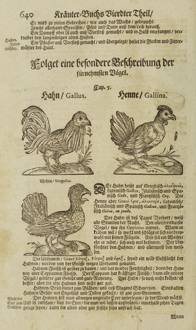 Qx wirb ju »ielcn @ebrecf)eti / mie auch öaSSBatljfS/ gebraust, geueöt aUer!)cm&@ptciffen/ ‘JJfeil unDSDorn aujj Cemteib betaufj. ©inSbampff obetDiaud) augQSotllog gemacht/ unbin^alg empfangen/ »er< . . treibet Den langmütigen alten duften. €in qjflafier auf qjorltog gemacht / unb ubergelegt/ beitet bi« gierten unbSitten mäijiet. mdblec bet J£)aut. ,1 c ' v- ’ \ olget eine 6efonbere§£efcf)rdbung bet fürnct)m|icn23cgd., £<$»/ Gallus. gap, 5. fymt! Gallina: UliV&fln / Urogallus. <Se»öabn f>ctgt auf ©riecf)ifdf)«AgÄlpüöt/V, ^atetnifcf) Gallus, 3tölidnifcb unt> 0pa* nifcb Gallo, unb gran^ojifd) Coq. S)ie »ßenne aber Grace ’deyig, sxro^r, üafctntfcb/ 3taliänifeb unb 0pamfc!) GaiUm, unb granl$* flfct) Gelint, ott foulle. Söer^abn tfl bef Sorbett /1(Wtf? alle @tunben ber 9?acbt 5Der allerfireitbarfte QSogel/ wie tf)U Oppianus nennet SBannec fragen wil/ fo werft unb f$lagt et fkl) tot bw tnabl mit feinen glügeln. 211 fo foü ein SSßcifer/ ebe er rebet / fid) aud) wol befinnett SDer £6w formtet ben$al)nen/ unb allermeiff ben weif* |\ fen- V S)ic Ubrpanen / GraeceTgrp^» Tgrpa| unb»VI> fepnbein wilb ©efcblecbt bet 4bal)nen/ werben ton Der^roffe wegen Urbanen genannt Joabnewgleifd) tff grober ju bauen / unb bat minber geuebtigfeit / bann ber Sjm nen ober (Eappauncn gieifeb. £)er Cappaun bat frafftiger gleifd) / bann alle anbere 936gel / gebührt gut Geblüt unb gute Nahrung. £)er4babn/ fo nod> nid)t fraget/ tfi beffer/ aber Die altc^abnen ftnb nid>t gar gut »gjabnen^rübbienet$um glühen/ unb oe£ Sttagcng©cbmei^en. 0netfalte« tabuen 33rül>e uüt(£ngelfüf unb Rillen gefr>d)t/ ijt gut jutn ©rimtnen* 5ßoi)i Der S)er Rennen foü man all wegen ungerabe (£pet unterlegen / fo ber Sftonb wücbfi 0)er jiimUnb ift ratbfam/ baf Die 0;cr /Die man wil lajfen auf brüten/ innerhalb seben^ageti ssrütoen. gelegt fepen/ Dann Die alten ober gar frifc&e fepn unfrud; 1 < SBenn
