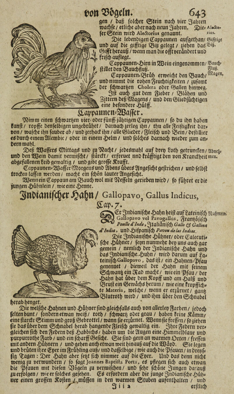 gen / Dag fold)ee ©tein tiacb i>ier 3abren wacbfe / etliche aber nach neun 3abrem &ie* Ai«äo- fee ©fein witD Aletäorius genannt. riiis- £)ie lebenDigen (£appaunen aufgetban/ ©ifftiae unD auf Die gifftige 3$ig gelegt / sieben DaS$i^ ©ifft beraug / wenn man Die oftoeranDert unD frifcb auflegt. dappaunen^irn in £Bem eingenommen/ gifletDenQ5aucbflug. SW <£appaunemQ3rub erweicht Den '•Bauch/a)vaflfn* unD nimmt Die toben geuebtigfeiten / sufamt Dee febwarßen Cholera ober ©allen hinweg. 3g auch gut Dem gieber / ^Blähen unD gittern Deg Wagens/ unD Den©lieDfücbtigen _, eine befonDere #ülff. &appauucu42Brtjfcr. Stimm einen febwar^en pier-oDerfünff jäbngfo<£appaunett/ fo Du ihn haben fang/ ropffe Denfelbigenungebrübet/ Darnach serleg ibn / tbu alle geigigfeit Dar* »on / wafebe ibn faubec ab / unD jerbaef ibn / alle ©lieDer / gleifd) unD Q$ein / Degillter es Durch einem SJlembie/ oDer in einem £elm/ unbfoldjes Darnach wteDer $um am Dem mahl. 2>eg SEBafferS ÖJKttag* unD su Stacht/ jebesmabl auf Deep £otb gefrümfenmneij* unD Den SCöetti Damit nermifcht/ ftdreft / erfreuet nnD fräfftigt Den oon^rancfbeitmetu abgefaüenen ?eib gewaltig / unD gibt groffe tfrafft. €appaunen*2Baffer Borgens unD 2lbens übers 2{ngegcht gegricben / unD felbfb troefen lagen werDen/ macht ein fchon lauter Slngegcbt. &enn ein (Tappaun am SBaucbwol mit Steffeln gerieben wirb/ fo führet er Die jungen £übnlein / wie eine 4pcnne* Snoianifcber^abn/ Gaiiopavo, Gallus indicus, S«p. 7. €r 3nDiantfcöe .&abn beiff auf £af einifch mmm Galiopavo vel Pavogallus, gran^ofifcp foulted’/nde, ^taliÄnifcb Gallo & Galina d'lndia, UnD £ifpantfd) Pavou de las lndias. £)ie SnDianifche £übner/ oDer <£alecuti* fche Hübner / fepn nunmehr bep uns audb gar gemein / nemlich Der SnDianifche #abn unD DaS3nbianifd)e.£ubn/ wirD Darum auf £a* teinifchGaliopavo, DaSig/ ein »öabnem^fati genennet / Dieweil Der «öabn mit feinem ©cbwanfc ein OtaD macht/ wie ein ^3fau / Der #abn bat über Dem^opffunD arn^alg unD $Brug ein ©ewäcbs herum / wie eine fropfficb* te Matcria, welche/ wenn er erzürnet/ gan& 35lutrotb wirb/ unD ihm über Den Schnabel herab benget ' * £)ie welfche Jahnen unD £übner gnb gleichfalls auch oon allerlep färben / jeboch feltenbunt/ fonbernetwan miß/ rotb/ febwarß ober grau / haben feine $amm/ eine garefe ©timm unD grog ©ebrottel / wann ge ersürnet. SEBenn ge freffen / fo sieben ge Das über Dem ©chnabel herab hangenDe gleifd; gewaltig ein. 3bre geDern per* gleichen geh Den geDern Deg^abbicbS/ haben um Die klugen eine himmelblaue unD purpurrotbe garb / unD ein febarff ®egcbt. ©ie gnb gern an warmen Orten / freffen mit anDern Hübnern / unD geben anch etwan weit binaug auf Die SÖBüpD. ©ie legen unD brüten ihre 0;et im grübling aug/ unD Daffelbige / wie auch hie Pfauen / in Drepg gg $agen: SDer ^)abn aber fe^t gdb nimmer auf Die (£per. UnD Das Denn nidht wenigsu oerwunbern / fo fagt Joannes Baptifta Porta, es pflegen geh aud) etwan Die Pfauen mtt Diefen Mogeln su öermifchen/ unD febr fchone Suugen Daraug $u erfolgen / wie er folches gefehen. (gs crforDern aber Die junge 3nhianifche ^üh« uer einen groffen ^ogen / .muffen in Den warmen ©tuben / unD / 3 i i a erglicj)