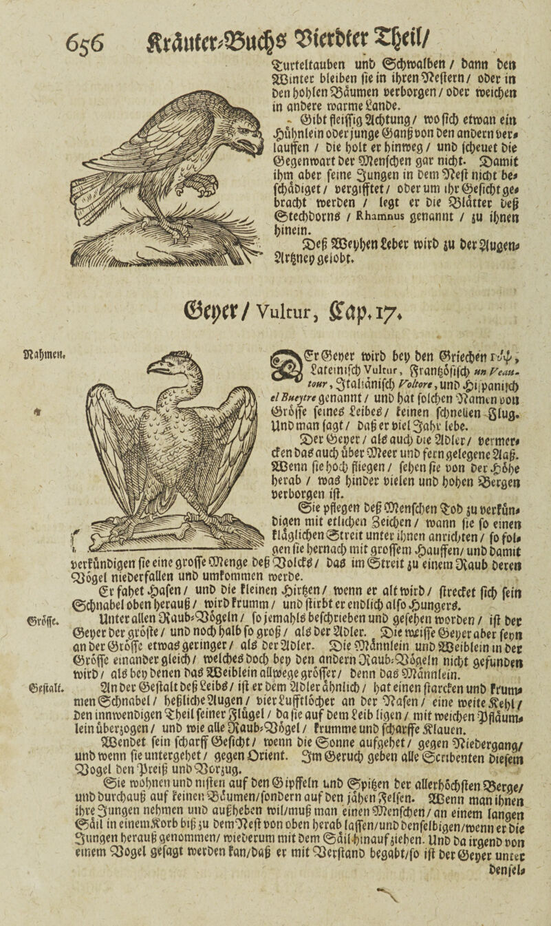 6$6 ßr4ttfct;95u$3 kerbtet £§«1/ Turteltauben unb @d)walben / bann ben hinter bleiben fte in ihren Heftern/ ober in ben bohlen gaumen Derborgen/ober weichen in anbere warme ftmbe. - ©ibtfleifftgSicbtung/ woßch etwa« ein Hühnlein ober junge ©anß Don ben anbern Der# laujfen / Die holt er hinweg / unb febeuet Die ©egenwart ber ^)7enfct>en gar nicht. SDamit ihm aber ferne 3ungen in Dem ^fteß nicht be# fd)abiget/ oergiflftet/ oberurn ibr©eficbtge# bracht werben / legt er Die glatter Deß 0ted)bortw / Rhamnus genunnt / ju ihnen hinein. £>eß SGeybenCeber wirb su beringen* Slrfcnep gelobt» WtytX/ Vultur, lahmem ©eßatt. ^r©eper wirb bei; ben ©riechen rtty; ^atemifchVultur, gran^dfifch»»Fern* tour, gtahdnifch Poltore, unb £ijpanifct) eiBaeytrc genannt / unb hat folchcn tarnen ron ©reife fernem £eibe£/ feinen fcbneüen glug* Uno man fagt / Daß er Diel 3af>t lebe. £)er ©eper / aW auch Die 2lbler/ Dermer# cfen ba£ auch über Sfteer unb fern gelegene 2laß. SBenn fte hoch ßtegen/ fehcnßeuon Der^ope herab / m$ hinber Dielen unb hohen bergen Derborgen iß. @te pflegen beß ®?enfd)en Tob $u DerFun# biaen mit etlichen Seichen/ wann fte fo einen flaglichen0treitunterihnen anrid/ten/ fofol# gen fte hernad) mit gro jfem Rauften/ unb bamit Dcrfunbtgen fte eine große ftftenge beß Qßolcftf / Daö im ©treit $u einem Dvaub bereu 3)6gel nieberfaüen unb umfommen werbe. ©rfabet-jpafen/ unD Die ^eincn ^tr^en/ wenn er alt wirb/ ßreefet fleh fein ©Schnabel oben berauß / wtrDFrumm/ unbjfirbterenblicbalfo^ungertf. Unter allen 9iaub*Q)6geln/ fojemahlöbefchriebenunb gefehen worben / iß ber ©epet Der große/ unb noch halb fogroß/ altf ber 2lbler. $Die weiße ©eper aber fepn anber©roffe etwas geringer/ als DerSIDler. 5Dt'e0?dnnlein unbs2£etbletntnber ©rofic emanbergleid)/ welchem hoch bep ben anbernOvaub;Q5ügeln nicht gefunben wirb/ alsbepbenen baö5Q3eibleinaüwegegroßer/ benn DaDMännlein. 2lnber©eßaltbcß£etbS/ ißerbemSlblerdhnitch/ hot einen ßarefen unb Frurn# men©d)n«bel/ heßlid)eklugen/ Dier^ußtlocber an ber ^?afen/ eine weite5Debl/ Den innwenbigen Tbeil feiner glügel / ba fte auf bem £etb ligen / mit weichen Q3flaum* leinüberjogen/ unb wie alle Dvaub?Q36gel / Frumme unb fdjarffc flauen. Sßenbet fein fcharff ©eficht/ wenn bie ©onne aufgehet/ gegen ^iebergana/ unb wenn fie untergehet / gegen Orient. 3m ©eruch geben alle ©ertbenten Diefein Q}ogel bcnfJreiß unb33or$ug. ©ie wohnen unb mßert auf Den©ipffeln unb ©pißen ber allerbocbßen 2$erae/ unbburchauß auf Feinen ^dumen/fonbern auf Den jähen Reifen. SBenn man ihnen ihre3ungcn nehmen unb außbeben wil/mußman etnen^enfehen/an einem langen ©ätl in einem&orb btß $u bern^cß pon oben herab laßen/unb benfelbigen/wenn er bie 3ungen herauß genommen/ wteberum mit bem ©dilhmauf sieben. UnD ba irgenb oon einem SSogel gefagt werben Fan/baß er mit SSerßanD begabt/fo iß ber©eper unter benfel*
