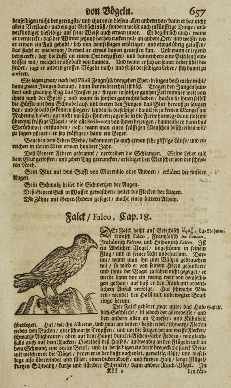 Denfefbigen 1iidE>t bet geringfle/ und tf>ute^ in Diefem aßen andern bor/bann er bat nicht allem ^erflanb / unb ein gut ©ebäcbtnüß / fonbern weißt aucb juf ünfftige SDinge / und DerfünDiget biefelbige auf feine SCDcife auch etwan suoor. €t begibt ficb auch/ wann er uermercf t / baß Der SBinter jegunb herbep rutfen wil/ an anbere Ort/ unb weißt/ wo er etwan einSlaß gehabt / fleh oon bemfelbigenerfdttiget/ unbetwasübrig gelaffen/ bas fucbt er wieberum / Dieweil er etwas baoon genieffen fan. Unb wann er irgend uermercft/ baß DieSufft an einem Ort uergifftet/ unb bannenhero eine *})eflilen& ein# reifen wil / weichet er alfobalb t>on bannen, Unb wann er (ich an feiner Lieber übel be# findet/ jagt er andern großen QMgeln nach/ und frißt DerfelbigenSeber/ (lebDamit$11 curiren, (Sie legen jwar/ nacb beß Piinii 3eugnuß/bret;$eben Sper/bringen Doch mebr nicht/ bann jween Sungen barauß / bann Der mebrertbetl iß boß. fragen Den 3ungen bun# Dert unb jwan^ig Sag bas greffen jU/ fliegen in foldjer ganzen 3eit nimmer weit bon ihnen nach Der©peiß ; unb wann ftefonßen gar nichts haben/ baefen fte ihnen felbfi Die .£>üffte mit Dem (Schnabel auf/ unb bieten Den jungen bas Sßlut berauß $u faugen Dar / unb fo bald (je fonnen fliegen / lepden ße biefelbige / Damit fte ja feinen Mangel an Nahrung hoben / gar nicht um ßcb / fonbern jagen fle in Die gerne hinweg/ Dann fte feptt fiberauß frdffige QSogel / wie alle Scribenten bon ihnen befugen / bannenhero bann das ©prüebwort entßanden/ Daß / wann man einen früffigen ättenfeben befebreiben wrl/ |U fagen pfleget / er fei; freiffiger/ Dann emöeper. geneben Dem Seber#2ßehe / befommen fte auch etwan febr giftige Saufe/ unb er# reichen in ihrem Silter etwan hundert 3abr» Sbeß ©epern gebern gebrannt / vertreiben Die (Schlangen, ©eine Sebet mit Dem QMut geßoffen / unb sehen $ag getrunefen / erlebiget Den Eftenfcben bon Der fch we# renSftotb. ©ein 55lut mit Dem ©afft bon SWarrubio ober Slndorn / erfldret Die ßnßere - Kugen. v ' ©ein ©d&malig f>eifet Die Schmerlen Der Slugen. 3deß©epers©afl inSKSaffet gewafchen/ heilet bieglecfett der Slugen. Sühne mit©eper>gedern gefeget/ macht einen bitternSlthem. Jalcf/Falco, ffap.18. 3a(cE beißt auf ©rtecbifc& , l!a>3t«Nw.' teinifcb Falco , gran($6ßfch »« Famo», 3taliänifcb Faicow, unb t&ifpanifcb Faicon. 3ß ein Sldelicbet 2)ogel / ungeßümm in feinem glug / unb in feiner Sicht unbebutfam. £)ar# um / wann man ihn ium SSaifcen gebrauchen wil / fo wirb er bon feinem #erm gehindert/ unb ihme DerQ5ogel jufahennichtgejeiget/er werbe bann bor ein wenig weit bon demfelbi# gen getban/ auf baß er DenOraubmitorDent# liebem Slnfall berfolge. £at fchwache 9?ie# ren/ wenbet ben^alß mit unbewegter^Srufl rings herum. 5)er galcf gehöret $wat unter Das £ab* bicb*©efcblecbt/ iß jedoch der alleredelße / unb Den andern allen an tapfer# und Kühnheit fiberlegen. #at /wie ihn Albertus, und jwar am beften/ befd;reibet/fcbwarfceglecfen neben Den baefen / ober febwarfce tropfen / unb um Die Slugen herum weife glecfen/ febwarfce Slugbrauen / oben auf dem£aupt duncfel»Slfcbemfarbe gebern/ wie gleich# faßS auch auf dem Ovucfen / Obertheil beß ^alfes / außwendig an Den glügeln und an Dem (Schwang eine breite Q$ni|t/ unb in Derfelbigen ein breit Dret;ecf id)tfiarcf^ein/ mit welkem er bie<33ogel/ denen er in der Sufftnacheplet/gewaltig floßt/ und dtefel# Diae alfo überwindet und fallet; einenditfentfopff/ unb furzen^>alß/ lange glügel/ furgen ©cbwanö / fur&e unb flarefere ©chencfel / bann anbere OJaub^ogel. 3n ^ff 3 Den San# 1