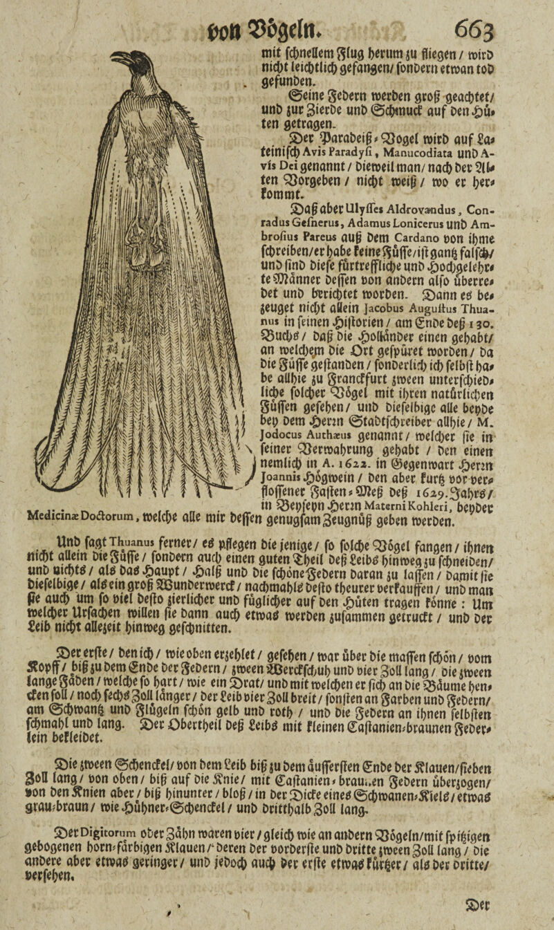 mit fchnellem Slug herum tu fliegen / wirD nid)t leichtlich gefangen/ fonDmi etwan toD gefunden, ©eine gebern werben grog geartet/ unb jur3ierbe unb ©chmutf auf Dett£ü* ten getragen. 2>er ^Parabetg* Vogel wirb auf Sa* teinifcb Avis Paradyfi, Manucodiata unDA- vis Dei genannt / Dieweil man/ nach Der 211* ten Vorgehen / nicht wetg / wo er fommt* ©ag aber Ulyfles Aldrovacndus, Con- radus Gefnerus, Adamus Lonicerus unb Am- brofius Pareus aug Dem Cardano t>0tt ihnie fcbreiben/erbabe feine guffe/iggan^ falfcfc/ unbgnD Diefe furfrefflicbeunb^odjgelebc# te bannet Deflen oon anbern alfo uberre* bet unb berichtet worben. £>ann es be* zeuget nicht allem Jacobus Auguitus Thua- nus in feinen ^jijtorien / am gnbe beg 130. Q3ud;tf / Dag Die $o(fcünDer einen gehabt/ an weld;e;n Die Ort gefpüret worben / Da Die Suffe geganben / fonberlid) ich felbff ha* be ailbie $u grancffurt $ween unterfd;ieD# liebe folcber V6gel mit ihren natürlichen Süffen gefehen/ unb biefelbigc alle bepbe bei; Dem £enn ©tabtfebreiber aühie/ M. jodocus Auchaeus genannt / meld;er ge in feiner Verwahrung gehabt / Den einen nemlicb in a. 1622. in ©egenwart |)enn joannis ^jogwein / Den aber furfc oorwec* floflener gagen^eg beg in Veoj'eon^ennMaterniKohleri, bcpbec Medicins Doftorum, welche alle mir beffen genug|am3eugnüg geben werben. Unb fugtThuanu« ferner/ e« pflegen Diejenige/ fo folche Q}6gel fangen/ ihnen nicht aUem Die Suffe / fonDctn auch «inen guten^ijeil Defi Scibt> hinweg ju fchneiDen/ unD nichts / als Da« ■Öaupt /«&alg unD Die fchbnegebern Daran ju lajfen / Damit ge biefelbigc/ a(«emgroga9ßunberwercf/ nachmabl« Defio tfjeurer »erfauffen / unD man (Je auch um fo met bego jierlichcr unD füglicher auf Den £üten tragen tonne: Um welcher Urfachen willen ge Dann auch etwa« werben jufammen getrueft / unD Der Selb nicht allejeit hinweg gefchnittem ©et erge / benich / wie oben erjcfjlet / gefehen / war über Die maffen fchön / »otn Äopff / btg ju Dem SnDc Der ScDern / jween «Jeccffcbuh unb »ier gott lang / Die jween lange gaben / welche fo hart / wie ein ©rat/ unD mit roeldjen er geh an Die qsdume hen. cfenfoU / noch fech« M länger / bet Seih Pier 3oü breit / fonfien an garben unD geDern/ am ©mwanfc unD glugeln fdjon gelb unD roth / unD Die geDern an ihnen felbgen fchmab unb lang, ©et Obettheil Deg £eib« mit {(einen (Saganiembraunen gebet» lern DefleiDet.  ©te jween ©chencfel/ »on Dem üeib big ju Dem auffergen £nbe Der Slauen/gebcn Sou lang/ »on oben/ big auf DieSnie/ mit €aganien<btam.en geDern überjogen/ »on DenÄnien aber/big hinunter/blog/in Der ©iefe eine« ©chwanemÄiel«/etwa« grambraun/ wie^)ühner>@chenctel/ unD DritthaIb3oII lang- ©er Digitorum ober Sahn waren »ier / gleich wie an anbern sQogeln/mit fp ihigen gebogenen bormfarbigen Älauen r Deren Der »orDerge unD Dritte jween Soll lang / Die anbere aber etwa« geringer/ unb jeDoch auch Der erfie efrooHfütiäer/ al« Der Dritte/ »erfehen.
