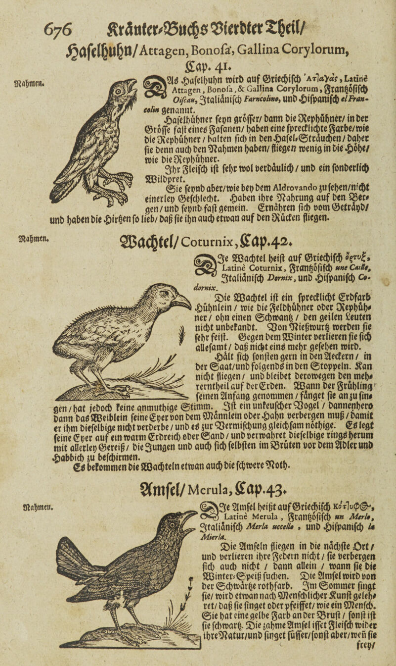 6y6 £räöter*25uc§s ^ierttet £(jei(/ Actagen, Bonofa‘, Gallina Corylorum, ; gap. 41. '' SR«5me«. tggfö .&afclbubti wirft auf ©tiecfjif* at1«v«? , Utine SRaljmetu Attagen, Bonofa, & Gallina Corylorum, 3raW|6fifC& Oifcatt, 3töltdmf0) Farncolmc, Unb *&ifpanifcb <lFran- colin genannt. £aielbübner fepn grofer/ bann Die Dvepbübner/ in ber (Stoffe faji eine* gafanen/ baben eine fpretf liebte garbe/wie Die Ovcpbu^ncr / halten fiel) in ben£afel*©trducben/Dabec fie Denn aueb Den Nahmen haben/ fliegen wenig in Die £obe/ wie bieEKepbubner. 3br gieifcb ift febcwolrerbdulicb/unb ein fonberlicfc SUSilbpref. @ie fepnb aber/wie bep Dem Aldrovando 511 feben/nicht einerlei ©efcblecbt. £aben ibre Nahrung auf Den 23ec* gen/unbfepnbfafigemein. Ernähren ficb t>om ©etrdgb/ unb haben Die $>it&n fo lieb/ Dag fie il;n aueb etwan auf Den Üvucfen fliegen. 933a^tf 1/ Coturnix, fitap.42. 3e Sößacbtel beifi auf ©rieebifeb Spug9 Latine Coturnix, grtfnfjofifcb uneCaiße, Stalidnifcb x>*m*,unb £ifpanifcb c*. dornix* £>ie ^Bachtel ifi ein fpreefliebt ©rbfarb ^übnlein / wie biegelDbübner ober Dvepbüb* ner/ obn einen ©cbwanfc / Den geilen Leuten «iebt unbefanbt. QSon *ftiegwurfc werben fie febr feifi. ©egen Dem hinter verlieren fie ftcb aUefamt / Dag nicht etnö mebr gefeben wirb. #dlt ftcb fonfiengern inbenSletfern/ in Der ©aat/unb folgenbd in Den ©toppein. 5?an nicht fliegen/ unb bleibet Derowegen Den meb* rerntbeil auf ber(Erben. SBann Der grüblingr __ feinen Anfang genommen / fdnget fie an $u fin# gen /bat ieboeb feine anmutbige ©titnm. 3fl ein unfeufeber S3ogel 7 bannenber* bann DadSBeiblein feine<£per non Dem ^dnnlein ober£abn verbergen mug/bamit er ibm biefelbige niebt oerberbe / unb cd $ur <#ermifcbung gletcbfam notbige. ©d legt feine £r,er auf etn warm ©rbretcb eher ©anb / unb oerwabret biefelbige ringd berum mit allerlei) ©ereig/ bieSungen unb aueb ficbfelbften im Bruten porbemSlblerunb ^abbicb su befebirmen. _ w. gd befommen Die Wachteln etwan aueb bte febwere ^otb* Sftttfcl/ Merula, fib(JP43< Slöbmen. 3e 2lmfel beigtauf©rted)ifcr) kot]^©-, „1 Latine Merula , gtan^ofifeb ftn MtrU, Stalidnifeb Mart* uaeiu , unb ^)ifpantfeb l* Mierla. SDie Slmfcln fliegen in Die ndcbfle ört r unb verlieren ibregebern nicht / fie verbergen ftcb auch nicht / bann allein / wann fie Die 2Binter< ©peig fueben. S)ie 2lmfel wirb oon ber ©cbwdrfce rotbfarb. 3nt ©ommer fingt fie/ wirb etwan nach Sftenfcblicber $unft geleb# ret/ Dag fie finget ober pfeifet/ wie ein SMenfcb* ©ie bat eine gelbe garb an ber Q$ruft / fonfi ift fie febwarfe. 5Die sabme Slmfel iffet gleifcb wibec ibreSftatur/unb finget füffer/fonfi aber/ wen fie <■ feep/