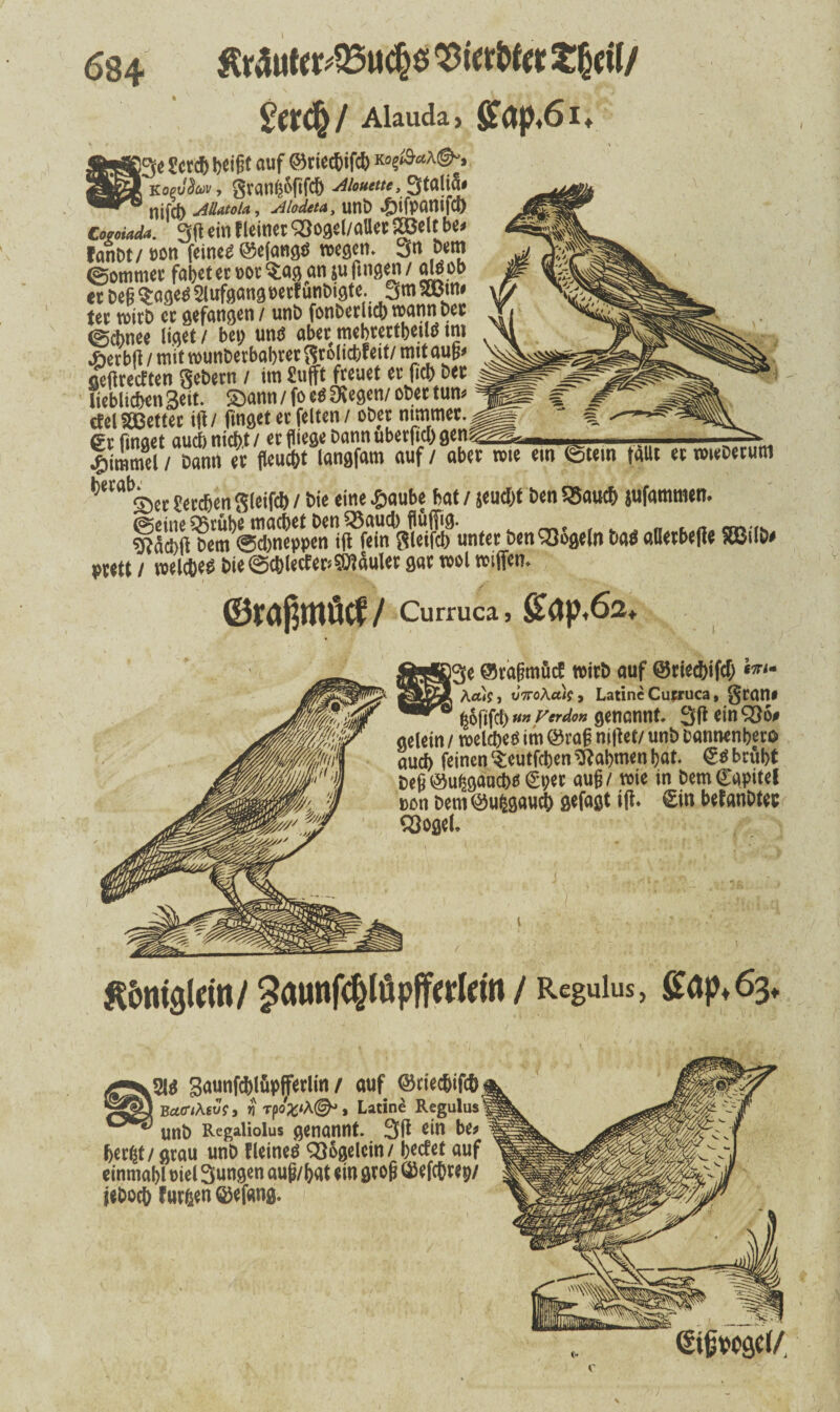 $tX(§l Alauda» £flp,6 I» Ser* beifit auf @rie*ifc& K opvfiuv, gramjöfifd) Aiouctu, 3tflIiS« nif* Angola., Aiodtta, un& .Jiifpanifd) Cogoiada. 3(1 ein fleinet 'Soget/allec SBelt be< fanbt/ »on feinet ©efangts wegen. 3u t>em «Sommer fabet er »ot Sag an ju fingen / «Wob tr De§ $age$ Slufgangnerfunbigte. 3m SuJin* Ui rotrD er gefangen/ uni) fonberlicb wann per 0cbnee licket / bet; um* aber mebtertbeuö tni «fterbfi / mit wunDerbabrer $rolid)feit/ mit aum aeftreeften gebern / im £ufft freuet er fich Der lieblichen Seit. £)ann / fo e$ SKegen/ ober tum cfel fetter ift/ finget er feiten / ober nimmer. gr finget auch nicht / erfliege Dannuberftchge»^^^, ,, , ,n ... Fimmel / Dann er fleucht langfam auf / aber tote em ©tem fallt er roteberum Serdjen gleifch / bie eine £aube bat / $eud;t ben 25auc& jufammem ©eine Q5rübe machet ben £3aucb flüflfig. ewvrs sftächft Dem <5d)tieppen ift fein gleifcb unter Den Mogeln batf aderbefte $83db# prett / welchem bie ©c&letf er* fauler gar wol wiffen. ©raflmöcf / Curruca 3 £ap,6a ©rafmtüd wirb auf Q5riec&ifd; ««* Aä«?j oVoA«x)?> Latine Cupruca, gram hofifd) m Ferdo» genannt. 3ft ein gelein / weichet* im ©rafl nijtet/ unb bannenbero auch feinen Seutfcben Nahmen bat. & brüht Defl©u£gäacb$ €per au§/ wie in bemCapitel »cn Dem ©ufcgaucb gefagt ift. gin bef anbtec SSogel. tfimigleitt/ ^aunfcppfferlem / Regulus, £ap.63, $$ Saunf^)lup^ferlm / auf ©riechifch Bcttfihsus» v\Tpo%i\@*, Latine Regulus unb Regaliolus genannt. 3(t ein be* berfct/ grau unb fleineö Sßogelcin/ l;ecfet auf einmabl oiel Sungen aufl/bat ein grofl ^efchrep/ ieboeh furfcen ©efang.