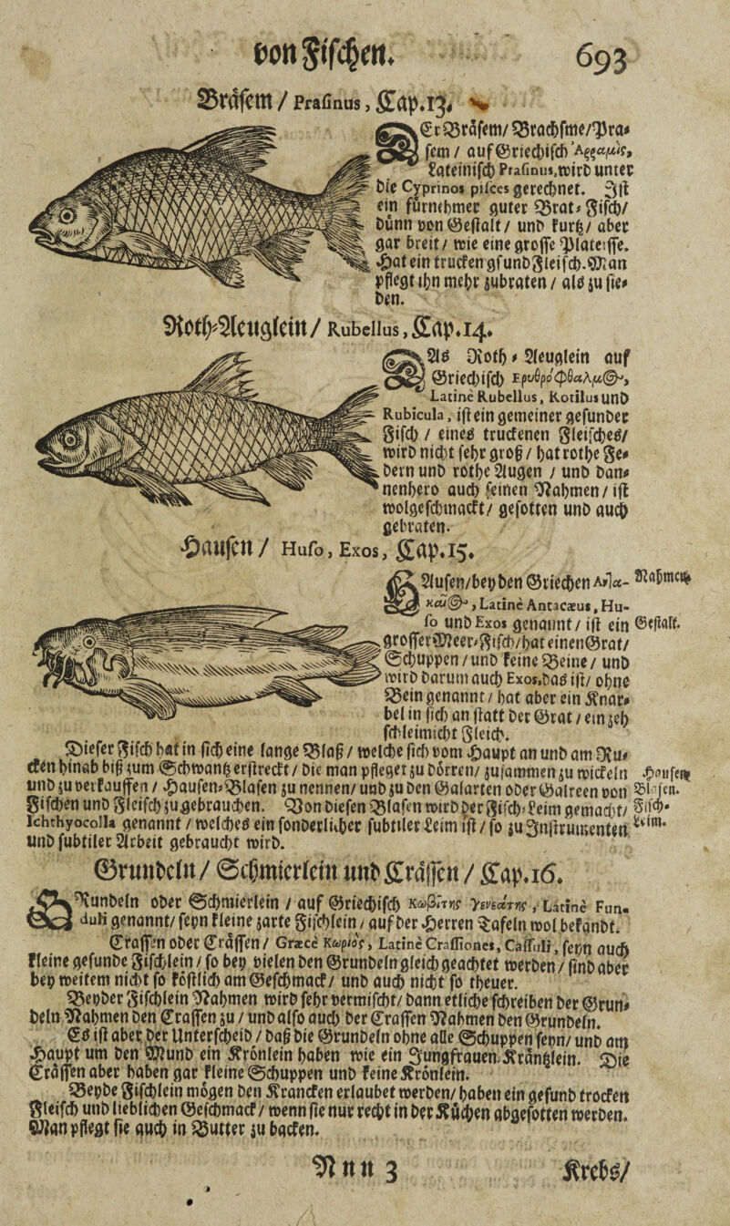 25rafcm / prafinus j ^ ©r Q5räfem/ 23racbfme/93ra* fern / auf©ried)ifd>’A<?e^> ^atcintfcb Prafmus,wirD unter Die Cyprinos pifces gerechnet. Jft m fürmbmer guter Q3rat*3ifcb/ Dünn ron ©eftalt/ unD Furfc/ aber gar breit / trie eine groffc $at ein trucfen gf unD3ieifcb>^an Pflegt ihn mehr jubraten / altf $u fie* Den. 9i0tf>3(«lö(ettt / Rubellus, Srt0.I4. $6 Oiotb i 2leuglein auf @ried)ifd) E(>vQp°<pQaa^©^, Latine Rubellus, KorilusunÖ Rubicula, iftein gemeiner gefunDec Sifd) / einer* trudenen gleifcfcetf/ tvirD nid;t febr gro§ / bat rotbe §e* . Dein unD rotbe 2lugen / unD Dan* 'nenbero aucb feinen Nahmen/ ift wolgefdwacft/ gefotten unD aucb gebraten. •Oawfctt / Hufo, Exos, »15. 2lufcn/bct)bcti@vic£bcnAi’1«- x«©*, Latine Antacaeui, Hu- fo unDExos genannt / ift ein ©eflöff. groffet^eer'$ifcb/bateincn@)rat/ ©ebuppen / unD feine $5eine / unD wirb Darum aud) Exos.Daö ift/ ohne Q$ein genannt / bat aber ein $nar* bei in fid) an ftatt Der ©rat / em *eb fcbleimicbtSleicb. SDiefer $ifcb bat in lieb eine lange *$lafl / welche |td> vom £aupt an unD am 0?u# tren binab big mm ©cbwanß erftredt / Die man pfleget ju Dorren/ jufammen ju trief ein £<uifer* unD|ureifauffen / #aufen>QMafen $u nennen/ unD$u Den ©alarten oDer ©alreen roti 551-’ftn. gifcbenunD^lcifcbm^braucben. Q3onDiefen Q$lafen wirb Der Sifcb^eimgemarnt/ Sifö- Ichthyocoila genannt / welches ein fonberlkber fubttler £etm ift / fo m 3nftrumenten unD fubtiler Arbeit gebraucht wirb. ©runkltt / @cfjmicrfem imr ßjdjfat / £Tap.i6. ^unDeln oDer ©cbmierlein / auf ©rieebifeb K^ßäur y.md'm ,• Latine Fun« duH genannt/ fepn f leine jarte gijcbletn / auf Der Herren tafeln mol befanDL ©raffm oDer ©raffen / Gr*ce k^V, Latine Graflionef, CäUdli, ferm auefi f leine gefunDe Sifcblein / fo bep Dielen Den ©runDeln gleid) geachtet werben / ftnD aber bei? weitem nicht fo foftlid) am ©efc&macf/ unD auch nicht fo tbeuer. S5et?Der Sifcblein Nahmen wirb febr rermifebt/ Dann etliche febretben Der ©run* Dein Nahmen Den ©raffen $u / unD alfo aud) Der ©raffen Nahmen Den ©runDeln ©ö ift aber Der Unferfcbeib / Da§ Die ©runDeln obne alle ©ebuppen fepn/ unD am j&aupt um Den ERunb ein Äronlein haben wie ein Jungfrauen JTranßlein. Sie ©raffen aber haben gar Heine ©ebuppen unD feine jfronlein. 55epDe gifcblein mögen Den branden erlaubet werben/ haben ein gefunb troefen gleifcb utib lieblichen ©efebmaef / wenn fte nur recht in Der Sueben abgefotten werben* ®^an pflegt fie auch in Butter ju baefem 9i«n 3 ÄrelM/