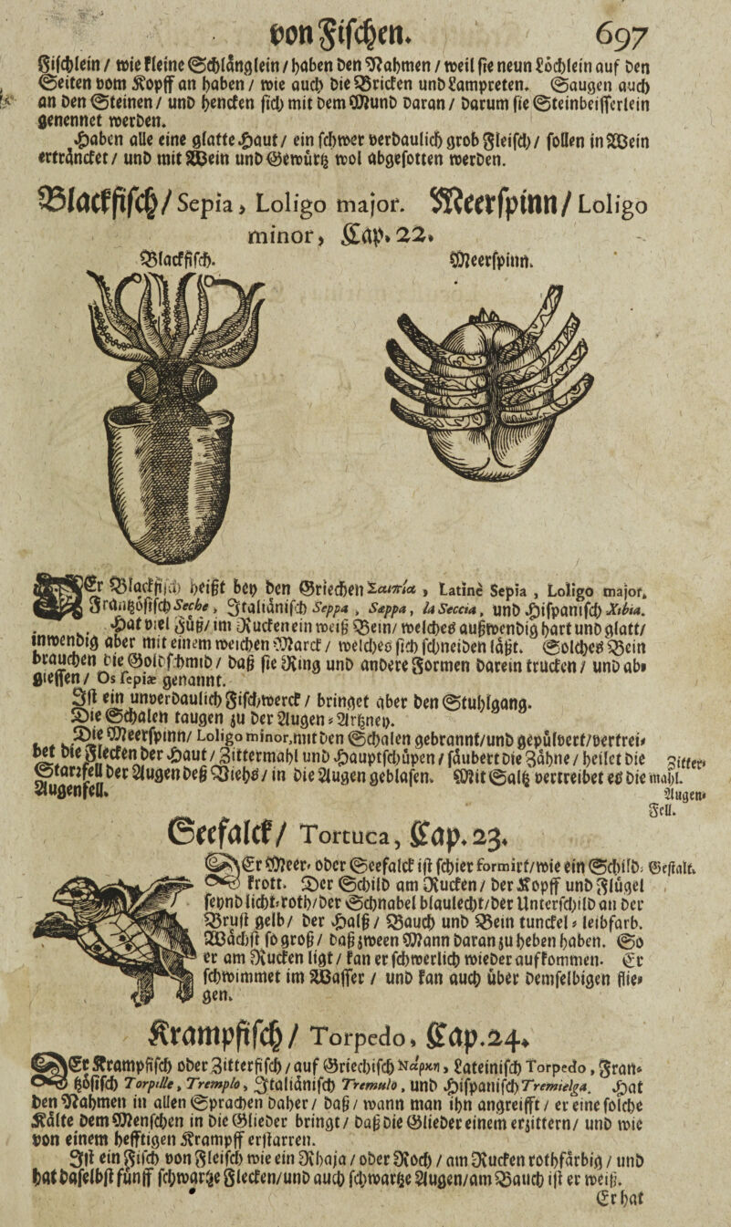 gifcfoldn / tvie Heine Schlanglein / l>aben Den Nahmen / weil fie neun £6cblein auf Den Seiten vom ^opff an haben / wie auch Die Briefen unb Lampreten. Saugen auef) an Den Steinen / unD benefen fiel) mit Dem CDJunD Daran / Darum fie Steinbeiflferlein flenennet werben* #abcn alle eine glatte£aut/ ein fcbmetverbaulicb grob gleifä)/ follen inSQBetn «rträntfet/ unD mitSÜbein unD®ett>ür$ tt>ol abgefotten werben. »latffifd;/ Sepia > Loligo major. ^eerfpinn/Loiigo minor, 8Litp»22. SÖJeerfpimL !Sr 05löcffij'4) ö«i§t bep ben ©tiedjfll Zat*ia , Latme Sepia , Loligo major. 3räilgof$(cD&ff£* , 3taltdnifcl) Sepp* ; Sappa, U Seccta, UnD ^ifpantfd) Mia. .. #at viel güg/im Dvucfen ein weigQ3em/welcbetfaugwenbig hart unD glatt/ *nn5(!?*d mit einem weichen Sftartf / welches pcb febneiben lagt» Solche# tgein Draumen cte®olDf.tmiD/ Dag geling unD anbereSormen Darein truefen / unD ab* flielten/ OsTepiae genannt. Sa ein unoerDaulid) Sif^ercf / bringet aber Den Stuhlgang. SDte Schalen taugen betrugen* 21 tf2net>. . * K,^!f^?ee!fi>mn/Lolig°niinor>mitDen Skalen gebranni/unDgepultJert/oertrei^ J^n Der 4baut / Stttermabl unD #auptfcbüpen / faubett Die Bahne / heilet Die bittet* Stanfeu Der klugen Deg £Öieh#/ in Die 2lugen geblafen. SÜHtSalfc vertreibet etf biemaiji. SiugenfelU siugen» _ ^ Sea. ©eefalcf / Tortuca, £ap. 23, ^\Sr Dfleer» ober Seefalcb i(t fchier formirf/wie ein Schild ©egalt. Hott. £)cr SchilD am Otucfen / Der $opjf unD glügel , fevnblicbMrotb/Det Schnabel blaulecht/DerUntcrfcl)ilDan Der $3ruü gelb/ Der £alg/ Q3auch unD $8ein tuncfel* leibfarb. 233ad)ft fogrog/ Dag$meen$ttann Daran $u heben haben. So er am Dvutfen ligt /1an er fcbwerlich wieber auffommen. Cr fchmimmet im Gaffer / unD fan auch über Demfelbigen flie* gen. Ärampgfch/ Torpedo, £<Jp.24* iS* ftrampftfeh ober Bittergfch / auf ©rieebifeb > Sateinifcb Torpedo, grart* -1 hofifcb TorptUe, Tremplo, ^taliämfd) Tnmulö , UnD .jptfpamfc!) Tremtelg*. £)at Den Nahmen in allen Sprachen Daher / Dag / mann man ihn angreifft/ ereinefolehe £dlte DemSWenfcben in Die ©lieber bringt / Dag Die ©lieber einem erbittern/ unD wie Don einem befftigen iHampff erjfarren. Sit ein gifcb von gleifcb wie ein Dvbaja / ober 0\od) / am Övucfen rothfdrbig / unb tatbafelbßfünif febtvarße gletfen/unD auch fcbtvarfce 2lugen/amQ3aucb iji er weig. , i . v/; . Cr hat