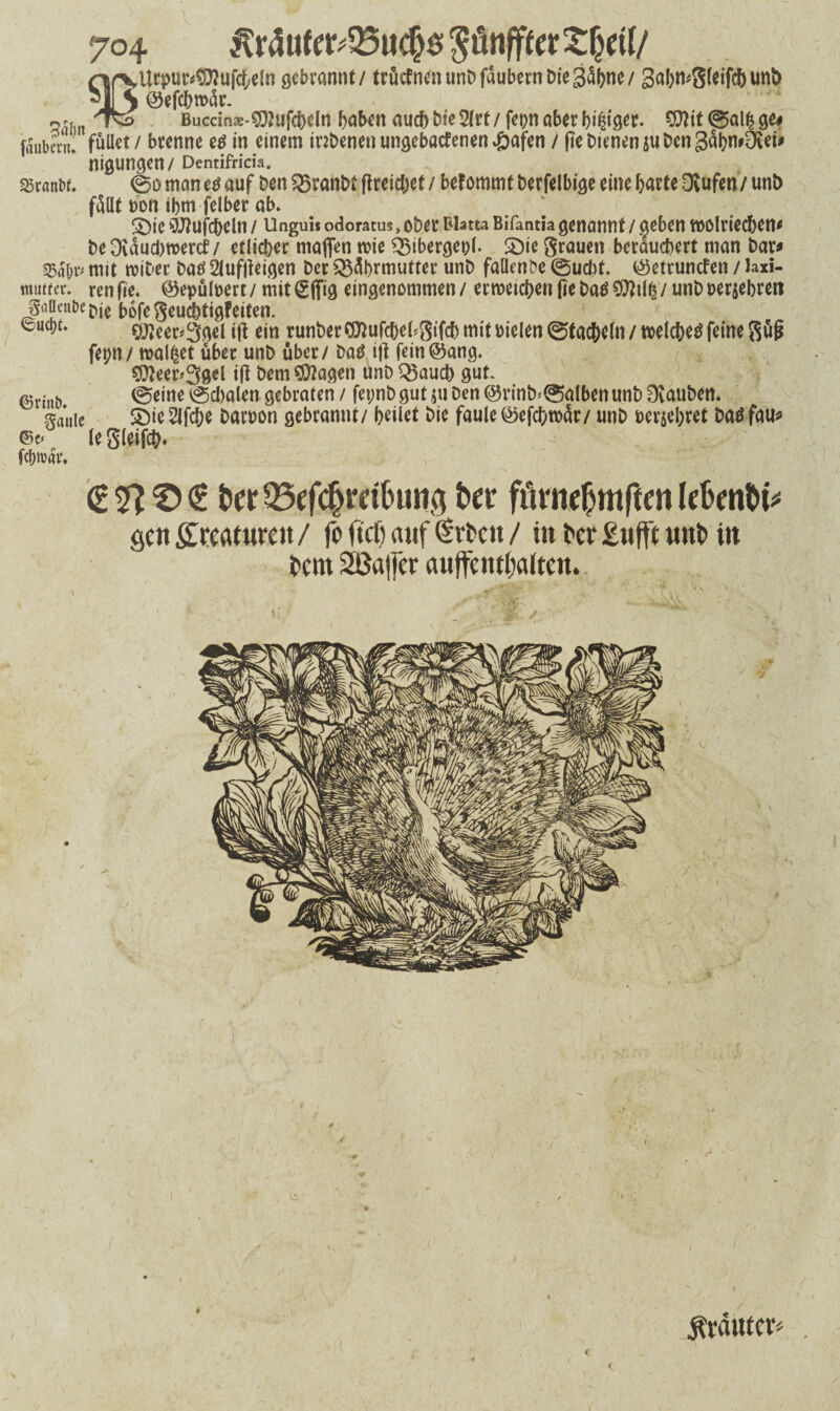 nrvUrpu^ufcteln gebrannt / trüefnenunDfaubernDiegäbne/ gabn*gleifc&un& Ti S @ef$roar. o^r /r^> Buccinx-^ufebdn f>abcn auebDie2lrt/ fepnaberbi#g«- 037 it©al£ge# [rtubmu füllet / brenne eg in einem inbenen ungebaefenen £afen / fte Dienen $u Den gäbmOvei# nigungen/ Dentifricia. sötcititt, ©o man eg auf Den Q5ranbt ff reichet / bef ommt Derfelbige eine barte Ovufen / unD füllt von ibm felber ab» 2)ic OJJufcbeln / Ungui* odoratus, ober Blatta BiTantia genannt / $eben wolriecben* De Dvauebroenf / etlicher mafien wie Ö5ibergepl. £)ie grauen berauebert man Dar# mit roiber Datf 2lufjfeigen Der Q3ä!)rmutter unD faüenbe ©uebt. t^ettunefen / laxi- rnutrer. ren fie. ©epüluert / mit (Sffig eingenommen / erweichen fie batf Otttlß / unD oerjebren Sancnöe^ bofegeuebtigfeiten. feuebu c^eer#3gel i\\ ein runDer 037ufcbebgifcb mit Dielen ©tackeln / welche^ feine güfs fepn/ maltet über unD über / Datf ijf fein©ang, 03?eer>3gel ifl DemOftagen unD Q3aucb gut. ©eine ©d)alen gebraten / feynbgut ju Den @rinb*©albenunb 0vauDen. gauie £>ie 2lfcbe Daroon gebrannt/ feilet Die faule ©efebwar/ unD uerjebret Datf fau#» (Bo le gleifcb* fc&tvär. <£.$IT><£ tw23efchrdlnmg bet* ftirnebmften lebenbi* öen greaturett / fo jteß auf Üitcu / in t*cr £ufft uut> in i>cm 2Ba|fer auffettrtjaltat. grautet« (