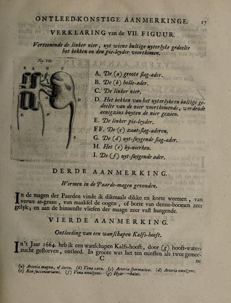 VERKLARING van de VIL FIGUUR. Virtoonende de linker nier, uyt wiens bultige uyterlyke gedeelte het bekken en den fiis-leyder voortkomen. lU.vji. r O ' - . ' mr A. De (V) groote fiag-ader. B. De (P) holle-ader. C. ‘De linker nier. D. Het bekken van het Uyterlyke en bultige ge¬ deelte van de nier voortkomende, wei dende eenigzins buyten de nier gezien, E. De linker fiis-leyder. F* De (V) zaat-Jlag-aderen. G. De (d) uyt-fuygende jlag-ader. H. Het (V) by-merken. I. De (f) uyt-fuygende ader. DERDE AANMERKING. JVormen in de Daarde-magen gevonden. Tn de magen der Paarden vinde ik dikmaals dikke en korte wormen van JüTlVan T™* °°Sen > of bo«e ^n denne-boomen zeer g ykj en aan de bmnenlte vhefen der maage zeer vafl: hangende. VIERDE AANMERKING. Ontkeding van een wanftbapen Kalfs-hooft. ” Jaar hebik een wanfchapen Kalfs-hooft, door (g) hooft-water¬ zucht geftorven, ontleed. In groote was het ten mtnften als tweeglmee- C ne W ) vlidtZlgZ $HyT'*é7«7.a,i‘*' M Ar“ri“ I