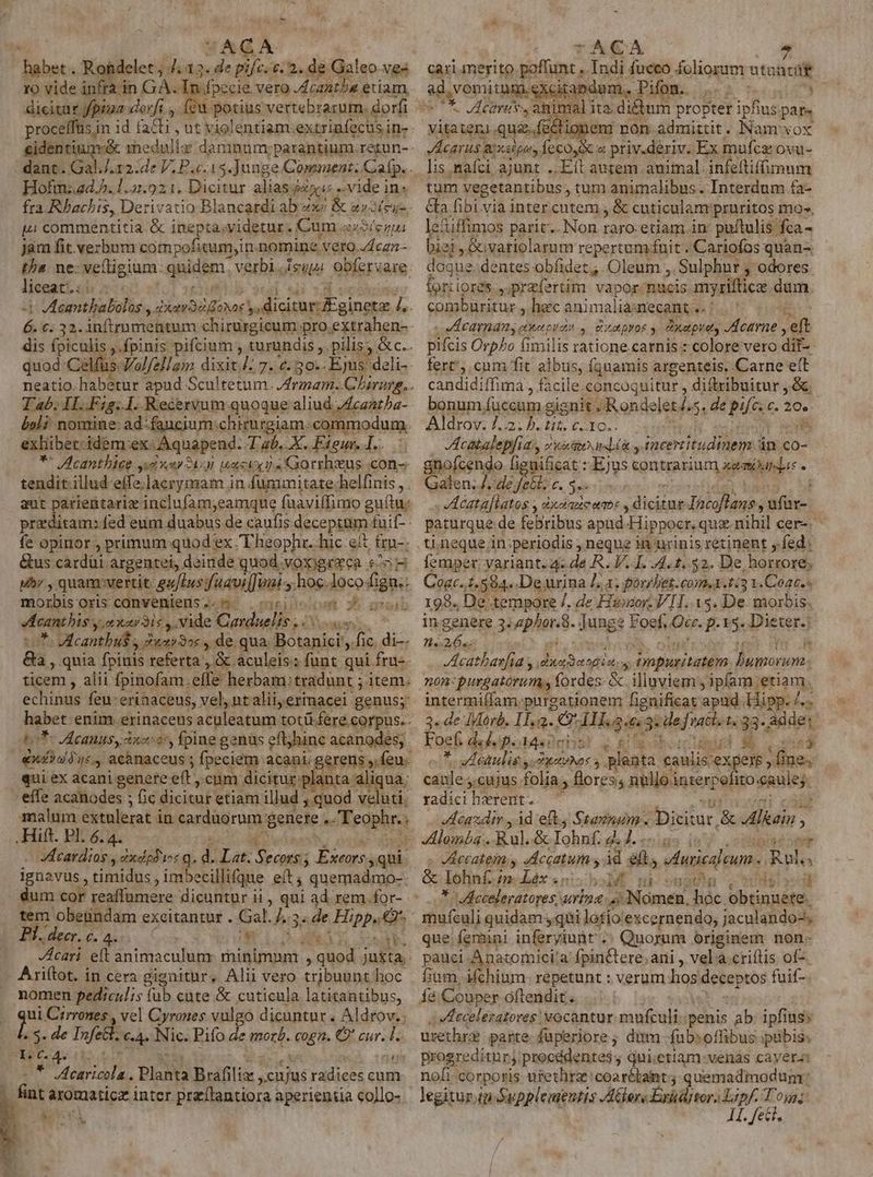 habet . R« t5 sh 13 . de ibn £. 2. de aleo ves ro vide infra in. ees ose vero .Acantha etiam, dicitar fpina dorf , oti vertebrarum. dorfi proceffüs in id facli , ut violentiam.extriafecus in-- eidentium:&amp; medulle damnum, parantium.retun-- dant. Gal.J.12:de V. P.c.15.]unge Comment. Cap. Hofm:.d.P. 1.2921. Dicitur alias dx ..vide in« fra Rhachis, Derivatio Blancardi ab xe &amp; a»2iei-. ui commentitia. &amp; inepta; videtur. Cum. NTCPT jam fit. verbum compoficum;in. nomine Veto Jdcgn tha. ne: meüigium: quidem, verbi. isupi obfervare. liegatt ou 7 i tpe doll posce y. dicitur: apicem I á E:33. inftmmeitum chirurgicum pro extrahen-- dis fpiculis ,.fpinis pifcium ; turundis » pilis; &amp;c.. quod Celfus Vo/fell am pen 7. 6. 5o. Ejus. deli-- Tab; T F15. 1. Recervum quoque aliud ecantha- boli nomine: ad faucium chirurgiam: commodum. exhibet: idem ex: -Aquapend. Tab. ax tour l. : ** Acanthice yon aia uastx) s Gorrheus con-- tendit.illud effe.lacrymam in fummitate. helfinis , aut parientarix inclufam;eamque fuaviffimo gu(tu: pri ditam: fed eum duabus de caufis deceptum £uit- - fe opinor , primum: quod: ex Theophr. hic. eit frp-: &amp;us cardüi argentei, deinde quod.voxigreca e^ uhr , quam:vertit: gaius yaavi[Juai 4.hoc.loco- fign.- morbisoriscanweniens;. 9 jon y oguah Acanthis yaris y. vide Qarduelis ;. ueni, m VAcantbut dxr32« , de. qua; Botanici',. fic. di-- &amp;a , qnia fpinis referta , &amp;. aculeis: funt. qui. fra-- ticem , alii fpinofam.effe herbam: tradunt ; item. echinus feu:erinaceus, vel, ntalii, erinacei genus;: exdsdiduey achnaceus ; fpeciem acani; gerens ». feu. qui ex acani genere eit; cum é icitur:plan n effe acanodes ; ; ic dicituri etiam illud ,quod. veluti. malum extulerat i in carduorum: genere  rdi . Hift. Pl. 6. 4. Acardios y dxelpd'ios q. d. Lat: Me veles ignavus, timidus ,imbecillifque eft; quemadmo-- dum cor reaffumere dicuntur ii , qui ad rem. for- Pl. decr. c. 4. d RUE Oh. Ariftot. in cera gignitur, Alii vero tribuunt hoc nomen fediculis (ub cute &amp; cuticula latitantibus, i Cirrones , vel Cyrones vulgo dicuntur. pisrova $. de Tafette 6-4 Nic. Pifo de morb. eng Q cur. L. EPELAV 11: ga EU AAT. Planta Brafi lis, debis radices cum 3 fint aromaticz inter praílantiora aperientia collo- &amp; Eu TAGAÀ ^ cari. merito poffunt , Indi fuceo foliorum ntoBcit ad, vomitum.excitabdum., Pifom. . ! «UO ears, amimal ita. diftum propter ipfius par» vitaiteri.quaz.fectionem non- admittit . Nam yox Vecarus aixetpus feco Ox « priv.deriv. Ex mufcz ovu- lis nafci ajunt ..Ett autem animal: infeftifimum tum vegetantibus , tum animalibus. Interdum fa- Ga fibi vià inter.cutem , &amp; cuticulanrpruritos mo», leciffimos parit... Non es etiam. in puftulis fca- biei, Sovariolarum repertum uit . Cariofos quan-. SEED. dentes obfidet;, Oleum , Sulphur. odores foriiores ,.preíertim vapor:/nucis myriflicze. dum conmbüritur , hac animalia: mecant.. ,eecamans aeos y Satpyos y. xt pets. Acarne eft pifcis Orp/o fimilis ratione.carnis : colore vero dif- ! fert';.cnm fit. albus, Ígnamis argenteis. Carne eft candidi ffima , facile.concoquitur , difribuitur , &amp; bonum, fuccum gignit. Rondelet ho. de pife. 6. 20». Aldrov. 7.2. b. tis. c. 10.. - catalepfis 4, dieto aei , nce itudiüems án co- Ofcendo figuificat : EJus contrarium zem iaden, /, de fett. c. - A Lagniliites echo t£ S diciéme Jocoflans; jfi paturque de febribus apud. Hippocr. qua nihil cer-. femper: variant. 4« de R. V. 1. 74.1. $2. De, horrore Cogc. 1.594. De urina La. poribet.conm.1.1:3 1.Coac.« 198. De tempore 7. de Huwsor. V1. 18. De. morbis. In genere 3. a phos. Jung: ? Foef, Qe. prs. Dieter.j n«26.: JAcatbarfia , , dads udin » pre Bp: non: purgatorium, foxdes- &amp; illuviem ; ipfam:etiam. intermiílam. purgationem fignificat apilh Hipp. /..- 3. de Merb. Ila. dI ge 3 def nato 4 33- addet Foef deep. Menehs! 6 ETT t vLeaulis y. Met NDC s. planta aulis acd Aioas caule; ,cujus folia , flores; nullo. interpofito-eaules. radici herent- caxdir , Ad eft. Stannum Dicitur E idit, ;  JAccateim y Accatum y id dii vius we Ralys &amp; lohnf. im. Léx snb M nion Md . 5045 *- Acceleratores,. urina. ,; INomen, hóc obtinuete. mufculi quidam , qui lofío: excernendo, jaculando-; que. feruni inferyinnt :: Quorum originem non- peu Anatomici'a fpinCere.ani , vel a.criftis of- fium, Mchium- repetunt : veram hos deceptos fuif- Aeceleratores vocantur. mufculi.: penis ab ipfius; urethrze parte. fuperiore ; dim fubsoffibus pubis; progrediturj, procddentes; qui;etiam-venas cayera: nofi corporis urethra coarétaint; quemadmodum: PATIO