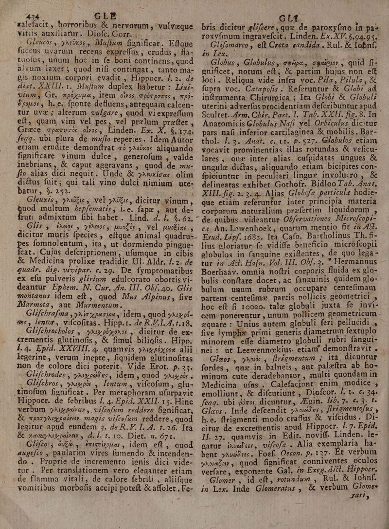 xalefacit , horroribus &amp; nervorum ,' vulvaque vitiis auxiliatur. Diofc; Gorr. . i; Gleucos , yxsUxos , Mu[lum fianificat. Eftque fuccus uvarum recens expreffus , crudus , fla- tuoífus, unum hoc in fe. boni continens, quod alvum laxet; quod nifi contingat, tanto ma- g!s noxium. corpori. evadit , Hippocr. 7. 2. 4e dict. XXIII 1. MMuflum duplex habetur : Lix;- «ium, Gr. vpéxvue , item 0iVoS, TTRÓTpoTos , TDÓ- $popos, h.e. fponte defluens, antequam calcen- tur uve ; alterum. vulgare , quod. vi expreffum eit, quam vim vel pes, vel prxlum praet , Grece cpemuzcós colos, Linden. Ex. X. 6.174. feqq. ubi plura de mzflo reperies. Idem Aütor etam erudite demonftrat «2 ?j^soxo« aliquando fignificare. vinum dulce, generofum , valde inebrians, &amp; caput aggravans , quod de mz- fio. alias dici nequit. Unde &amp; y»wxíiees. olim di&amp;us fuit; qui tali vino dulci nimium ute- batur, $245. ^ — à Gleuxis , yxe£is , vel icis, dicitur. vinum, Quod multum /ep/ematis, 1.e. fapr , aut de- Glís , éxeos , yéNaos ,' uuoós ,. vel puoius pes fomnolentum, ita, ut dormiendo pingue- Ícat. Cujus defcriptionem, ufumque in cibis &amp; Medicina prolixe tradidit. Ul. Aldr. /. 2. de quadr. dig. vrvipar. c, 29. De, fymptomatibus ex efu pulveris g//rum edulcorato obortis vi- deantur Ephem. N. Cur. n. III. Obf. 40. Glis zwntanus idem eft , quod Mus Jlpinus, five JMarmota, aut Murmentum. Glfchrafma , yx xpesum y idem , quod you pi- us, lentor , vifcofitas. Hipp.r. de R.V.1./4. t.18, Glifchrocbolos , xis by oxos ,. dicitur de ex- £rementis glutinofis, &amp; fimul biligfis. Hipp. j.4. Epid. XXVIII. 4. quamvis yxpéxpox. alii legerint, verum inepte, fiquidem glutinofitas non de colore dici poterit. Vide Erot. p.35. - Glifchrodes , six omdue , idem , quod xis pós . , Glifebros , pas pis ,. lentum , vifcofum , glu- ,tinofum fignificat. Per metaphoram ufurpavit Hippocr. de febribus /. 4. Ep;4. XXII. 15. Hinc verbum 5^iypairar , .vi/cofum reddere. fienificat, Gc mpoz yis pairar. magis vifcefam reddere , quod legitur. apud eundem 5. de R. V. I. 4. 1.26. Ita &amp; xeauyNiS pra? , d. l. t. 10. Diet. ». 671. Glifco: &amp;/£9 4. &amp;miasivouer , idem. eft , quod augef/co , paulatim vires fumendo &amp; intenden- o . Proprie de incremento ignis dici vide- tur. Per translationem vero eleganter etiam de flamma vitali, de calore febrili , aliifque vomitibus morbofis accipi poteft &amp; affolet .Fe- bris dicitur e/z/cere, que. de paroxyfmo 1n pa». roxyfmum ingravefcit. Linden. Ex. XV. 6.94.95. Glifomarco , eft Creta. eandida . Rul. &amp; lohnf. in Lex. | JH Ebo o T : Globus , Globulus ,. eedpz., agaiosr , quid fi- gnificet, notum eft, &amp; partim hujus non eft loci. Reliqua vide infra voc. Pz/a , Pzlula , &amp; fupra voc. Catapofis . Referuntur &amp; G/ob; ad inftrumenta. Chirurgica ; Ita G/ob; &amp; Globulz uterini adver(íus procidentiam defcribuntur apud Scultet. frm. Chir. Part. I. Tab. XXH. fig. 8. In Anatomicis G/obulus Nafi vel Orbzculus dicitur pars nafi inferior cartilaginea &amp; mobilis, Bar- thol. /. 3. Anat. c. t1. p.527. Globulos. etiam vocavit prominentias 1llas rotundas &amp; veficu- lares , qua inter alias cufpidatas ungues &amp; ungulz dictas, aliquando etiam bicipites con- fpiciuntnr in peculiari linguz involucro , &amp; delineatas exhibet. Gothofr. Bidloo T'a2. /4nat. XII. fig. 2. 3-4. Alias, Globefe particule hodie- que etiam referuntur inter principia materia corporum naturalium praefertim. liquidorum , de. quibus. videantur Obfervatroues. Microftopi- ce An. Lowenhoek , quarum. mentio fit zz A. Erud. Lipf. y682. Ita Cafo. Bartholinus Th.fi- lius gloriatur fz vidiffe beneficio microfcopii globulos in fanguine exiftentes, de quo lega - tur i2 /4H. Hafn. Vol. lI, Obf. 3. * Hermannus Boerliaav. omnia. noftri corporis fluida ex glo- bulis conftare docet, ac fanguinis quidem gle- bulum uuum rubrum occupare centefimam partem 'centefimx partis vollicis geometrici , hoc eft fi 10060. tale globuli juxta fe invi- cem ponerentur , unum pollicem geometricum - equare : Unius autem globuli feri pellucidi , five lymphz primi generis diametrum fextuplo minorem effe diametro globuli rubri fangui- Gleos , yxuX , firáésmentum 5 a. dicuntur fordes , qux in balneis, aut palzílra ab ho- minum cute deradebantor , multi quondam in Medicina ufas . Calefaciunt:; enim. modice , emolliunt, &amp; difcutiunt , Diofcor. ]. 1. c. 34- feag. ubi fóror dicuntur, /Egin. lib.7. € 3. t- Glos. Inde defcendit 54«46vs, Jir£ementofus , h.e. flrigmenti modo craffus &amp; vifcidus. Di- citur de excrementis apud Hippocr. /. 7. Ep;2. ll.27. quamvis in Edit. noviff. Linden ler gatur jixveJeee, vi/rofe . Alia exemplaria ha- bent 5^vaJte«.. Foef. Oecon. p. 137- Et vip ynxtar ,. quod. fignificat conniventes ocujos verfare, exponente Gal. /» Exeg. d/&amp;. MAL Glomer , id eft, rotundum , Rul. &amp; lohnf. in Lex. Inde. Glomeratus , &amp; verbum Glomes A