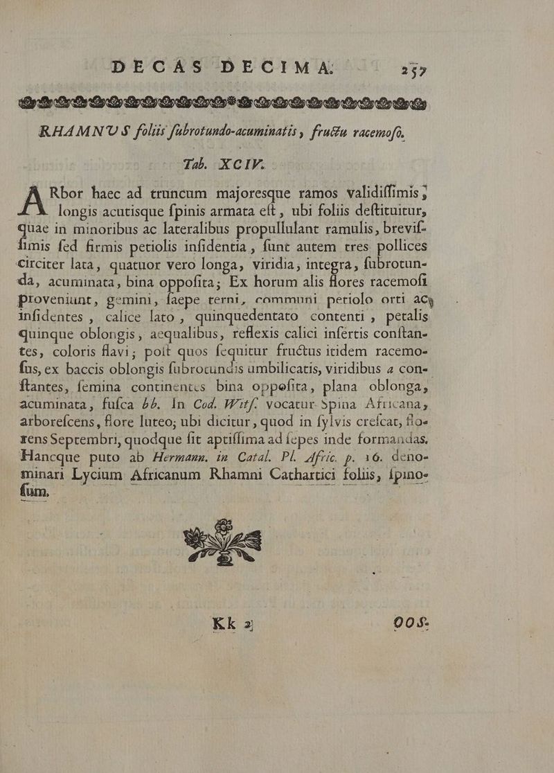 dÉpfecto Oo py riy rdg C509 Or Orso Doo or rp RHAMNU $ foliis fabrotundo-acuminatis , fru&u vacemofo. Jab. XCIV. Pus haec ad truncum majoresque ramos validiífimis , longis acutisque fpinis armata eft , ubi foliis deftituitur,. quae in minoribus ac lateralibus propullulant ramulis, brevif- funis fed firmis petiolis infidentia , funt autem tres. pollices CIrciter lata, quatuor vero longa, viridia, integra, fübrotun- da, acuminata, bina oppofita; Ex horum alis flores racemofi proveniunt, gemini, faepe terni, commnuni petiolo orti acy - infidentes , calice lato , quinquedentato contenti , petalis quinque oblongis, aequalibus, reflexis calici infertis conftan- tes, coloris flavi; poit quos fequitur fructus itidem racemo- fus, ex baccis oblongis fübrocundis umbilicatis, viridibus « con- flantes, femina conunent;cs bina oppefita, plana oblonga; acuminata, fufca 45. In Cod. Witf- vocatur. 5pina Africana, arborefcens, flore luteo; ubi dicitur, quod in fylvis crefcat, tio» zens Seprembri, quodque fit aptiffima ad íepes inde formandas. Hancque puto ab Hermams. im Catal. PL Afric p. 16. deno- st Lycium Africanum. Rhamni Catharcici folis, ípino- Ut, t LE