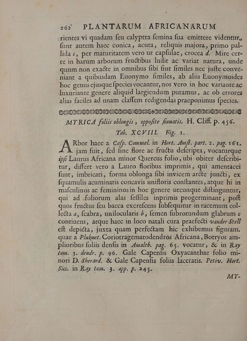 .rientes vi quadam feu calyptra femina fua. emittere videntur, funt autem haec conica, acuta, reliquis majora ,. primo pal- lida c, per maturitatem vero ut capfulae, crocea 4. Mire cer- te in harum arborum fructibus ludit ac variat natura, unde quum non exacte in omnibus fibi fint fimiles nec jufte.conve- niant à quibusdam Euonymo fimiles, ab aliis Euonymoides hoc genus ejusque fpecies vocantur, nos vero in hoc variante ac luxuriante genere aliquid largiendum putamus, ac ob errores alias faciles ad unam claffem redigendas praeponimus fpecies. MT RICA foliis oblongis , oppofete fenuatis, Hl. Cliff. p. 456. Tabl XCVFIIL Fig. a. A Rbor haec Cafp. Commel. in Hort. mfi. part. 3. pag. v6. : jam fuit, fed fine flore ac fructu defcripta, vocaturque 4pff Laurus Africana minor Quercus folio, ubi obiter defcribi- tur, differt vero a Lauro floribus imprimis, qui amentacei funt, imbricati, forma oblonga fibi invicem arcte juncti, ex fíquamulis acuminatis concavis unifloris conítantes; atque hi in mafculinos ac femininosin hoc genere utcunque diftinguntur, qui ad foliorum alas feffiles inprimis progerminant, poft quos fructus feu bacca excrefcens fubfequitur in racemum col- lecta a, fcabra, unilocularis ^, femen fubrotundum glabrum c continens, atque haec in loco natali cura praefecti vasder rell eft depicta, juxta quam perfectam hic exhibemus figuram. quae a P/zkzet. Coriotragematodendros Africana , Botryos am- plioribus foliis denfis in. Zfwaltb. pag. 65. vocatur, & in Ray &om. 3. deudr. p. 96. Gale Capenhis Oxyacanthae folio mi- nori D. $/Zerard. & Gale Capenfis folis laceratis, Peziv. Hurt. Ge n dun tomé ig c uipp, uana gut oT Hbs do (aue MT-