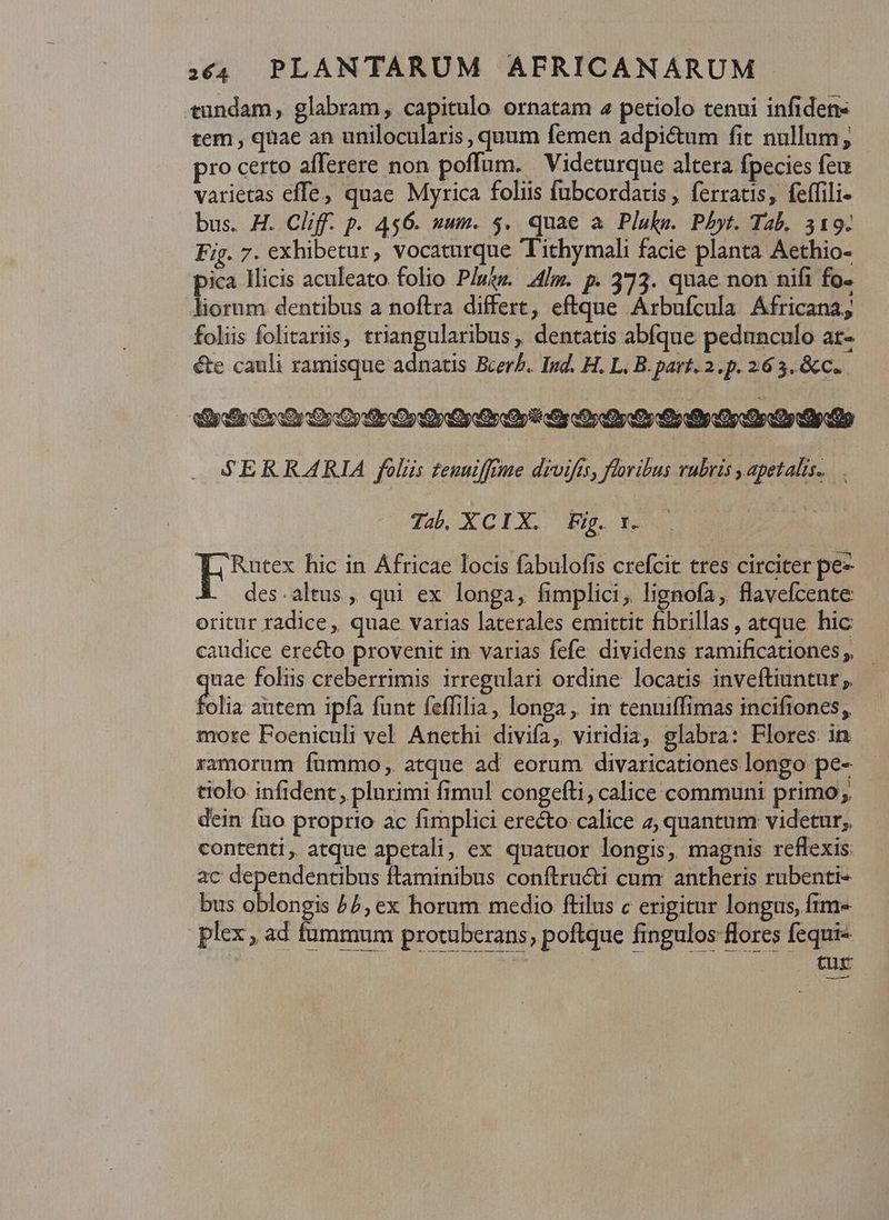tundam, glabram, capitulo ornatam 7 petiolo tenui infidens tem , quae an unilocularis, quum femen adpi&um fit nullum, pro certo afferere non poffum. | Videturque altera fpecies feu varietas effe, quae Myrica foliis fubcordatis, ferratis, feffili- bus. H. Cliff. p. 456. num. $. quae a Plus. Plyt. Tab. 319. Fig. 7. exhibetur, vocaturque Tithymali facie planta Aethio- ica llicis aculeato folio Pls. 4dlw. p. 373. quae non nifi fo- liorum dentibus a noftra differt, eftque Arbufcula Africana, foliis folitarüis, triangularibus , dentatis abfque pedunculo at- éte cauli ramisque adnatis Ecerb. Ind. H. L. B. part. 2.p. 26 3. & C. ercr Oo y Coe Oo oso y eor coop pop apo SERRARIA foliis zeuufftme dvifis, faribus rubris petalis... Tab. XCIX. Fig. v. Rutex hic in Áfricae locis fabulofis crefcit tres circiter pe- des.altus, qui ex longa, fimplici, lignofa, flavefcente oritur radice, quae varias laterales emittit fibrillas , atque hic caudice erecto provenit in varias fefe dividens ramificationes, nae foliis creberrimis irregulari ordine locatis inveftiuntur, folia autem ipfa funt feffilia, longa, in tenuiffimas incifiones, more Foeniculi vel. Anethi divifa, viridia, glabra: Flores. in ramorum fummo, atque ad eorum divaricationes longo pe- tiolo infident, plurimi fimul congefli, calice communi primo; dein fuo proprio ac fimplici erecto calice 4, quantum videtur; contenti, atque apetali, ex quatuor longis, magnis reflexis: ac dependentibus ftaminibus conftru&i cum antheris rubenti- bus oblongis £2, ex horum medio ftilus c erigitur longus, fim- plex , ad fummum protuberans, poftque fingulos flores fequi-