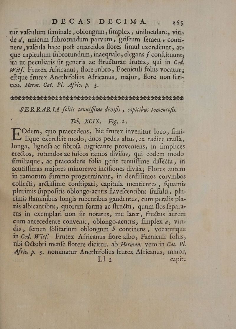 DECAS.DECIMA . a$; tut vàfculum feminale , oblongum í fimplex , uniloculare, viri- : de Z, unicum fübrotundum parvum , grifeum femen e conti- nens, yafcula haec poft emarcidos flores fimul excrefcunt, at- que capitulum fübrotundum, inaequale , elegans f' conftituunt; ita ut peculiaris fit generis ac ftructurae frutex, qui in Co. Witf. Frutex Africanus, flore rubro , Foeniculi foliis vocatur; eftque frutex Anethifolius Africanus, major, flore non feri- ceo. Heru. Cat. Pl. Afric. p. 3. Qbpbbbbbbbbsbrbbiehbbóbbbbtbbbhbbbbbobbbbbbbbbbbhiebe SERRAR L4 folis tenuiffime divifis , capitibus tomentofts. Tab XCIX. Fig. 3. Odem, quo praecedens, hic frutex invenitur loco, fimi- lique excrefcit modo, duos pedes altus, ex radice craífa, longa, lignofa ac fibrofa nigricante proveniens, in fimplices erectos, rotundos ac fufcos ramos divifus, qui eodem modo fimiliaque, ac praecedens folia gerit tenuiffime diffe&ta, in acutiffimas majores minoresve incifiones divifa; Flores autem in ramorum fummo progerminant, in denfiffimos corymbos collecti, arctiffime confüpati, capitula mentientes , fquamis plurimis fuppofitis oblongo-acutis flavefcentibus fuffulti, plu- rimis ftaminibus longis rubentibus gaudentes, cum petalis pla- nis albicantibus, quorum forma ac ftructu, quum flos fepara- tus in exemplari non fit notatus, me latet, fructus autem cum antecedente convenit, oblongo-acutus, fimplex 4, viri- dis, femen folitarium oblongum ^ continens , vocaturque in Cog. Wf. Frutex Africanus flore albo, Faeniculi foliis, ubi Octobri menfe florere dicitur. ab: Hermae. vero in Car. Pf. Afric p. 3. nominatur Anethifolius frutex Africanus, minor,