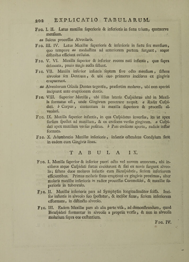 202 EXFLIC AT 10 TABULA RUM. Fig. I. II. Latus maxilla? fuperioris & inferiors in foetu trium, quatnorve menfium. aa Sulcus procedus Alveolaris. Fig. III. IV. Latus Maxillae fuperioris & inferioris in foetu fex menfium, quo tempore aa mediaftina ad anteriorem partem iurgunt, atque dilhn&as efficiunt cellulas. Fig. V. VI. Maxilla fuperior & inferior recens nati infantis , quae fupra delineata, paulo magis aufta fiftunt. Fig. VII. Maxilla inferior infantis feptem five o&o menfium, fiftens alveolos iex Dentiurn, & ubi quo primores incilores ex gingivis erupuerunt. aa Alveolorum Ofcula Dentes tegentia, praefertim molares, ubi non aperiri incipiunt ante eruptionem dentis. Fig. VIII. Superior Maxilla, ubi illius lateris Culpidatus alte in Maxil¬ la formatus eft, unde Gingivam penetrare nequit. a Radix Cufpi- dati. b Corpus, contentum in maxilla fuperiore & procelfu al- veolari. Fig. IX. Maxilla fuperior infantis, in qua Cufpidatus inverfus, ita ut apex furfum fpeclet ad maxillam, & os crefcens verfus gingivam. a Cufpi- dati apex maxillam verfus pofitus. b Pars crefcens aperta, radicis inftar formata. Fig. X. Adumbratio Maxillae inferioris, infantis oftendens Condylum fere in eadem cum Gingivis linea. TABULA IX. Fig. L Maxilla fuperior & inferior pueri oclo vel novem annorum, ubi in- cifores atque Cufpidati foetus ceciderunt & fixi ex novis furgunt alveo- lis; fiftens duos molares infantis cum Bicufpidatis, feriem inferiorem efficientibus. Primus molaris fixus eruptioni ex gingivis proximus, alter molaris maxillae inferioris in radice procefius Coronoi'dei, & maxillae fu¬ perioris in tuberculo. Fig. II. Maxillae inferioris pars ad Symphyfin longitudinaliter feifia. Inci- for infantis in alveolo fuo fpe&atur, & incifor fixus, feriem inferiorem efformans, in diftin&o alveolo. Fig. III. Eadem Maxillae pars ab alia parte vifa, ad demonftrandum, quod Bicufpidati formantur in alveolis a propriis verfis, & non in alveolis molarium fupra eos exftantium.
