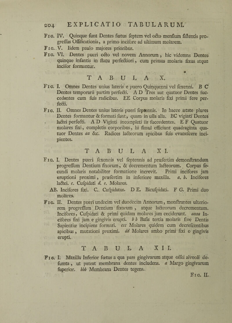 Fig. IV. Quinque funt Dentes foetus feptem vel o£to menfium fifbentis pro- grelfus Oilificationis, a primo incifore ad ultimum molarem. Fig..V. Iidem paulo majores prioribus. Fig. VI. Dentes pueri o£to vel novem Annorum, hie videmns Dentes quinque infantis in ftatu perfection, cum primus molaris fixus atque inciior formantur. # TABULA X. Fig. I. Omnes Dentes unius lateris e puero Quinquenni vel fexenni. B C Dentes temporarii partim perfeCti. A D Tres aut quatuor Dentes luc- cedentes cum fuis radicibus. EE Corpus molaris fixi primi fere per- feCti. Fig. II. Omnes Dentes unius lateris pueri fep&nnis. In hacce aetate plures Dentes formantur & format! funt, quam in ulla alia. BC viginti Dentes laCtei perfeCti. A D Viginti incompleti iis fuccedentes. E F Quatuor molares fixi, completis corporibus, hi fimul efficiunt quadraginta qua¬ tuor Dentes aa &c. Radices laCteorum apicibus fuis evanefeere inci- pientes. TABULA XI. Fig. I. Dentes pueri fexennis vel feptennis ad prafertim demonflrandum progrefiiim Dentium fixorum, & decrementum laCteorum. Corpus fe- cundi molaris notabiliter formatione increvit. Primi incifores jam eruptioni proximi, praefertim in inferiore maxilla, a. b. Incifores laCtei. c. Cufpidati d. e. Molares. AB. Incifores fixi. C.. Culpidatus. D E. Biculpidati. F G. Primi duo molares. Fig. II. Dentes pueri undecim vel duodecim Annorum, monfirantes ulterio- rem progrefiiim Dentium fixorum , atque lafteorum decrementum. Incifores, Cufpidati & primi quidam molares jam ceciderunt. aaaa In¬ cifores fixi jam e gingivis erupti. b b Balls tertia molaris five Dentis Sapientias incipiens formari. ccc Molares quidem cum decrefcentibus apicibus, mutationi proximi. dd Molares amho primi fixi e gingivis erupti. TABULA XII. F i g. I. Maxilla Inferior foetus a qua pars gingivarum atque oflei alveoli de- fumta, ut pateat membrana dentes includens. a Margo gingivarum fuperior. bbb Membrana Dentes tegens..