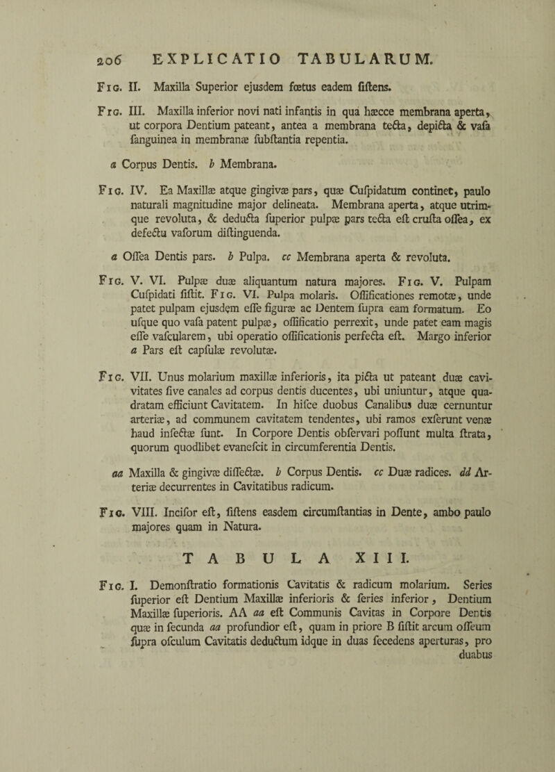 Fig. II. Maxilla Superior ejusdem foetus eadem fiftens. Ftg. III. Maxilla inferior novi nati infantis in qua haecce membrana aperta, ut corpora Dentium pateant, antea a membrana tetta, depitta & vafa fanguinea in membranae fubftantia repentia. a Corpus Dentis. b Membrana. Fig. IV. Ea Maxillae atque gingivae pars, quae Cufpidatum continet, paulo naturali magnitudine major delineata. Membrana aperta, atque utrim- que revoluta, & dedutta fuperior pulpae pars tetta eft crufta oflea, ex defettu vaforum diftinguenda. a OiTea Dentis pars, b Pulpa. cc Membrana aperta & revoluta. Ftg. V. VI. Pulpae duae aliquantum natura majores. Fig. V. Pulpam Cufpidati llftit. Fig. VI. Pulpa molaris. Oflificationes remotae, unde patet pulpam ejusdem efle figurae ac Dentem fupra earn formatum. Eo ufque quo vafa patent pulpae, oflificatio perrexit, unde patet earn magis efle vafcularem, ubi operatio oflificationis perfe&a eft. Margo inferior a Pars eft capfulae revolutae. Fig. VII. Unus molarium maxillae inferioris, ita pitta ut pateant duae cavi- vitates five canales ad corpus dentis ducentes, ubi uniuntur, atque qua- dratam efficiunt Cavitatem. In hifce duobus Canalibus duae cernuntur arteriae, ad communem cavitatem tendentes, ubi ramos exferunt venae baud infettae funt. In Corpore Dentis obfervari poftunt multa ftrata, quorum quodlibet evanefcit in circumferentia Dentis. aa Maxilla & gingivae difiettae. b Corpus Dentis. cc Duae radices, dd Ar¬ teriae decurrentes in Cavitatibus radicum. Fic. VIII. Incifor eft, fiftens easdem circumftantias in Dente, ambo paulo majores quam in Natura. TABULA XIII. Fig. I. Demonftratio formationis Cavitatis & radicum molarium. Series fuperior eft Dentium Maxillae inferioris & feries inferior, Dentium Maxillae fuperioris. AA aa eft Communis Cavitas in Corpore Dentis quae in fecunda aa profundior eft, quam in priore B fiftit arcum ofieum fupra ofculum Cavitatis deduttum idque in duas fecedens aperturas, pro duabus