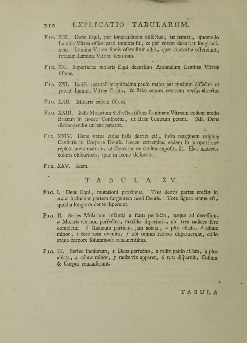 Fic. XIX. Dens Equi, per longitudinem diffe&us, ut pateat, quomodo Lamina Vitrea ofl'eae parti inmixta fit, & per totam decurrat longitudi¬ nem. Lamina Vitrea lineis oftenditur albis, quas contortae oftendunt, ftriatam Laminte Vitreas texturam. Frc. XX. Superficies molaris Equi decurfum Anomalum. Laminae Vitreat fiftens. F i g. XXI, Incifor naturali magnitudine paulo major per medium diffe&us ut pateat Lamina Vitrea firiata, & ftriee omnes centrum verfus <lire6lte. < - r . Fig. XXII. Molaris eadem fiftens. Fig. XXIII. BallsMolarium disfrafta,fiftens Laminam Vitream eodem modo ftriatam in hocce Confpedtu, ut ftriac Centrum petant. NB. Dens disfrangendus ut base pateant. Fig. XXIV. Dens vetus cujus bafis detrita eft, infra marginem originis Cavitatis in Corpore Dentis. hascce extremitas eadem in proportione repleta nova materie, ut Caveatur ne cavitas expofita fit. Haec materies coloris obfcurioris, quae in icone delineata. Fig. XXV. Idem. TABULA XV. Fig. I. Dens Equi , mutationi proximus. Tres dentis partes ereftae in a a a includunt partem furgentem novi Dentis. Tota figura orrme eft, quod a longiore dente fupererat. Fig. II. Series Molarium infantis a ftatu perfe6to , usque ad deceflunu a Molaris vix non perfe&us , maxillae fuperioris, ubi tres radices fere completae. b Radicum particula jam ablata, c plus ablata, d adhuc minor, e fere tota evanita, / ubi omnes radices difparuerunt, collo atque corpore folummodo remanentibus. Fig. III. Series Inciforum, i Dens perfe&us, 2 radix paulo ablata, 3 plus ablata5 4 adhuc minor, 5 radix vix apparet, 6 -tota difparuit, Collura & Corpus remanferunt. TABULA