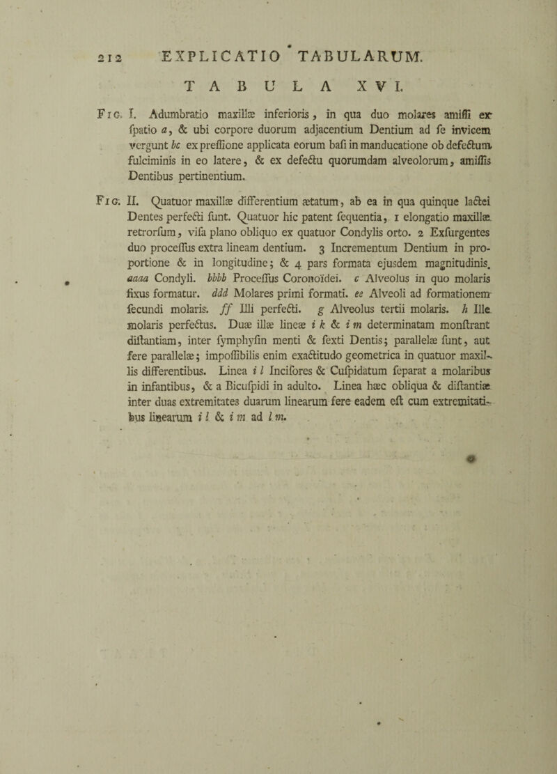 TABULA XV L Fro. T. Adumbratio maxillae inferioris, in qua duo molares amiffi ex- fpatio a, & ubi corpore duorum adjacentium Dentium ad fe invicem vergunt be ex prefiione applicata eorum ball in manducatione ob defe&um. fulciminis in eo latere, & ex defe&u quorumdam alveolorum, amiffis Dentibus pertinentium. F i g; II. Quatuor maxillae difFerentium aetatum, ab ea in qua quinque la&ei Dentes perfe&i funt. Quatuor hie patent fequentia, i elongatio maxillae, retrorfum, vifa piano obliquo ex quatuor Condylis orto. 2 Exfurgentes duo proceflus extra lineam dentium. 3 Incrementum Dentium in pro¬ portion & in longitudine; & 4 pars formata ejusdem magnitudinis. aaaa Condyli. bbbb Proceflus Corono'idei. c Alveolus in quo molaris fixus formatur. ddd Molares primi formati. ee Alveoli ad formationem fecundi molaris. ff Illi perfe&i. g Alveolus tertii molaris. h Ille molaris perfe&us. Duae illae lineae i k & im determinatam monftrant diftantiam, inter fymphyfin menti & fexti Dentis; parallelas funt, aut fere parallels; impoflibilis enim exa&itudo geometrica in quatuor maxil- lis difterentibus. Linea i l Incifores & Culpidatum feparat a molaribus in infantibus, & a Bicufpidi in adulto. Linea haec obliqua & diftantiae inter duas extremitates duarum linearum fere eadem eft cum extremitati-
