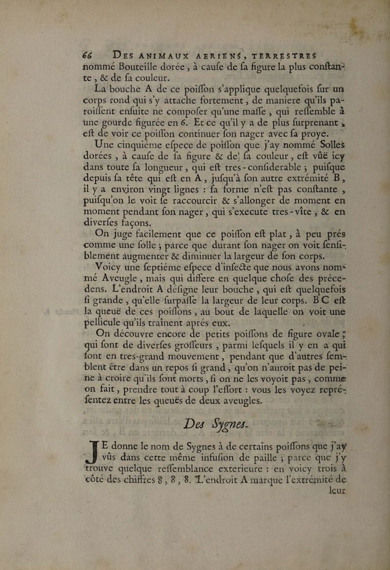 nommé Bouteille dorée , à caufe de fa figure la plus conftan- te , &C de fa couleur. La bouche A de ce poiffon s’applique quelquefois fur un corps rond qui s’y attache fortement, de maniéré qu’ils pa¬ rodient enfui te ne compofer qu’une maffe , qui reliémbie à une gourde figurée en 6. Et ce qu’il y a de plus furprenant * eft de voir ce poilTon continuer fon nager avec fa proye. Une cinquième efpece de poiffon que j’ay nommé Solles dorées , à caufe de fa figure & de! fa couleur, eft vue icy dans toute fa longueur, qui eft très-conliderable } puifque depuis fa tête qui eft en A, jufqu’à fon autre extrémité B, il y a environ vingt lignes : fa forme n’eft pas confiante , puifqu’on le voit le raccourcir & s’allonger de moment en moment pendant fon nager , qui s’exécute très-vite , & en diverfes façons. On juge facilement que ce poifton eft plat, à peu prés comme une folle j parce que durant fon nager on voit fenli- blement augmenter &c diminuer la largeur de fon corps. Voicy une feptiéme efpece d’infeéte que nous avons nom* mé Aveugle , mais qui différé en quelque chofe des préce- dens. L’endroit A déligne leur bouche , qui eft quelquefois li grande , quelle furpafte la largeur de leur corps. B C eft la queue de ces poilfons, au bout de laquelle on voit une pellicule qu’ils traînent après eux. On découvre encore de petits poilfons de figure ovale ; qui font de diverfes groffeurs , parmi lefquels il y en a qui font en très-grand mouvement, pendant que d’autres fem- blent être dans un repos li grand, qu’on n’auroit pas de pei¬ ne à croire qu’ils font morts, li on ne les voyoit pas , comme on fait, prendre tout à coup Belfort : vous les voyez repré¬ sentez entre les queues de deux aveugles. De* Sygntt- JE donne le nom de Sygnes à de certains poilfons que j’ay vus dans cette même infulion de paille -, parce que j’y trouve quelque réffemblance extérieure : en voicy trois à côté des chiffres 8 , £, 8. 'L’endroit A marque l’extrémité de leur