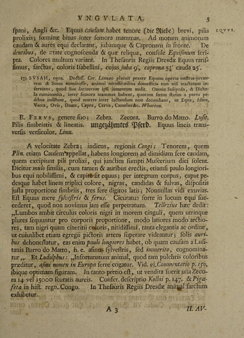 VNG VIAT A. fpani, Angli &c. Equus caudam habet tenore (t)ie Dttc5e) brevi, pilis prolixis; fceminac binas inter femora mammas.. Ad motum animorum caudam & aures equi declarant , jubamque & Capronam in fronte. De dentibus, de trtate cognofcenda'& quae reliqua, confule Equifonum fcri- pta. Colores multum variant. In Thefauris Regiis Dresdse Equus rarifi fimus, fardus, coloris Ifabellini, cujus juba g'y caprona^f cauda 25'. (7). SVSAH, equa. DodtifT. Car. Linnao placuit praeter Equum operas noftrasquvan- tem & Suem nominaffe, animal neceflitatibus domefticis non nifi macVatum in- fcrviens ,. quod Sus latinorum ipfi jumentum audit. Omnia Solipeda, & Diche- la ruminantia, inter femora mammas habent, quorum foetus ftatim a partu pe¬ dibus iniiffunt, quod matres inter labandum non decumbant, ut Equa, Afina, Vacca, Ovis, Dama,, Capra,, Cerva, Camelus&c.. Wharton. B, Fe r v s , genere fuo; Zebra. Zecora. Burro do Matto. Lujit. Pilis fimbriatis & lineatis. ^3fCVth Equus lineis trans- verfis verficolor.. Linn.. A velocitate Zebra; indicus, regionis Congi; Tenorem, quem Flin. etiam Caufem^appellat, habens longiorem ad dimidiam fere caudam, quem excipiunt pili prolixi, qui jundirn fumptiMufcerium dici folent. Dicitur mulo fimilis, cum tamen & auribus eredis, etiamfi paulo longiori¬ bus equi nobiliflimi, & capiteTt equus; per integrum corpus, caput pe¬ desque habet lineas triplici colore, nigras, candidas & fulvas, difpofitis jufta proportione fimbriis, tres fere digitos latis; Nonnullas vidi exuvias. Eft Equus mere fykeftris & ferus. Cicuratus forte in locum equi fuc- cederet, quod non novimus jam efie perpetratum. Tellezius hzc dedit: „Lumbos ambit circulus coloris nigri in morem cinguli, quem utrinque plures fequuntur pro corporis proportione , modo latiores modo ardio¬ res, tam nigri quam cineritii caloris, nitidiflimi , tanta elegantia ac ordine , ut cuiuslibet etiam egregii pidoris artem fuperare videantur; folis auri¬ bus dehonefiatur, eas enim paulo longiores habet, ob quam caufam aLufi- tanis Burro do Matto, h. e. afimis fylvefiris, fed immerito, cognomina¬ tur,,. EtLudolphus: „Infortunatum animal, quod tam pulchris coloribus proditur , afini nomen in Europa ferre cogatur. Vid. ej.Commentatio p. tfoy ibique optimam figuram. In tanto pretio efi, ut vendita fuerit una Zeco¬ ra 14 vel 15000 fcutatis aureis. Confer, deferiptio Kolbii p. 147. &Piga- feta in hifi. regn..Congo. In Thefauris Regiis Dresdx aniq^l fardum exhibetur.