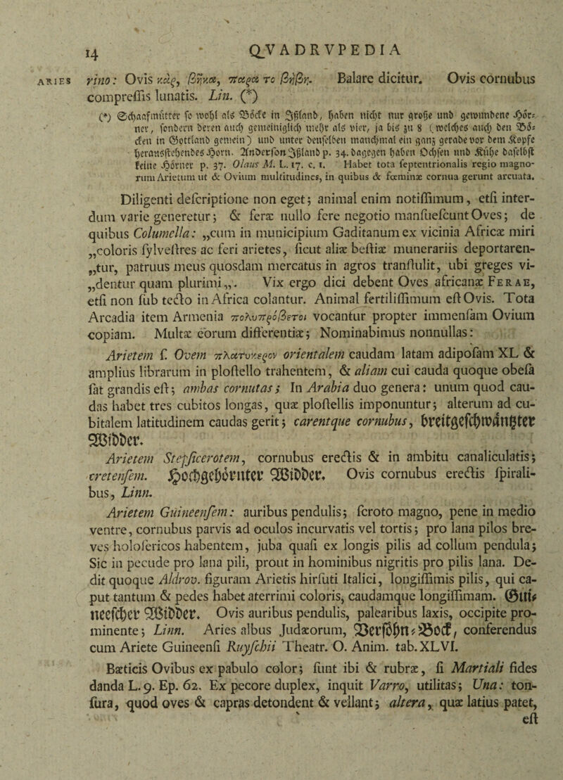 ARIES vino: Ovis 73tag* ro firjfir,. Balare dicitur. Ovis cornubus compreffis lunatis. Lin. (*) (*) @d)aafitnitter fe wdjl ate 335cfe m (ja&en nicfyt nur ^rofjc un& gmmt>ene S?or; nev, fim&em beren flud) gemeinigltcl) uief)r ais vinv ja &i$ jti 8 (wetdjes aud) beti dea in ®ott(ani> gemein) uttb unter 'benfel&eu tnatid)malein ganj gerabevov bem.^epfe tjer«*$fte$mbe$.£0m. 2Cn&et:fon3j3(an&p. 34. bagegcn l)aben Ddjfen unb bafel&ft felite Acniei’ p. 37. Olam M. L. 17. c. 1. Habet tota feptentrionalis regio magno¬ rum Arietum ut & Ovium multitudines, in quibus & fceminx cornua gerunt arcuata. Diligenti deferiptione non eget; animal enim notiffimum, etli inter¬ dum varie generetur; & fera: nullo fere negotio mnnfuefcunt Oves; de quibus Columella: „cum in municipium Gaditanum ex vicinia Africae miri coloris fylvefires ac feri arietes , fient aliae beftiae munerariis deportaren¬ tur, patruus meus quosdam mercatus in agros tranftulit, ubi greges vi¬ dentur quam plurimi,,'. Vix ergo dici debent Oves africanae Ferae, etfi non fub tedo in Africa colantur. Animal fertiliflimum eftOvis. Tota Arcadia item Armenia 7roAu7r^o/3ers/ vocantur propter immenfam Ovium copiam. Multae eorum differentiae; Nominabimus nonnullas: Arietem fi Ovem KXccrv/.^cv orientalem caudam latam adipofam XL & amplius librarum in ploftello trahentem, & aliam cui cauda quoque obefia fiat grandis eft; ambas cornutas > In Arabia duo genera: unum quod cau¬ das habet tres cubitos longas, quae ploftellis imponuntur; alterum ad cu¬ bitalem latitudinem caudas gerit; carent que cornubus, brettgefc^Wangtet SBiD&er- Arietem Stefjicerotem, cornubus eredis & in ambitu canaliculatis; cretenfem. jpOf&gC&oniteV 2S3it>&et% Ovis cornubus eredis fpirali- bus, Linn. Arietem Guineenfem: auribus pendulis; ficroto magno, pene in medio ventre, cornubus parvis ad oculos incurvatis vel tortis; pro lana pilos bre¬ ves holofericos habentem, juba quafi ex longis pilis ad collum pendula; Sic in pecude pro lana pili, prout in hominibus nigritis pro pilis lana. De¬ dit quoque Aldrov. figuram Arietis hirfuti Italici, lpngiflimis pilis, qui ca¬ put tantum & pedes habet aterrimi coloris, caudamque longiffimam. ©Ut* neefc&er SHStftDeth Ovis auribus pendulis, palearibus laxis, occipite pro¬ minente; Linn. Aries albus Judaeorum, Q3Ct(of)n * 230Cf, conferendus cum Ariete Guineenfi Ruyfchii Theatr. O. Anim. tab.XLVI. Baeticis Ovibus ex pabulo color; funt ibi & rubrae, fi Martiali fides danda L.9. Ep. 62. Ex pecore duplex, inquit Varro, utilitas; Una: ton- fura, quod oves & capras detondent & vellant; altera, quae latius patet, eft