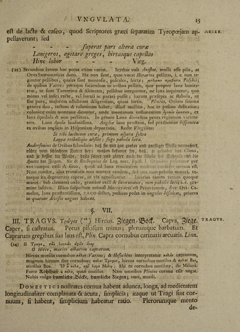 pellaverunt; fed - fuperat pars altera euroe Lanigeros, agitare greges, hirtas que capellas Hinc labor - Virg. (13) Secundum lanam hoc pecus etiam variat. Scythas vult Arigot. molli efle pilo, at Oves Sauromaticas duro. Hae non funt, quas vocat Horatius, pellitas, i. e. non te¬ guntur pellibus, quales fiint niontofx, pafcales, hirtx; yxXuxu. ngefiocru, Polybii i de quibus Varro: peraeque faciendum in ovibus pellitis, qux propter lanx bonita¬ tem, ut funt Tarentina: & Altinates, pellibus integuntur, ne lana inquinetur, quo minus vel infici re<5ie, vel lavari ac parari poffit; harum pnefepia ac ftabula, ut fint pura, majorem adhibeant diligentiam, quam hirtis. Plinius, Ovium fumma genera duo, tectum & colonicum habet; illud mollius, hoc in paicuo delicatius; colonicte enim montanx dicuntur, unde montanum veftimentum Igznov lynnov, ex lana fqualida dc non pedtinata. In genere Lanx diverfitas penes regionum varieta¬ tem. Lana Apula laudatifiSma, Anglia lana prxftans, fed prxftantior hifpanica ex ovibus anglicis in Hifpaniam deportatis. RedVe Virgilins: Si tibi lacinium cur ce, primum afpera fylva Lappce tribuli que abjtiit ,• fuge pabula Icet a. Atiderfonius de Ovibus Islandicis: bajj fie mit gar prober unb garftiger vertua&ret, riifjre vom fdjlecijten $utter f)eu; niajjen 6efannt fep, brtj;, je gelin&er’ bns Clima, unb je 6effer bie S&Seibe, befto feiner unb jacter auch bie SS.olte ber @d)aafe unb bte jpaare ber Jiegen. Sic & Busbequius de Leg. ture. Epift. I. Gramine pafcuntur per eos campos exili dc ficco, quod ad lanx tenuitatem multum conferre certum efh Nam conftat, alio translatis non manere eandem, fed una cum pabulo mutari, to- tasque ita degenerare capras, ut vix agnofeantur. Xnterim tamen verum quoque manet: Sub clementi coelo, gramine exili dc ficco utatur, non pabulis Icetis i. e. gra¬ mine lafcivo. Ulico fufpedhim animal Marcgravii eftTeruvianum, live Ovi-Ca¬ melus, lana prxftantifiima, paco di&us, poiticos pedes in ungulas bifukas, priores in quatjior divifos ungues habens. - §. VII. III. TRAGVS. Tqdycs (,4) Hircus. 3fcgett = S80(f. Capra, Caper, fi cafiratus. Pecus pilofum minus; plerumque barbatum. Et Caprarum gregibus Tua laus efi, Plin. Capra cornubus carinatis arcuatis. Limi. 0 Hirce, marite albarum caprarum. Hircus mutilis cornubus xoXas Varino ,• & Hejychius interpretatur xoXov oxytonum, magnum hircum fine cornubus; xoXos Tfocycs, hircus cornubus mutilus & doXos Bat, mutilus Bos. 'I3- d xoXs, ny/ Xcyt MiXw ; Abi tu cornubus mutilate, dic Miloni. Forte a xoXt, quafi mutilus. Nam omnibus Plinius cornua efle negat. Nobis vulgo bumliebe 23dcfe, bamlicbe cftegen; cceci, mutili. Domestici nofirates cornua habent adunca, longa, ad medietatem longitudinaliter complanata & acuta, fimplicia; itaque ut Tragi fint cor¬ nuum, fi habent, fimplicium habeatur ratio. Plerorumque mento de- TRAGVS.